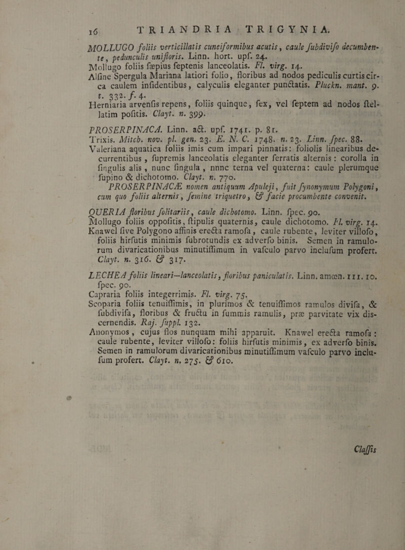 MOLLUGO foliis verticillatis cuneiformibus acutis, caule fubdivifo decumben¬ te, pedunculis unifloris. Linn. hort. upf. 24. Mollugo foliis faepius feptenis lanceolads. FI. virg. 14. AlfmeSpergula Mariana latiori folio, floribus ad nodos pediculis curtis cir¬ ca caulem infidentibus, calyculis eleganter pun£iatis. Pluckn. mant. 9. t. 332. f• 4* Herniaria arvenfis repens, foliis quinque, fex, vel feptem ad nodos ftel- latim pofltis. Clayt. n. 399. PROSERPINACA. Linn. a6L upf. 1741. p. 8r. Trixis. Mitcb. nov. pl. gen. 23. E. N. C. 1748. «. 23. Linn. fpec. 88. Valeriana aquatica foliis imis cum impari pinnatis: foliolis linearibus de¬ currentibus , fupremis lanceolads eleganter ferratis alternis: corolla in lingulis alis , nunc fingula , nnnc terna vel quaterna: caule plerumque lupino & dichotomo. Clayt. n. 770. PROSERPINACAS nomen antiquum Apuleji, fuit fynonymum Polygoni, cum quo foliis alternis, femine triquetro, & facie procumbente convenit. QUERI A floribus folitariis, caule dichotomo. Linn. fpec. 90. Mollugo foliis oppofitis, ftipulis quaternis, caule dichotomo. II. virg. 14. Knawel live Polygono affinis ere£la ramofa, caule rubente, leviter villofo, foliis hirfutis minimis fubrotundis ex adverfo binis. Semen in ramulo¬ rum divaricationibus minutiflimum in vafculo parvo inclufum profert. Clayt. ».316. &? 317. LECHEA foliis lineari—lanceolatis, floribus paniculatis. Linn. amccn. 111.10. fpec. 90. Capraria foliis integerrimis. FI. virg. 75. Scoparia foliis tenuiflimis, in plurimos & tenuiffimos ramulos divifa, & lubdivifa, floribus & fruftu in fummis ramulis, prae parvitate vix dis¬ cernendis. Raj. fuppl. 132. Anonymos, cujus flos nunquam mihi apparuit. Knawel ere&a ramofa : caule rubente, leviter villofo: foliis hirfutis minimis, ex adverfo binis. Semen in ramulorum divaricationibus minutiflimum vafculo parvo inclu¬ fum profert. Clayt. n. 275. £? 610. Clajfis
