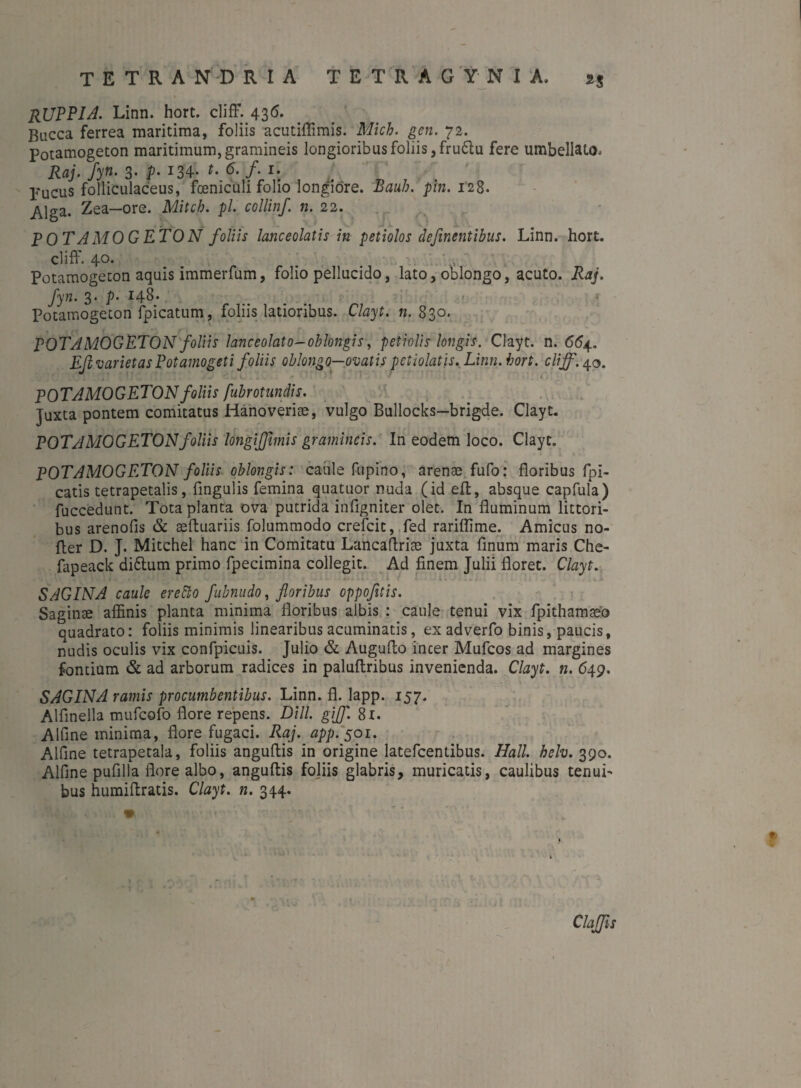 RUPPIA. Linn. hort. cliff. 436. Bucca ferrea maritima, foliis acutiftimis. Mich. gen. 72. potamogeton maritimum, gramineis longioribus foliis, fruftu fere umbellato, Raj. fyn. 3. p. 134* <*• /• i; pucus folliculaceus, foeniculi folio longiore. pin. 128. ^]ga. Zea—ore. Mitch. pl. collinf. n. 22. POTAMOGETON foliis lanceolatis in petiolos definentibus. Linn. hort. cliff. 40. ' , Potamogeton aquis immerfum, folio pellucido, lato, oblongo, acuto. Raj, fyn. 3. p• 148* Potamogeton fpicatum, foliis latioribus. Clayt. n. 830. POTAMOGETON foliis lanceolato-oblongis, petiolis longis. Clayt. n. 664. EJl varietas Potamogeti foliis oblongo—ovatis petiolatis. Linn. hort. cliff. 40. irl u i LuT 5 C fJC*' f! ? IT' • 1 .l . . * . 4 . POTAMOGETONfoliis /ubrotundis. Juxta pontem comitatus Hanoverise, vulgo Bullocks-brigde. Clayt. POTAMOGETON foliis longiffimis gramineis. In eodem loco. Clayt. POTAMOGETON foliis oblongis: caule fupino, arenae fufo: floribus fpi- catis tetrapetalis, Angulis femina quatuor nuda (id eft, absque capfula) fuccedunt. Tota planta ova putrida infigniter olet. In fluminum littori- bus arenofis & aeftuariis folummodo crefcit, fed rariflime. Amicus no- fler D. J. Mitchel hanc in Comitatu Lancaftrise juxta finum maris Che- fapeack diftum primo fpecimina collegit. Ad finem Julii floret. Clayt. SAGINA caule eretto fubnudo, floribus oppojitis. Saginae affinis planta minima floribus albis : caule tenui vix fpithamaeo quadrato: foliis minimis linearibus acuminatis, ex adverfo binis, paucis, nudis oculis vix confpicuis. Julio & Augufto incer Mufcos ad margines fontium & ad arborum radices in palufiribus invenienda. Clayt. n. 649. SAGINA ramis procumbentibus. Linn. fl. lapp. 157. Alfmella mufcofo flore repens. DHL gijf. 81. Affine minima, flore fugaci. Raj. app.$oi. Affine tetrapetala, foliis anguftis in origine latefcendbus. Hali. helv. 390. Affine pufilla flore albo, anguftis foliis glabris, muricatis, caulibus tenuL bus humiftratis. Clayt. n. 344. Claffis
