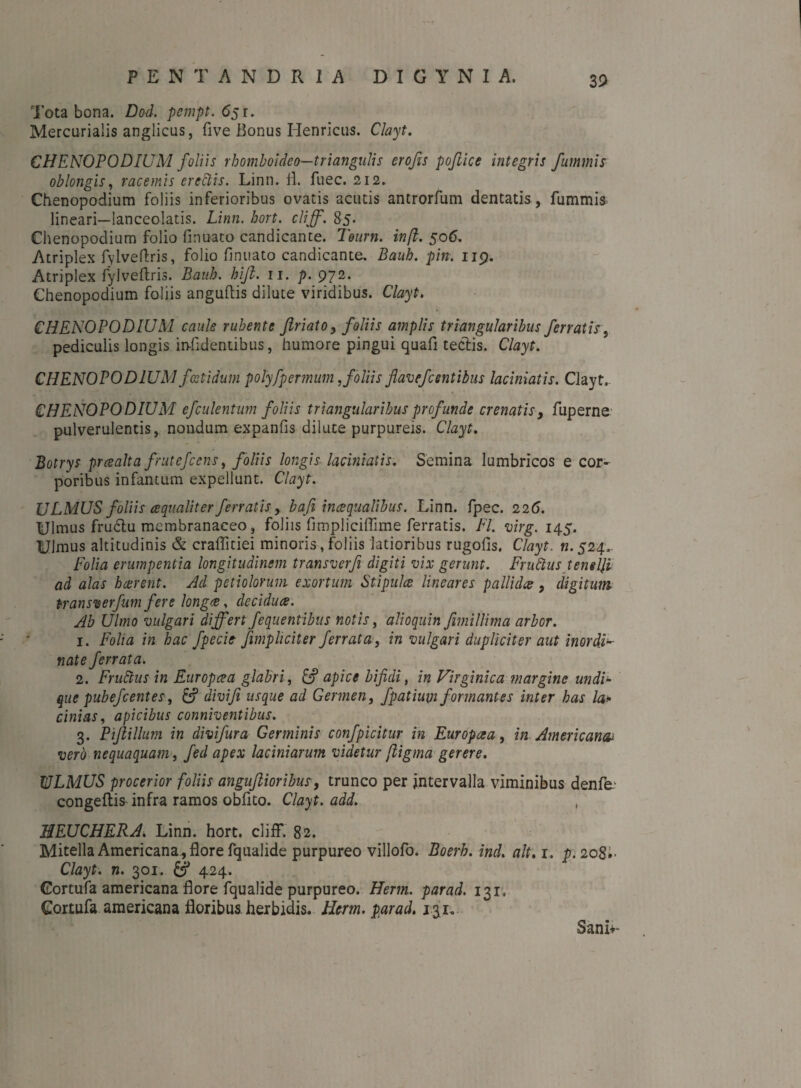Tota bona. Dod. pcmpt. 651. Mercurialis anglicus, five Bonus Henricus. Clayt. CHENOPODIUM foliis rhomboideo—triangulis erofis poftice integris futnmis oblongis, racemis erectis. Linn. 11. fuec. 212. Chenopodium foliis inferioribus ovatis acutis antrorfum dentatis, fummis lineari—lanceolatis. Linn. hort. cliff. 85* Chenopodium folio finuato candicante. Teum. infi. 506. Atriplex fylveftris, folio finuato candicante. Bauh. pin. 119. Atriplex fylveftris. Bauh. hijl. 11. ]). 972. Chenopodium foliis anguftis dilute viridibus. Clayt. CHENOPODIUM caule rubente jlriato, foliis amplis triangularibus ferratis, pediculis longis in-fidentibus, humore pingui quafl tectis. Clayt. CHENOPODIUM foetidum polyfpermum,foliis flavefc entibus laciniatis. Clayt. CHENOPODIUM efculentum foliis triangularibus profunde crenatis, fuperne pulverulentis, nondum expanfis dilute purpureis. Clayt. Botrys prcealta frutcfcens, foliis longis laciniatis. Semina lumbricos e cor¬ poribus infantum expellunt. Clayt. ULMUS foliis cequaliter ferratis, bafii in ce qualibus. Linn. fpec. 22 6. Ulmus fructu membranaceo, foliis fimpliciffime ferratis. FI. virg. 145. Ulmus altitudinis & craflitiei minoris, foliis latioribus rugofis. Clayt. n. 524. Folia erumpentia longitudinem transverfi digiti vix gerunt. Fruttus tenelli ad alas bcerent. Ad petiolorum exortum Stipules lineares p alii dee, digitum transverfum fere longce, deciduae. Ab Ulmo vulgari differt fequentibus notis, alioquin fnnillima arbor. 1. Folia in hac fpecie /impliciter ferrata, in vulgari dupliciter aut inordig¬ nate ferrata. 2. Frullus in Europaea glabri, apice bifidi, in Virginica margine undF que pubefeentes, divi fi usque ad Germen, fpatiuvi formantes inter has la• cinias, apicibus conniventibus. 3. Piflillitm in divifura Germinis confpicitur in Europcea, in Americana, vero nequaquam, fed apex laciniarum videtur ftigma gerere. ULMUS procerior foliis anguftioribus, trunco per intervalla viminibus denfe-* congeftiS' infra ramos obfito. Clayt. add. , HEUCHERA. Linn. hort. cliff. 82. Mitella Americana , flore fqualide purpureo villofo. Boerh. ind. ait. 1. p. 208*. Clayt. n. 301. 424. Gortufa americana flore fqualide purpureo. Herm. par ad. 131. Gortufa americana floribus, herbidis. Hem. par ad. 131. Sani**