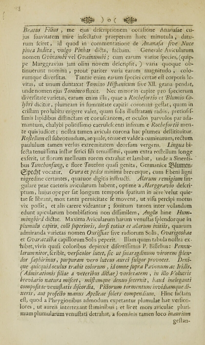 Reatus Filius , me ejus delcriptionem occalione Ananafec cu¬ jus fuavitatem mire infeblatur praepetum haec minutula, datu*- rum fciret, id quod in commentatione de Ananafa five Nuce pinea Indica , vulgo Finhas dicta, factum. Generale Avicularum nomen Gvinambi vel Gvaintimbi; cum earum variae fpecies, (quip¬ pe Marggravius jam olim novem delcripfit, ) varia quoque ob¬ tinuerunt nomina , prout pariter varia earum magnitudo , colo¬ rumque diverfitas. Tantae enim earum fpcciei certae clt corporis le¬ vitas, ut unum duntaxat Tomino Hijpanicum five XII. grana pendar, undenomenejus Tomineofluxit. Nec minor in capite pro fpecierum diverfitate varietas, earum enim illa, quae a Kocbefortio et TUuinio Co- lybri dicitur, plumeam in fummitate capitis coronam gcflat, quam in criflam prolubitu erigere valet, quam foliS illuflratam radiis, pretiofifi- fimis lapidibus diflinClam et corufcAntem, et oculos parvulos par ada¬ mantum, chalybi politiflftmo caerulefcenti infixum e Rocbefortii men¬ te quis judicet; noflra tamen avicula corona hac plumea ddlitituitur. Roftellum eft fubrotundum, aequale, tenue et valde a cuminatum, rectum paululum tamen verfus extremitatem deoiTum vergens. Lingua bi- fe&atenuiffima indar ferici fili tenuiffimi, quam extra rodellum longe exferit, ut florum melleum rorem extrahat et lambat, unde a Sinenti¬ bus Tuncbonfung, e flore Toncbon quafi genita, Germanice SMurnOV ©pCCl)t vocatur. Crura et pedes minimi brevesque, cum Hbeni ligni nigredine certantes, quaiuor digitis inflructi. Alarum remigium lin¬ gulare prae caeteris avicularum habent, optime a Alarggravio defcri- ptum, hujus ope per fat longum temporis fpatium in aere Velut quie¬ tae fe librant, mox tanta pernicitate fe movent, ut vifu percipi motus vix poflit, et alis carere videantur ; fonitum tamen inter volandum edunt apicularum bombifationi non diflimilem, Anghs hine Hum- mingbird dibtae. Maxima Avicularum harum venuflas fplcndorque in plumulis capitis, colli fuperioris, dorfi totius et alarum initiis, quarum admiranda varietas nomen Ourifjiae five radiorum Solis, Gvarigcobae et Gvaracaiba capillorum Solis peperir. Illam quam tabula noflra ex¬ hibet, vivis quafi coloribus depinxit difertiflimus P. Biflelius: Pennu- larum nitor, fcribit, verf color lucet, fic ut fmaragdinum virorem jplen* dor fapbirinus, purpuram vero luteus aurei fulgor provocet. Deni¬ que quicquid oculus trahit colorum , id omne Jupra Pavonum ac Iridis, (Admirationis filiae a veteribus ditiae) varietatem , in illo Frolueris breviario natura mifcet, miflumque denuo fecernit, haud ineleganti compofitde venuflatis difeordia. Fitiorum tormentum invidiam que di¬ xeris , aut profetio manus Apelleae folers compendiumk Hinc fadam efl, quod a Phrygionibus admodum expetantur plumulae hae verfico- lores, ut aureis intertexant flaminibus ; et licet mors aviculae pluri¬ mum plumularum venuflati detrahat, a foeminis tamen loco inaurium geflan-