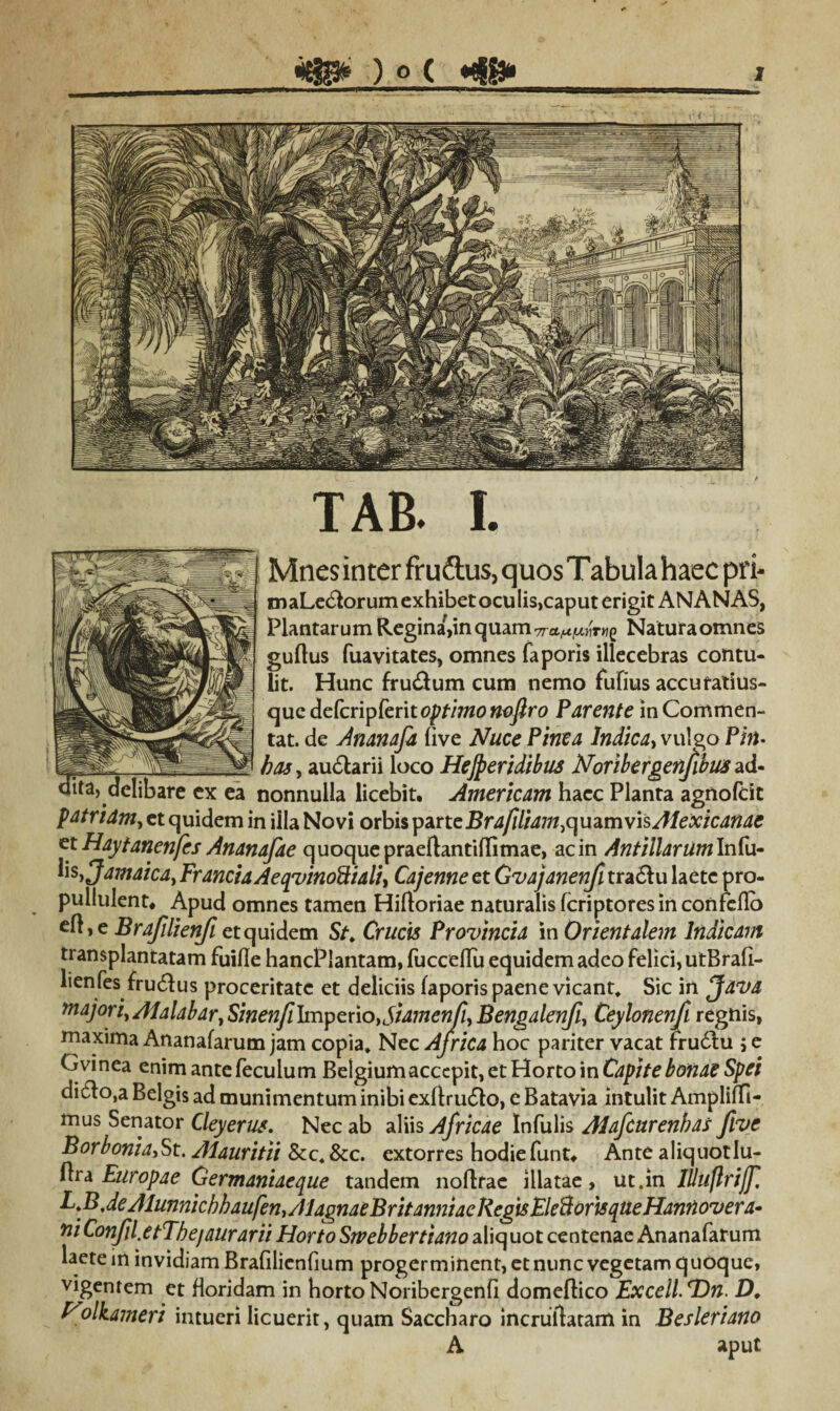 TAB. I. Mnes inter fruftus,quosTabulahaecpri- maLedorum exhibet oculis,caput erigit ANANAS, Plantarum Regina^inquamTra^rwg Natura omnes guflus fuavitates, omnes faporis illecebras contu¬ lit. Hunc frudum cum nemo fufius accuratius- qucdcCcripCcrit optimo nofiro Parente inCommen- tat. de Ananafa (ive Nuce Pinea Indica, vuigo Pin• y ^ ;.L - bos, audarii loco He]peridibus Noribergenfibusad¬ dita,.delibare ex ea nonnulla licebit. Americam haec Planta agnofcit patriam, et quidem in illa Novi orbis ^incBrafiliam^u^myisAIexicanae et Haytanenfes Ananafae quoque praeftantiflimae, ac in Antiilarum\vAu- ksyjamaica, Fr ancta Aeqvinoftiali, Cajenne et Gvajanenfi tradu laete pro- pullulent. Apud omnes tamen Hiftoriae naturalis (criptores in confeflo ell>e Brafilienfi et quidem St. Crucis Provincia in Orientalem Indicam transplantatam fuifle hancPlantam, fucceffu equidem adeo felici, utBrafi- lienfes frudus proceritate et deliciis faporis paene vicant, Sic in Java MAJoriyAialabar, Sinenfi Imperio,Siamenji, Bengalenfi, Ceylonenfi regnis, maxima Ananafarum jam copia. Nec Africa hoc pariter vacat rrudu ; e Gvinea enim ante feculum Belgium accepit, et Horto in Capite bonae Spei dido,a Belgis ad munimentum inibi exftrudo, e Batavia intulit Ampliffi- mus Senator Cleyerus. Nec ab aliis Africae Infulis AJafcurenbas flve Borbonid,St. Alauritii &c. &c. extorres hodiefunt. Ante aliquotlu- flra Europae Germaniaeque tandem noflrac illatae, ut.in IUuflriJf F.B,deAlunnicbhaufen}AJagnaeBritanniaeRegisEleBor'isqtteHannovera- niConfil.etTbe/aurarii Horto Swebbertiano aliquot centenae Ananafarum laete in invidiam Brafilienfium progerminent, et nunc vegetam quoque, vigentem et floridam in hortoNoribergenfi domeflico Excell.Hn. D, Holkameri intueri licuerit, quam Saccharo incruftatam in Besleriano A aput