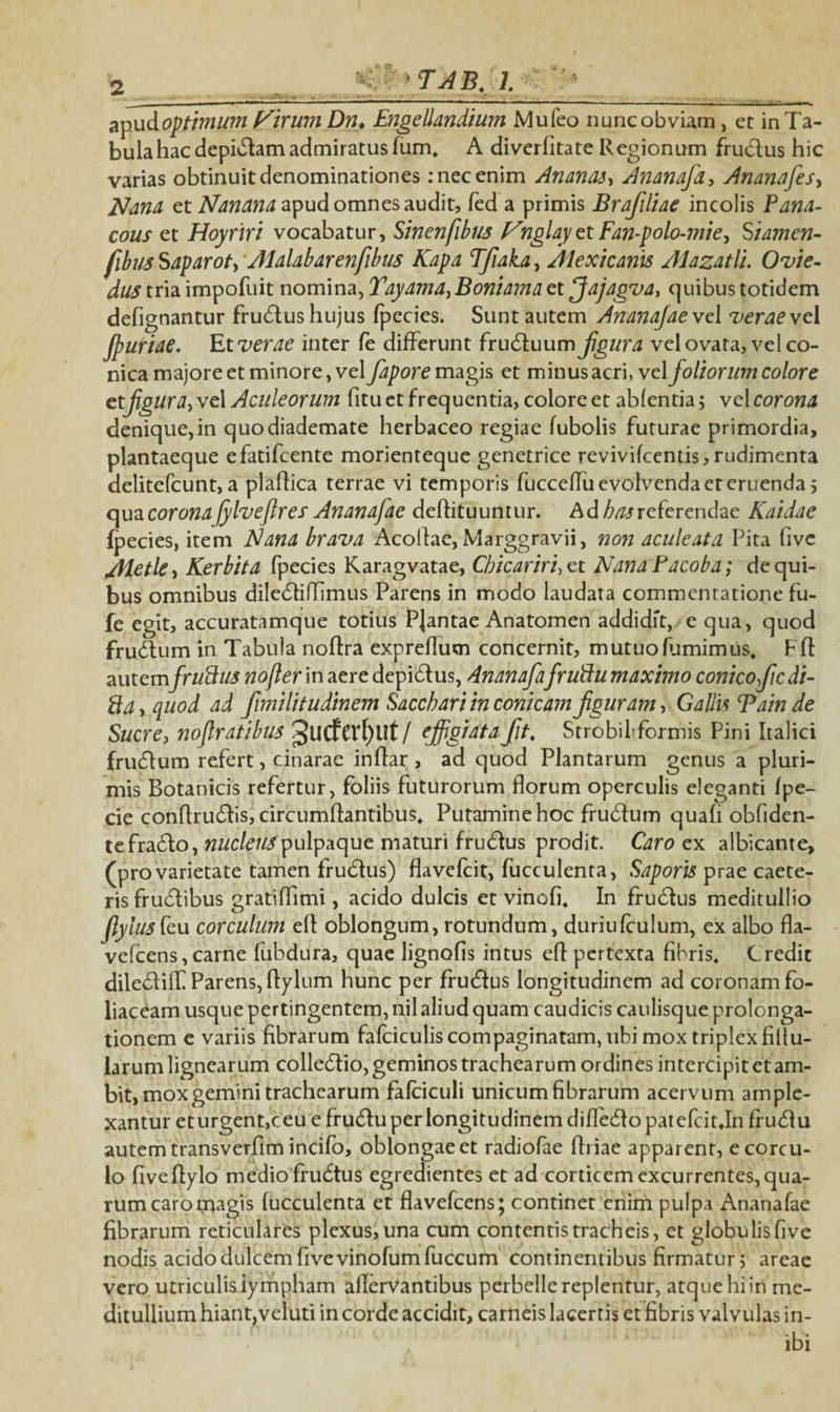 ■ ■■■** ■ ——, -- - »  ■■ •- — — . .—: - - - i—» apud optimum Nirum Dn. Engellandium Mufeo nunc obviam, cr in Ta¬ bula hac depidamadmiratusfum* A diverfitate Regionum frudus hic varias obtinuit denominationes: nec enim Ananas, Ananafd, Ananafesy Nana et Nanam apud omnes audit, fed a primis Brafiliae incolis Pana- cous et Hoyriri vocabatur, Sinenfibus NnglayetFan-polo-mie, Stamen- fibw Saparoty Alalabarenfibus Kapa TJiaka, Alex/canis Alazatli. Ovie- dus tria impofuit nomina, Tayama, Boniama ct Jajagva, quibus totidem defignantur frudus hujus fpecies. Sunt autem AnanajaevtX verae ve 1 Jpuriae. Et verae inter fe differunt fruduum fgura vel ovata, vel co¬ nica majore et minore, vel fapore magis et minus acri, ve\ foliorum colore etjigurJyVcl Aculeorum fitu et frequentia, colore et abfentia; vel corona denique, in quo diademate herbaceo regiae fubolis futurae primordia, plantaeque efatifcente morienteque genetrice revivifcentis,rudimenta delitefcunt, a plaflica terrae vi temporis fucceffu evolvenda er eruenda ; qua corona fylveflres Ananafae deftituuntur. Ad has referendae Kaidae fpecies, item Nana brava Aeoliae, Marggravii, non aculeata Pita fivc Aletky Kerbita fpecies Karagvatae, Cbicariru et NanaPacoba; de qui¬ bus omnibus diledilfimus Parens in modo laudata commentatione fu- fe egit, accuratamque totius PJantae Anatomen addidit, e qua, quod frudum in Tabula noflra expreffum concernit, mutuofumimus* Fft autemfruPlus nofler in aere depidus, AnanafafruPtu maximo conicofic di- Pia, quod ad fimilitudinem Sacchari in conicam f guram, Gallis Tain de Suere, noflratibus Jucf Cl4f)Ut / effigiata fit, Strobifformis Pini Italici frudum refert, cinarae inffar , ad quod Plantarum genus a pluri¬ mis Botanicis refertur, foliis futurorum florum operculis eleganti fpe- cie conflrudis, circumflantibus. Putamine hoc frudum quafi obfiden- tefrado, nucleus pulpaque maturi frudus prodit. Caro ex albicante, (pro varietate tamen frudus) flavefeit, fucculenra, Saporis prae caete- ris frudibus gratiflimi, acido dulcis et vinofi. In frudus meditullio Jlylusfeu corculum efl oblongum, rotundum, duriufculum, ex albo fla- vefcens, carne fubdura, quae lignofls intus efl pertexta fibris* Credit diledill Parens, flylum hunc per frudus longitudinem ad coronam fo¬ liaceam usque pertingentem, nil aliud quam caudicis caulisque prolonga- tionem e variis fibrarum falciculis compaginatam, ubi mox triplex filtu- iarum lignearum colledio, geminos trachearum ordines intercipit et am¬ bit, mox gemini trachearum fafciculi unicum fibrarum acervum ample¬ xantur eturgent,ceu e frudu per longitudinem diffedo patefcitjn fi udu autem transverfim incifb, oblongae et radiofae flriae apparent, e corcu¬ lo fiveflylo medio frudtus egredientes et ad corticem excurrentes, qua¬ rum caro magis fucculenta et flavefeens; continet enim pulpa Ananafae fibrarum reticulares plexus, una cum contentis tracheis, et globulis five nodis acido dulcem fivevinofumfuccum continentibus firmatur; areae vero utriculis lympham allervantibus perbelle replentur, atque hi in me¬ ditullium hiant,veluti in corde accidit, carneis lacertis et fibris valvulas in¬ ibi