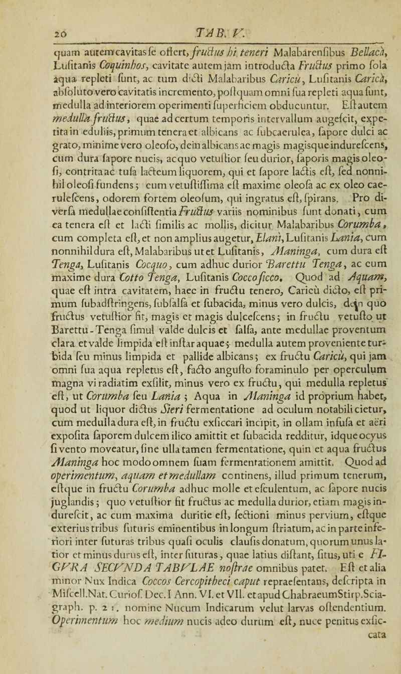 quam autemcavitasfe oftzxufrufius hi teneri Malabarcnfibus Bellaci Lufitanis Coquinhos, cavitate autem jam introdudla Frufius primo fola aqua repleti funt, ac tum didli Malabaribus Caricu, Lufitanis Caridi* abfoluto vero cavitatis incremento, pollquam omni fiia repleti aqua funt, medulla ad interiorem operimenti fuperficiem obducuntur. Eflautem medulla frufius, quae ad certum temporis intervallum augefcit, expe¬ tita in eduliis, primum tenera et albicans ac fubcaeiulea, fapore dulci ac grato, minime vero oleofo, dein albicans ac magis magisque indurefeens, cum dura fapore nucis, aequo vetuilior feudurior, faporis magisoleo- fi, contritaac tufa lafteum liquorem, qui et fapore ladlis efl, fed nonni¬ hil oleofi fundens 5 cum vetufiiffima ell maxime oleofa ac ex oleo cae- rulefcens, odorem fortem oleofum, qui ingratus efl, fpirans. Pro di- verfa medullaeconfiffentiaFrufius variis nominibus funt donati, cum ea tenera efl et ladli fimilis ac mollis, dicitur Malabaribus Corumba» cum completa efl, et non amplius augetur, Elant* Lufitanis Lania-, cum nonnihil dura efl, Malabaribus ut et Lufitanis, Aianinga, cum dura efl Tenga* Lufitanis Cocquo, cum adhuc durior Barettu Tenga, ac cum maxime dura Cotto Tenga, Lufitanis Coccoficco* Quod ad Aquam, quae efl intra cavitatem, haec in frudlu tenero, Caricu dicio, efl pri¬ mum fubadflringens, fubfalfa et fubacida, minus vero dulcis, dc^n quo frudfus vetuflior fit, magis et magis dulcefcens; in frudlu vetuflo ut Barettu- Tenga fimul valde dulcis et falfa, ante medullae proventum clara et valde limpida ell inftar aquae; medulla autem proveniente tur¬ bida feu minus limpida et pallide albicans; ex frudlu Caridi, qui jam omni fua aqua repletus efl, fadlo anguflo foraminulo per operculum fnagna vi radiarim exfilit, minus vero ex frudlu, qui medulla repletus efl, ut Corumba feu Lania ; Aqua in Alaninga id proprium habet, quod ut liquor didlus Sieri fermentatione ad oculum notabili cietur, cum medulla dura efl, in frudlu exficcari incipit, in ollam infufa et aeri expofita faporem dulcem ilico amittit et fubacida redditur, idqueocyus fi vento moveatur, fine ulla tamen fermentatione, quin et aqua frudlus Alaninga hoc modoomnem fiiam fermenrationem amittit. Quod ad operimentum, aquam etmedullam continens, illud primum tenerum, eflque in frudlu Corumba adhuc molle etefculentum, ac fapore nucis juglandis; quo vetuflior fit fruftus ac medulla durior, etiam magis in- durefeit, ac cum maxima duritie efl, fe&ioni minus pervium, eflque exterius tribus futuris eminentibus in longum flriatum, ac in parte infe¬ riori inter futuras tribus quafi oculis claufis donatum, quorum unus la¬ tior et minus durus efl, inter futuras, quae latius diflant, fitus, uti e Fi- QFKA SECANDA TABULAE noflrae omnibus patet. Efl et alia minor Nux Indica Coccos Cercopitheci caput repraefentans, deferipta in Mifccll.Nat. Curiof Dec. I Ann. VI. et VII. et apud ChabraeumStirp.Scia- gniph. p. 2 s. nomine Nucum Indicarum velut larvas offendentium. Operimentum hoc medium nucis adeo durum -efl, nuce penitus exfic-