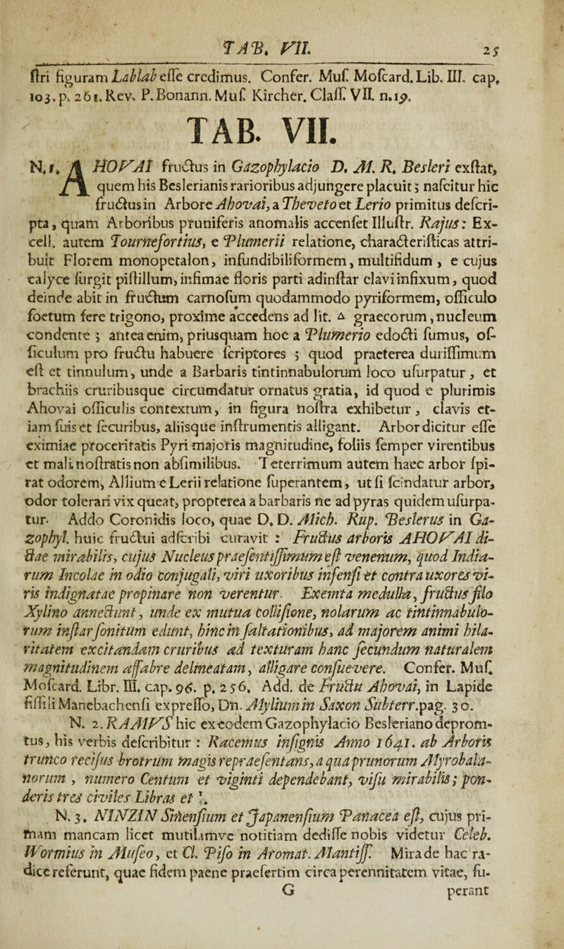 ___ TA<B. m. 2.S flri figuram Lablabeffe credimus. Confer. Muf Mofcard. Lib. III. cap, 103.p, 261. Rev. P.Bonann. Muf Kircher. Claff VII. n.i^. TAB. VIL Hi* \ FIO AI frudlus in Gazophy lacio D. AI R, Besleri exftar, quem his Beslerianis rarioribus adjungere placuit 5 nafeitur hic frudiusin Arbore Ahovai, a Tbeveto et Lerio primitus deferi- pta, quam Arboribus pruniferis anomalis accenfet Illuflr. Rajiis; Ex- ccll. autem Tournefortius, e Flumerii relatione, charadlerifticas attri¬ buit Florem monopetalon, infundibilifbrmem, multifidum > e cujus calyce furgit pifl i Ilum, infimae floris parti adinftar clavi infixum, quod deinde abit in ff udfossn carnofum quodammodo pyriformem, ofTiculo foetum fere trigono, proxime accedens ad lit. a graecorum,nucleum condente 5 antea enim, priusquam hoc a Flumerio edodli fumus, oF ficulum pro frudtu habuere feriptores 5 quod praeterea duiiflimum efl et tinnulum, unde a Barbaris tintinnabulorum loco ufurpatur , et brachiis cruribusque circumdatur ornatus gratia, id quod e plurimis Ahovai ofliculis contextum, in figura noffra exhibetur, clavis et¬ iam iuiset fecuribus, aliisque inflxumentis alligant. Arbor dicitur efle eximiae proceritatis Pyri majoris magnitudine, foliis femper virentibus et mali, noflratis non abfimilibus. 1 eterrimum autem haec arbor fpi- rat odorem, Allium e Lerii relatione fuperantem, ut fi fcindatur arbor, odor tolerari vix queat, propterea a barbaris ne ad pyras quidem ufurpa¬ tur. Addo Coronidis loco, quae D» D. AJicb. Rup. Feslerus in Ga- Zopbyl. huic frudlui ad feri bi curavit : Frufius arboris AHOlXAI di- Sae mirabilis, cujus Nucleus praefintifiimum e fi venenum, quod India- rum Incolae in odio 'conjugali, viri uxoribus infenfi et contra uxores vi¬ ris indignatae propinare non verentur. Exemta medulla, frufiusfiio Xylino anne fiunt, unde ex mutua collifione, nolarum ac tintinnabulo¬ rum infiarfinitum edunt, bine in faltationibus, ad majorem animi hila¬ ritatem excitandam cruribus ad texturam banc fecundum naturalem magnitudinem affabre delmeatam, alligare confuevere. Confer. Mufi Mofcard. Libr. III. cap. 96. p. 256, Add. de Frufiu Ahovai, in Lapide filTili Manebachenfi expreflo, Dn. Alyliumin Saxon Subterr.pug. 3 o. N. 2. RAAlp^S hic ex eodem Gazophylacio Beslerianodeprom- tus, his verbis deferibitur : Racemus infignis Anno 1641. ab Arboris trunco recifus brotntm magisrepraefintans,a qua prunorum A fyrobala¬ riorum , numero Centum et viginti dependebant, vifit mirabilis; pon¬ deris tres civiles Libras et L N. 3. NINZIN Siftenfmm et ffapanenfiufri F an ace a efl, cujus pri¬ mam mancam licet mutilamvc notitiam dedifle nobis videtur Celeb. Hormius in Ah fio, et Cl. Fi fi in Aromat. Alantijf Mira de hac ra¬ dice referunt, quae fidem paene praefertim circa perennitatem vitae, fu. G perant