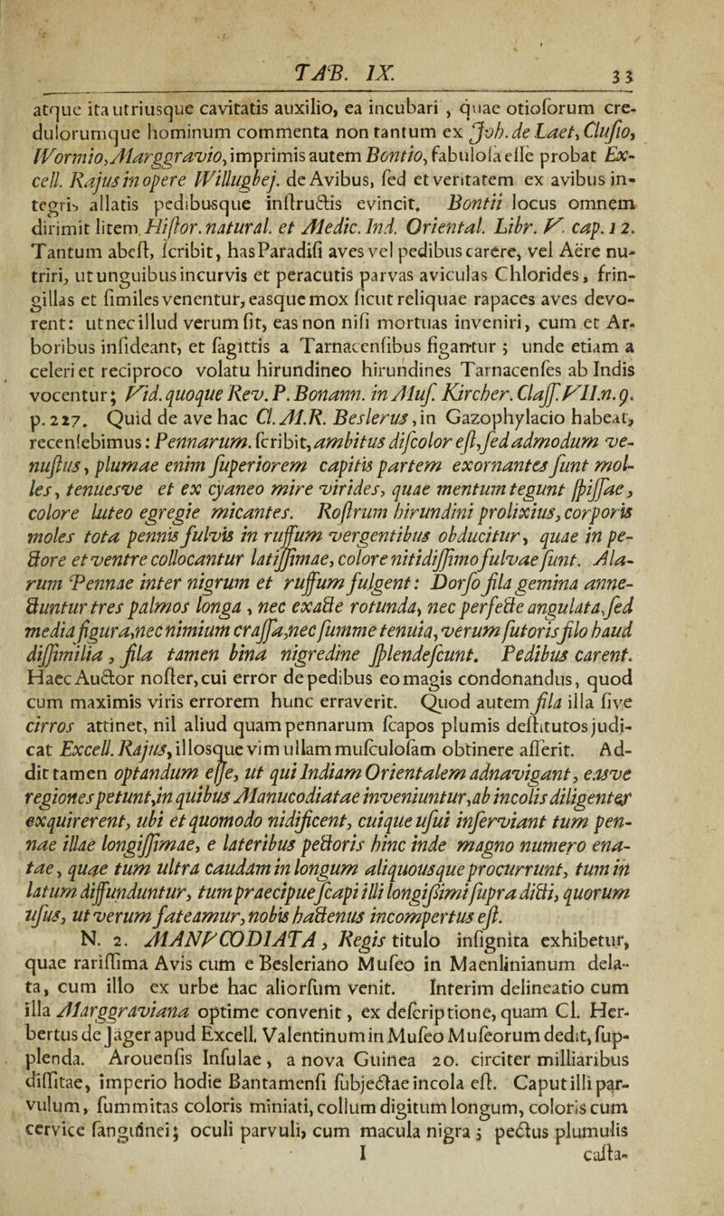 atque itautriusque cavitatis auxilio, ea incubari , quae otiolorum cre- dulorumque hominum commenta non tantum ex Job.de LaetyClufioy IVormiofAiarggravio, imprimis autem Pontio, fabulola elle probat Ex- cell. Rajus in opere IVillugbej. de Avibus, fed et veritatem ex avibus in¬ tegri*, allatis pedibusque inllruftis evincit, Bontii locus omnem dirimit litemHifior .natur al. et Aledic.lnd. Oriental. Libr. V cap. 12. Tantum abelt, Icribit, hasParadifi aves vel pedibus carere, vel Aere nu¬ triri, ut unguibus incurvis et peracutis parvas aviculas Chlorides, frin¬ gillas et fimilesvenentur,easquemox licut reliquae rapaces aves devo¬ rent: utnecillud verumfit, eas non nili mortuas inveniri, cum et Ar¬ boribus infideant, et fagittis a Tarnacenfibus figamur ; unde etiam a celeri et reciproco volatu hirundineo hirundines Tarnacenfes ab Indis vocentur; Vid. quoque Rev. P. Bonann. in Aluf. Kircher. Clajf.VII.n.g. p. 217, Quid de ave hac Cl.Al.R. Beslerus ,in Gazophylacio habeat, recenlebimus: Pennarum. Icribit, ambitus difcolor efl, fed admodum ve- nuftus, plumae enim fuperiorem capitis partem exornantes funt mol¬ les, tenuesve et ex cyaneo mire virides, quae mentum tegunt fpiffae, colore luteo egregie micantes. Rofirum hirundini prolixius, corporis moles tota pennis fulvis in rufum vergentibus obducitur, quae in pe¬ dore et ventre collocantur latijfimae, colore nitidijjimofulvae funt. Ala¬ rum Pennae inter nigrum et rufum fulgent: Dorfo fla gemina anne- duntur tres palmos longa, nec ex ad e rotunda, nec perfede angulata fed media figura,nec nimium crajfa,nec fumme tenuia, verum futoris filo haud dijfimilia, fila tamen bina nigredine jplendefcunt. Pedibus carent. HaecAu&or nofter,cui error de pedibus eo magis condonandus, quod cum maximis viris errorem hunc erraverit. Quod autem fila illa live cirros attinet, nil aliud quam pennarum fcapos plumis defhtutos judi¬ cat Excell. RajiiSy illosque vim ullam mulculofacn obtinere aderit. Ad¬ dit tamen optandum ejje, ut qui Indiam Orientalem adnavigant, easve regiones petunt jn quibus Alanucodiatae inveniuntur,ab incolis diligenter exquirerent, ubi et quomodo nidificent, cuique ufui inferviant tum pen¬ nae illae longijfimae, e lateribus pedoris hinc inde magno numero ena¬ tae , quae tum ultra caudam in longum aliquousque procurrunt, tum in latum diffunduntur, tum praecipue fcapi illi longifiimi fupra didi, quorum ufus, ut verum fateamur, nobis hadenus incompertus e fi. N. 2. A1ANHC0D1ATA, Regis titulo infignira exhibetur, quae rariffima Avis cum eBesleriano Mufeo in Maenlinianum dela¬ ta, cum illo ex urbe hac aliorfum venit. Interim delineatio cum illa Alarggraviana optime convenit, ex delcriptione, quam Gl. Her- bertusdejagerapud Excell. Valentinumin Mufeo Mufeorum dedit,fup- plenda. Arouenfis Infulae , a nova Guinea 20. circiter millianbus diffitae, imperio hodie Bantamenfi fubjedlae incola ed. Caput illi par¬ vulum, fummitas coloris miniati, collum digitum longum, coloris cum cervice fangiflnei; oculi parvuli, cum macula nigra 5 pe&us plumulis I calla-