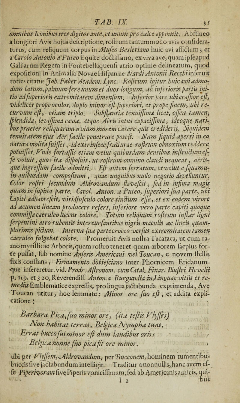 omnibus Iconibus tres digitos ante, et imum pro calce appinxit. A b Pineo a longiori Avis hujus delcriptione, roPrum tantummodo avis confidera- turus, cum reliquum corpus in Alufeo Besleriano huic avi affibtcm 5 et a' Car olo Antonio aPuteo bquite dodtiPimo, ex viva ave, quam ipfe apud Galliarum Regem in Fontebellaquenfi atrio optime delineatum, quod expolitioni in Animalia NovaeHilpaniae N'ardi Antonii Reccbiinleruit toti es citatus Job. Faber A eadem. Lync. Roflrnm igitur buic avi admo¬ dum latum, palmum fere unum et duos longum, ab inferioris partis ini¬ tio adfuperioris extremitatem dimenfum. Inferior pars ubi craffor eft, videlicet prope oculos, duplo minor ejl ftiperiori, et prope Jmem, ubi re¬ curvum eft, etiam triplo. Sub flanti a tenui fima licet, ojfea tamen, Jplendida, leviftima cava, atque Aeris intus capaciftima, ideoque nari¬ bus praeter reliquarum avium morem carere quis crediderit. Siquidem tenuitatem ejus Aer facile penetrare poteft. Nam Jiquid aperti in eo natura molita fuiftet, - id extrinfece fraUurae roflrum obnoxium reddere potuijfet. Vnde fortaffis etiam velut quibusdam dentibus, mflrudum eft fe voluit, quos ita di/poftuit, ut roflrum omnino claudi nequeat, aeris¬ que ingreftiim facile admitti> Ejl autem ferratum, et velut eftquamu- lis quibusdam compofitum , quae unguibus nullo negotio divelluntur. Color roflri fecundum Aldrovandum jlaveftcit, fed in infima magis quaminftupina parte. Carol. Anton. a Puteo, fuperiori ftua parte, ubi ‘Capiti adhaerefteit, viridiuftculo color e.t inii um ejje,et ex eodem virore ad acumen lineam producere refert, inferiore vero parte capiti quoque commifta caeruleo lucens colore. Fotum reliquum roflrum inflar ligni ferpentini atro rubentis inter cur fiant ibus nigris maculis ac lineis qttam- plurimis piidum. Interna fua parte croceo ver jus extremitatem tamen caeruleo fulgebat colore. Promeruit Avis noltra Tacataca, ut cum ra¬ mo myriPicae Arboris, quem roflro tenet et quam arborem faepius for¬ te pullat, fub nomine Anferis Americani vel Toucan, e novem Pellis fixis conPans, Firmamento Sobieftciano inter Phoenicem Eridanum- que intereretur, vid. Prodr.Aflronom. cumCatal. Fixar. Illuflri Hevelii p* n9. et 3 20, Reverendilf Anton. a Burgundia in JLinguae vitiis et re- mediis Emblematiceexprelfis, pro lingua jadtabunda exprimenda, Ave Toucan utitur, hoc lemmate: Alinor ore filo eft , et addita expli¬ catione : > Barbara Pica,fuo minor ore, (ita teftis Vlyfftes) Non habitat terras,. Belgica Nympha tuas* • Errat bucco fui minor eft dum laudibus oris s ? Belgica nonne fuo pica fit ore minor. > ubi per ylyjfem,^Aldr ovandum, per Bucconem, hominem tumentibus buccis five jactabundum intelligir. Traditur a nonnullis, hanc avem ef- fe Piperivoram five Piperis voraciffimam, fed ab Americanis amicis, qui-