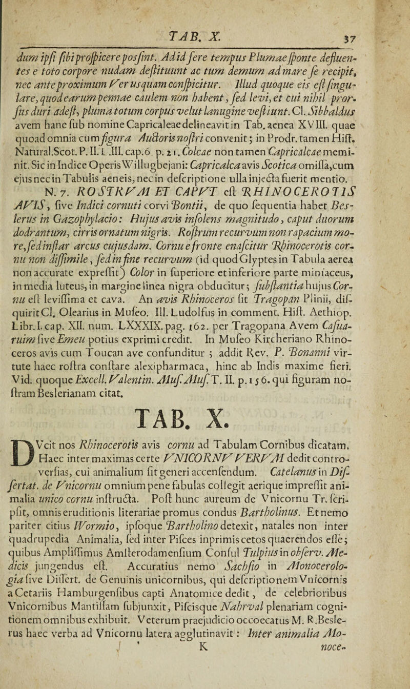 dumipfi /ibi proficere posjint. Ad id fer e tempus Plumae /ponte defluen¬ tes e toto corpore nudam deflituunt ac tum demum ad mare fe recipit, nec ante proximum Her us quam conficitur. Illud quoque eis eftfingu- lare, quod e arum pennae caulem non habent, fed levi, et cui nihil pror- fus duri adejl, pluma totum corpus velut lanugine veftiunt. Cl. Sibbaldus avem hancfub nomine Capricaleaedelineavit in Tab. aenea XVIII. quae quoad omnia cumfigura Auftorisnoflri convenit; in Prodr. tamen Hili. Natural.ScoLP.II. L .III. cap.6 p. n.Colcae non tamen Capricaleae memi¬ nit. Sic in Indice OperisWillugbejani: Capricalcazvis Scotica omifIa,cum ejus nec in Tabulis aeneis, nec in deferiptione ulla injedfa fuerit mentio. N. 7. RO STRIA AI ET CAPFT eff RHINOCEROTIS Af^lS, five Indici cornuti corvi Rontii, de quo fequentia habet Res- lerus in Gazophy lacio: Hujus avis infolens magnitudo, caput duorum dodrantum, cirris ornatum nigris. Roflrum recurvum non rapacium mo- refledinjlar arcus cujusdam. Cornu e fronte enafeitur Rhinocerotis cor¬ nu non diffmtle,fedinfine recurvum (id quodGlyptesin Tabula aerea non accurate exprefht) Color in fuperiore et inferiore parte miniaceus, in media luteus, in margine linea nigra obducitur; fubjlantia hujus Cbr- nu eII leviffima et cava. An avis Rhinoceros Iit Tragopan Plinii, dif- quiritCl. Olearius in Mufeo. 111. Ludolfus in comment. Hifl. Aethiop. Libr.I. cap. XII. num. LXXXIX. pag. 162. per Tragopana Avem Cafua- ruimkvcEmeu potius exprimi credit. In Mufeo Kircheriano Rhino¬ ceros avis cum Toucan ave confunditur ; addit Rev. P. Ronanni vir¬ tute haec roflra conflare alexipharmaca, hinc ab Indis maxime fieri. Vid. quoque Excell. alent in. Aluf Aluf.T. II. p. 15 6. qui figuram no- IframBeslerianam citat. TAB. X. DVcit nos Rhinocerotis avis cornu ad Tabulam Cornibus dicatam. Haec inter maximas certe f^NlCORNHHERHAI dedit contro- verfias, cui animalium fit generi accenfendum. Catelanus in Difl fertat. de Vnicornu omnium pene fabulas collegit aerique imprefiit ani¬ malia unico cornu inflrudfa. Poli; hunc aureum de Vnicornu Tr. feri- pfit, omnis eruditionis literariae promus condus Bartholinus. Et nemo pariter citius IVormio, ipfoque Rartholinodetexit, natales non inter quadrupedia Animalia, fed inter Pifces inprimis cetos quaerendos elle; quibus Ampliffimus Amllerodamenfium Conful Tulpiusin obferv. Ale- dicis jungendus eft. Accuratius nemo Sachfio in Alonocerolo- giafiive Differt, de Genuinis unicornibus, qui deferiptionem Vnicornis aCetariis Hamburgenfibus capti Anatomice dedit, de celebrioribus Vnicornibus Mantiffam fubjunxit, Pifcisque Nahrval plenariam cogni¬ tionem omnibus exhibuit. Veterum praejudiciooccoecatus M. R.BesIe- rus haec verba ad Vnicornu latera agglutinavit: Inter animalia AIo- K noce-