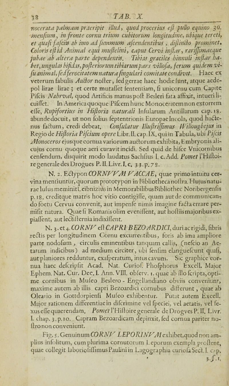 vocer/ita palmam praeripit illud, quod procerius efl pullo equino go. menfium, in fronte cornu trium cubitorum longitudine, ubique tereti, et quafi fafciis ab imo ad fummum afcendentibus , diffindo prominet• Coloris eft id Animal equi muflelini, caput Cervi injlar, rarijfimaeque jubae ab altera parte dependentis. Tibi.is graciles hinnuli in far ha¬ bet, ungulis bijid.is, pofler iorum tibiarum pars villofa, ferum quidem vi- fu animal, fedf.erocitatem naturafingulari comitate condivit. H aec ex veterum fabulis A udor noller, led gerrae haec hodie lunt, atque aede- pol lirae lirae ; et certe mutafiet lententiam, fi unicornu cum Capite Pileis Nahrval, quod Artificis manuspoft Besleri fata affixit, intueri li- cuifiet. In Americaquoquc PifcemhuncMonoceratemnonextorrem clle, Rupifortius in Hi foria naturali Infularum Antillarum cap. 18. abunde docuit, ut non lolius feptentrionis Europae Incola, quod ha£fe- nus fa&um, credi debeat. Confutatur lliujlriffimus IVillougbejus in Regio de Hifloria Pifcium opere Libr. II. cap. IX. qui in Tabula, ubi Pijcis Alonoceros ejusque cornua variorum au&orum exhibita. Embryonis ali- cujus cornu quoque aeri curavit incidi. Sed quid de hilce Vnicornibus cenfendum, disquirit modo laudatus Sachfius 1. c.Add. Pomet 1’Hiftoi- re generale des Drogues P. II. Livr. I. c. 3 3. p. 7 8. N. 2. Edlyp 011CORNFJAA1 V*ACCAE, quae primo intuitu cer¬ vina mentiuntur, quorum prototypon in Bibliotheca noflra. Hujus natu¬ rae Iulus meminitLeibnizius in MemorabilibusBibliothec Noribergenfis p. 18. creditque matris hoc vitio contigifie, quam aut de commu mean¬ do foetu Cervus convenit, aut impenfe nimis imagine fa£f a errare per- niifit natura. Quae fi Romanis olim eveniffent, aut hoftiis majoribus ex- piaffent, aut ledlifferniaindixiffent. N. 3. et 4. CORNH efl CAPRI BEZO ARD1CI, duri ac rigidi, fibris re£fis per longitudinem Cornu excurrentibus, foris ab ima ampliore parte nodofum , circulis eminentibus tanquam calli?, fnefeio an Ae¬ tatum indicibus) ad medium circiter, ubi fenfim elanguefcunt quafi, aut planiores redduntur, exafperatum, intus cavum. Sic graphice cor¬ nua haec defcripfit Acad. Nat. Curiof. Phofphorus Excell. Major Ephem. Nat. Cur. Dec. I. Ann. VIII. obferv. 1. quae ab illo Icripta,opti¬ me cornibus in Mufeo Beslero - Engeliandiano obviis conveniunt, maxime autem ab illis capri Bezoardici cornubus differunt, quae ab Oleario in Gottdorpienll Mufeo exhibentur. Putat autem Excell. Major rationem differentiae in diferimine vel fpeciei, vel aetatis, vel fe- xuseffe quaerendam, PflWf/THilloire generale de Drogves P. II. Livr. I. chap. 3.p.ro. Capram Bezoardicam depinxit,led cornua pariter no* ffro non conveniunt. Fig. 5. Genuinum CORNH LEPORINE'Aiexhibet,quod non am¬ plius inlolitum, cum plurima cornutorum Leporum exempla proflent, quae collegit laboriofilfimusPauliniin Lagographia curiofaSecLI. cap.