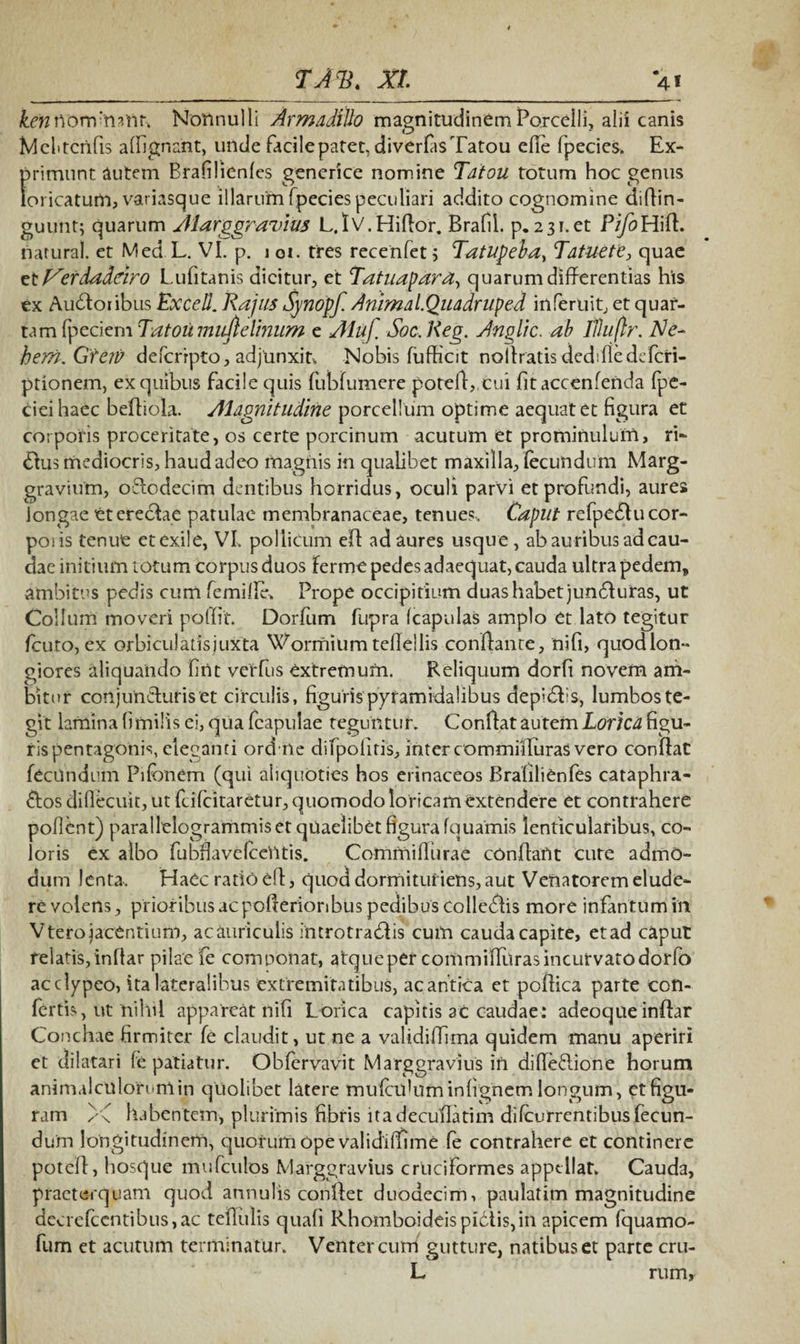 kenwonvmnt. Nonnulli Ar madido magnitudinem Porcelli, alii canis Mclitciifis affignant, unde facilepatet, diverfasTatou efle fpecies. Ex¬ primunt autem Brafilienfes generice nomine Tatou totum hoc genus loricatum, variasque illarum fpecies peculiari addito cognomine ciiflin- guunt; quarum Alarggravius L.fv.Hiflor. Brafil. p. 231. et Pz/oHifl. riarural. et Med L. VI. p. \ 01. tres recenfet; Tatupeba, Tatuete, quae et f^erdadciro L.ufitanis dicitur, et Tatuagara, quarum differentias his ex AucStoiibus Excell. Rajas Synopf. Anima i Quadruped inferuit, et quar¬ tam fpeciem Tatou mufielinum e Aluf Soc. Keg. Angite, ab Jlhiftr. Ne- hem.Gterv deferipto, adjunxin Nobis fufhcit noilratisdedifledcfcri- ptionem, ex quibus facile quis fubfumere potefl,cui fitaccenfenda fpe- cieihaec befliola. Alagnitudine porcellum optime aequat et figura et corporis proceritate, os certe porcinum acutum et prominulum, ri¬ tius mediocris, haud adeo magnis in qualibet maxilla, fecundum Marg- gravium, o&odecim dentibus horridus, oculi parvi et profundi, aures longae et erectae patulae membranaceae, tenues-. Caput refpedlucor- poiis tenue et exile, VI. pollicum efl ad aures usque, ab auribus ad cau¬ dae initium totum corpus duos ferme pedes adaequat, cauda ultra pedem» ambitus pedis cum femille. Prope occipitium duas habet jundturas, ut Collum moveri poffit. Dorfum fupra (capulas amplo et lato tegitur fcuto, ex orbiculatis juxta Wormium teflellis conflante, nifi, quodlon- giores aliquando firtt verfus extremum. Reliquum dorfi novem am¬ bitur conjuncturis et circulis, figuris pyramidalibus depidfs, lumbos te¬ git lamina fimilis ei, qua fcapulae teguntur. Conflat autem Lorica figu¬ ris pentagonis, eleganti ord ne difpoiitis, inter commrfluras vero confiat fecundum Pifbnem (qui aliquoties hos erinaceos Brafilienfes cataphra¬ ctos diflecuit, ut feifeitaretur, quomodo loricam extendere et contrahere pofient) parallelogrammis et quaelibet figura fquamis lenticularibus, co¬ loris ex albo fu bfia ve Icentis. Commiflurae conflant cure admo¬ dum lenta. Haec ratio efl, quod dormitufiens, aut Venatorem elude¬ re volens, prioribus ac poflerionbus pedibus colledtis more infantum 111 V tero jacentium, ac auriculis introtraClis cum cauda capite, et ad caput relatis, inflar pilae fe componat, atqueper commifliiras incurvato dorfo acclypeo, ita lateralibus extremitatibus, acantica et poftica parte con¬ fertis, ut nihil appareat nifi Lorica capitis ac caudae: adeoque inflar Conchae firmiter fe claudit, ut ne a validiffima quidem manu aperiri et dilatari fe patiatur. Obfervavit Marggravius in difleftione horum animalculorunlin quolibet latere mufciduminfignem longum, etfigu- ram habentem, plurimis fibris itadecufiatim difeurrentibus fecun¬ dum longitudinem, quorum ope validi (Time fe contrahere et continere potefl, hosque mufculos Marggravius cruciformes appellat. Cauda, praeterquam quod annulis conllet duodecim, paulatim magnitudine decrcfccntibus,ac tefliilis quafi Rhomboideis pictis,in apicem fquamo- fum et acutum terminatur. Venter cum gutture, natibus et parte cru- L nuru