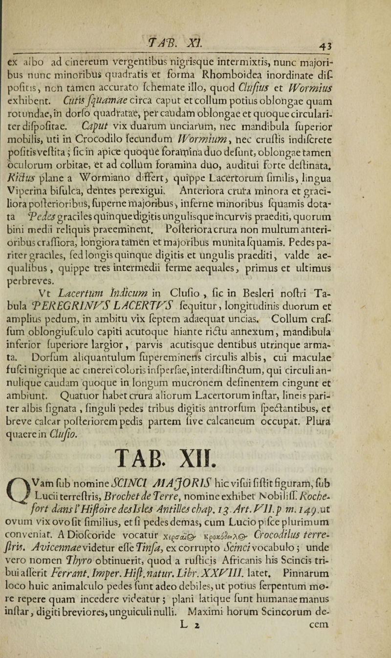 ex aibo ad cinereum vergentibus nigrisque intermixtis, nunc majori¬ bus nunc minoribus quadratis et forma Rhomboidea inordinate dif pofitis, non tamen accurato fchcmate illo, quod Clufius et IVormius exhibent. Cutis fquam de circa caput et collum potius oblongae quam rotu'ndae,i'n dorfo quadratae, percalidam oblongaeetquoquecirculari- ter difpofitae. Caput vix duarum unciarum, nec mandibula fuperior mobilis, uti in Crocodilo fecUndum IVormium, hec eruitis indilcrete pofitis veftita; ficin apice quoque forarpina duo defunt, oblongae tamen oculorum orbitae, et ad collitm foramina duo, auditui Forte dedinata. Ritius plane a Wormiano differt* quippe Lacertorum fimilis, lingua Viperina bifulca, dentes perexigui. Anteriora eruta minora et graci¬ liora polterioribus, liiperne majoribus, inferne minoribus fquamis dota¬ ta Bedesgraciles qitinqUedigitisungulisqueincurvis praediti, quorum bini medii reliquis praeeminent, Polteriora crura non multum anteri¬ oribus craffiora, longiora tamen et majoribus munita IqUamis. Pedes pa¬ riter graciles, fed longis quinque digitis et Ungulis praediti, valde ae¬ qualibus, quippe tres intermedii ferme aequales, primus et ultimus perbreves. Vt Lacertum Indicum in Clufio , fic in Besleri noflri Ta¬ bula BEREGRINI^S LACERTAS fequitur, longitudinis duorum et amplius pedum, in ambitu vix feptem adaequat uncias. Collum craf lum oblongiufculo capiti acutoque hiante ribiu annexum, mandibula inferior fuperiore largior , parvis acutisque dentibus utrinque arma¬ ta. Dorfum aliquantulum fupereminens circulis albis, cui maculae fufei nigrique ac cinerei coloris infperfae,interdidin£lum, qui circuli an- nulique caudam quoque in longum mucronem definentem cingunt et ambiunt. Quatuor habet crura aliorum Lacertorum indar, lineis pari¬ ter aibis lignata , linguli pedes tribus digitis antrorfum Ipebfantibus, et breve calcar poderiorem pedis partem live calcaneum occupat. Plura quaere in Clufio. TAB. XII. OVam fub nomine SCINCI AlAjORlS hic vifui fidit figuram, fub Lucii terredris, Brochetde Terre, nomine exhibet Nobililf Iioche* fort dansIHifloiredcslsles Antilltschap, i^Art.Fll.p m. 149.ut ovum vix ovo fit fimilius, et fi pedes demas, cum Lucio pifce plurimum conveniat. A Diofcoride vocatur xegtrtuQ' k^jAa©' Crocodilus terre- Jlris. Avicennae videtur ede Tinfa, ex corrupto Scinci vocabulo; unde vero nomen Lbyro obtinuerit, quod a rudicis Africanis his Scincis tri¬ bui aderit Ferrant. Imper. Hifl, natur. Libr. XXF11I. later. Pinnarum loco huic animalculo pedes funt adeo debiles, ut potius ferpentum mo¬ re repere quam incedere videatur 5 plani latique funt humanae manus indar, digiti breviores, unguiculi nulli. Maximi horum Scincorum de- L 2 cem
