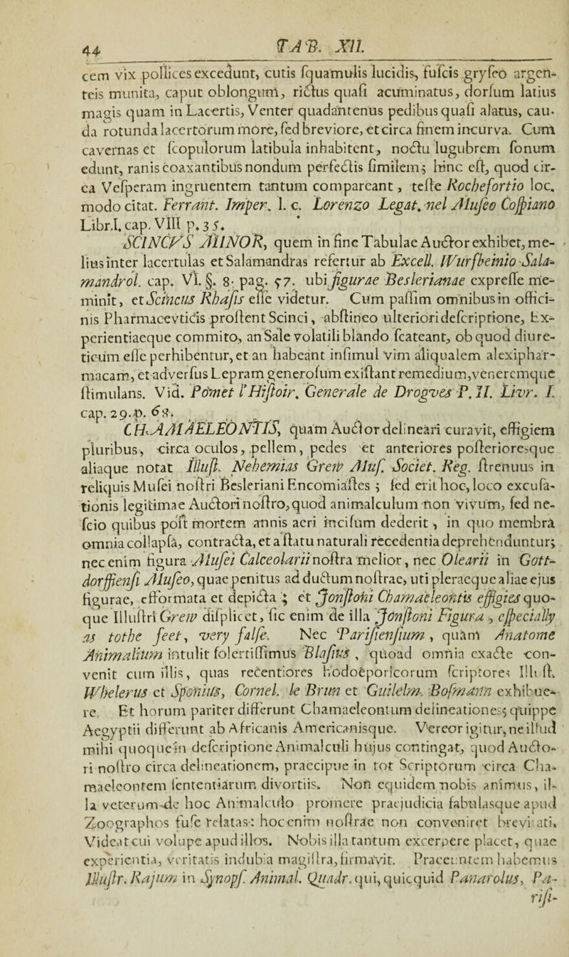 cern vix pollices excedunt, cutis fquamulis lucidis, fufcis gryfeo argen¬ teis munita, caput oblongum, riiStus quafi acuminatus, dorfum latius masis quam in Lacertis, Venter quadantenus pedibus quali alatus, cau¬ da rotunda lacertorum more, fed breviore, et circa finem incurva. Cum cavernas et fcopulorum latibula inhabitent, nodiu lugubrem fonum edunt, ranis coaxantibus nondum perfe&is fimilem; hinc efl, quod cir¬ ca Vefperam ingruentem tantum comparcant, teffe Rochefortio loc. modo citat. Fervant. Imper. 1. c. Lorenzo Legat, nel Alujeo Cojpiano Libr.l. cap. VIII p. 3 5 ♦ SClNCf^S AlINOR, quem in fine Tabulae AudVor exhibet, me¬ lius inter lacertulas etSalamandras refertur ab Excell. IVurfbeinio Sala-■* mandrol. cap. Vi. §. 8- pag. 5-7. vhijigurae Beslerianae cxprelle me¬ minit, etScincus Rhafis eflc videtur. Cum pallim ominibus tn offici¬ nis Pharmacevtids proflent Scinci, abflineo ulteriorideferiptione, Ex- perientiaeque commito, an Sale volatili blando fcateant, obquod diure¬ ticum elle perhibentur, et an habeant infimul vim aliqualem alexiphar- macam, et adverfus Lepram generofum exiftant remedium,veneremque flimulans. Vid. P&mtt f Hiftoir. Generale de Drogves P.1L Livr. L cap. 29.p. ^8. . C FLA AI AELEONElS, quam Audior delineari curavit, effigiem pluribus, circa oculos, pellem, pedes et anteriores pofleriore-que aliaque notat Iihijl, Nehemias GrerP Aluf, Societ. Reg. flrenuus in reliquis Mufei noflri Besleriani Encomiafles ; fed erit hoc, loco excuba¬ tionis legitimae Au61orinoflro,quod animalculum non vivum, fed ne- fcio quibus poit mortem annis aeri incifum dederit, in quo membra omnia collapfa, contradla, et a flatu naturali recedentia deprehenduntur; nec enim figura Mufei Calceolariinottra melior, nec Olearii in Gott- dorffienfl Alufeo, quae penitus ad duflum noflrae, uti pleraeque aliae ejus figurae, efformata et depidla ; et ^Jonjiohi Chamaeleontis effigies quo¬ que Illufln Grew difplicet, fic enim de illa Jcnftoni Figura , cjpecially as tothe feet, very falfe, Nec Tarifienfium , quam Anatome Animalium intulit folertiffimus Blajius , quoad omnia cxa£fe con¬ venit cum illis, quas reCentiores hodoeporicorum (criptores Illi fr» IVhelerus ct Sponiil-s, Cornei, le Brun et Guildm. Bofmann exhibue¬ re Et horum pariter differunt Chamaeleontum delineationes; quippe Aegyptii differunt ab Africanis Am eri canisque. Vereor igitur, ne illud mihi quoquein deferiptione Anima!culi hujus contingat, quodAudlo- ri noffro circa delineationem, praecipue in tot Scriptorum circa Cha¬ maeleontem lentendarum divortiis* Non equidem nobis animus, il¬ la veterum-de hoc Animalculo promere praejudicia fabulasque apud Zoographos furc relatas-: hoccnim noffrae non conveniret brevitati» Videatcui volupe apud illos. Nobis illa tantum excerpere placet, quae experientia, veritatis indubia magillra, firmavit. Praecentem habemus Idujlr.Rajum in Synopf Animal. Qtiadr. qui, quicquid Panarolus, Pa-