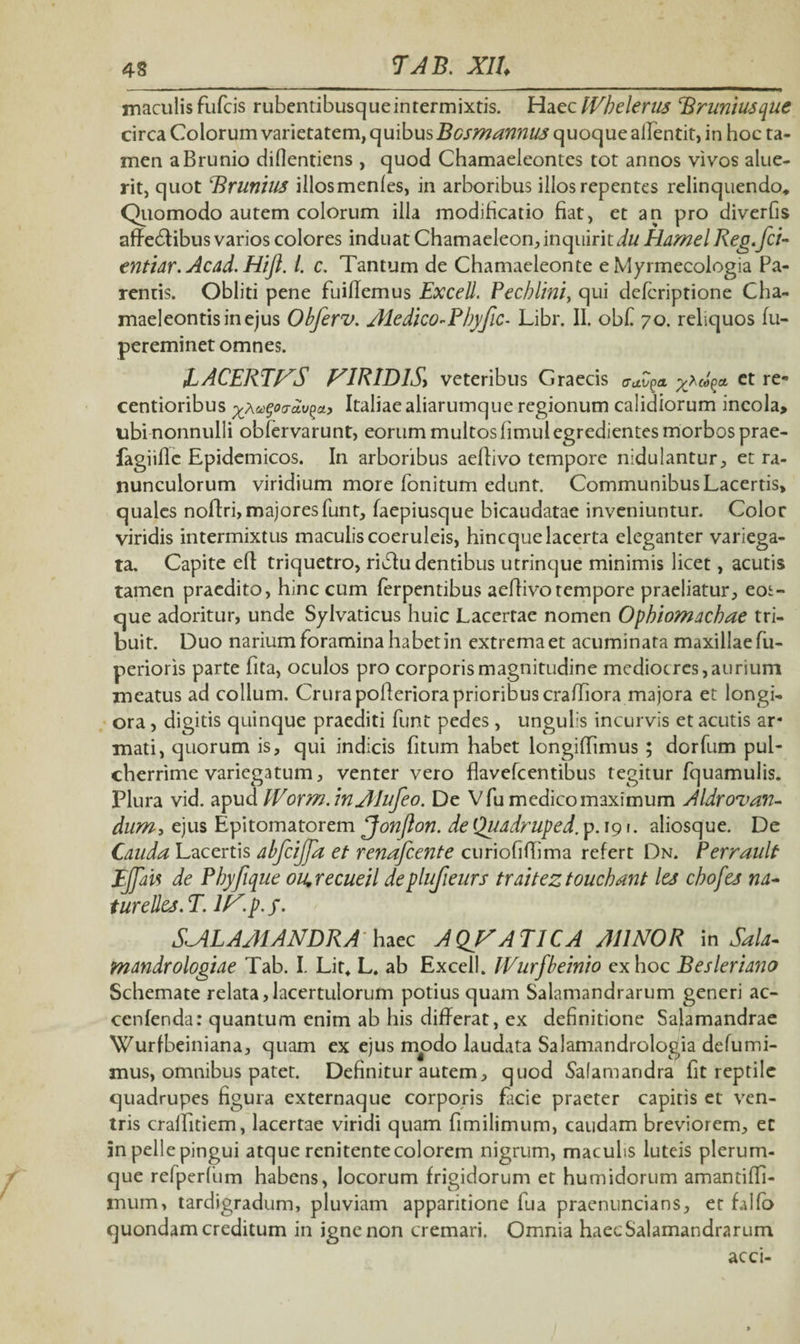 maculis fufcis rubentibusqueintermixtis. Haec IVhelerus Bruriiuscpue circa Colorum varietatem, quibus Bcsmannus quoque affentit, in hoc ta¬ men aBrunio diflentiens , quod Chamaeleontes tot annos vivos alue¬ rit, quot BruriiUS illosmenfes, in arboribus illos repentes relinquendo. Quomodo autem colorum illa modificatio fiat, et an pro diverfis affedtibus varios colores induat Chamaeleon,inquiritdu HamelReg.fci- entiar.Acad.Hifl. t. c. Tantum de Chamaeleonte eMyrmecologia Pa¬ rentis. Obliti pene fuiffemus Excell. Pecblim, qui defcriptione Cha¬ maeleontis in ejus Obferv. Aledico-Fbyfic- Libr. II. obf 70. reliquos fu- pereminet omnes. IACERTVS VIRIDIS, veteribus Craecis aa.v^a et re* centioribus ^Aagoa-av^a» Italiaealiarumque regionum calidiorum incola, ubi nonnulli oblervarunt, eorum multos fimul egredientes morbos prae- fagiifle Epidemicos. In arboribus aeffivo tempore nidulantur, et ra¬ nunculorum viridium more fonitum edunt. Communibus Lacertis, quales noflri, majoresfunt, faepiusque bicaudatae inveniuntur. Color viridis intermixtus maculis coeruleis, hincque lacerta eleganter variega¬ ta. Capite efl triquetro, riblu dentibus utrinque minimis licet, acutis tamen praedito, hinc cum ferpentibus aeflivotempore praeliatur, eos- que adoritur, unde Sylvaticus huic Lacertae nomen Ophiomacbae tri¬ buit. Duo narium foramina habet in extrema et acuminata maxillae fu- perioris parte fita, oculos pro corporis magnitudine mediocres, aurium meatus ad collum. Crura pofferiora prioribus craffiora majora et longi¬ ora , digitis quinque praediti funt pedes, ungulis incurvis et acutis ar* mati, quorum is, qui indicis fitum habet longiflimus ; dorfum pul¬ cherrime variegatum, venter vero flavefeentibus tegitur fquamulis. Plura vid. apudlVorm.inAIufeo. De V fu medico maximum Aldrovan- dum, ejus Epitomatorem Jonflon. de Quadruped. p. 19 r. aliosque. De Cauda Lacertis abfcijfa et renafeente curiofiffima refert Dn. Perrault JEffaw de Pbyjique ou,recueil deplufieurs traiteztoucbant les cbofea na- tureUes.T. lV.p.f. SJPLAMANDRA haec AQVATICA AllNOR in Sala- mandrologiae Tab. I. Lit, L. ab Excell. IVurfbeinio ex hoc Besleriano Schemate relata,lacertulorum potius quam Salamandrarum generi ac- cenfenda: quantum enim ab his differat, ex definitione Salamandrae Wurfbeiniana, quam ex ejus modo laudata Salamandrologia defumi- mus, omnibus patet. Definitur autem, quod Safamandra fit reptile quadrupes figura externaque corporis facie praeter capitis et ven¬ tris craffitiem, lacertae viridi quam fimilimum, caudam breviorem, et in pelle pingui atque renitente colorem nigrum, macults luteis plerum¬ que relperlum habens, locorum frigidorum et humidorum amantiffi- mum, tardigradum, pluviam apparitione fua praenuncians, er falfo quondam creditum in igne non cremari. Omnia haec Salamandrarum acci-