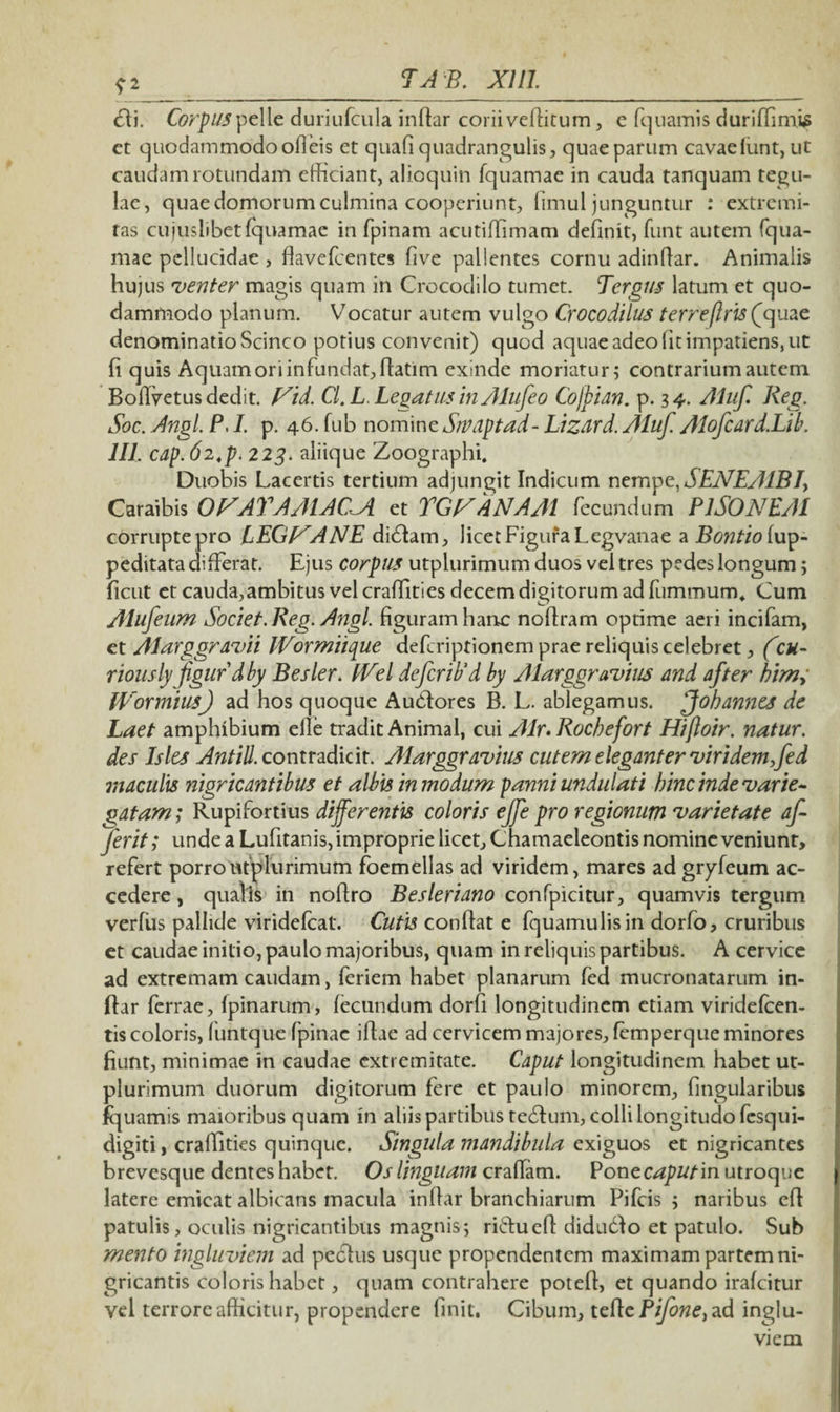 ?2 _ T A B. XI11._ <ftj. Corpus pelle duriufcula inflar coriiveflitum, c fquamis duriffimis et quodammodo offeis et quafiquadrangulis, quaeparum cavaefunt,ut caudam rotundam efficiant, alioquin fquamae in cauda tanquam tegu¬ lae, quae domorum culmina cooperiunt, fimul junguntur : extremi¬ tas cuiuslibet fquamae in fpinam acutiffimam definit, funt autem fqua¬ mae pellucidae , flavefeentes five pallentes cornu adinflar. Animalis hujus venter magis quam in Crocodilo tumet. Tergus latum et quo¬ dammodo planum. Vocatur autem vulgo Crocodilus terreftrisQquae denominatio Scinco potius convenit) quod aquae adeo lit impatiens, ut fi quis Aquam ori infundat, ftatim exinde moriatur; contrarium autem Boffvetus dedit. Vid. Cl. L Legatus in Alufeo Cojpian. p. 34. Aluf. Keg. Soc. Angi. P, I. p. 46. fub nomine Swaptad- Lizard. Aluf. Alofcard.Lib. 111. cap.62,p. 223. aliique Zoographi. Duobis Lacertis tertium adjungit Indicum nempe,SENEA1BI> Caraibis O^ATAAIACA et TGVANAAl fecundum PlSONEAl corruptepro LEGf^ANE didtam, licet Figura Legvanae a Bontio fup- peditata differat. Ejus corpus utplurimum duos vel tres pedes longum; ficut et cauda,ambitus vel craffities decem digitorum ad fummum* Cum Alufeum Societ. Keg. Angi, figuram hanc noftram optime aeri incifam, et Alarggravii IVormiique deferiptionem prae reliquis celebret, (zu- riously jigurdby Besler. IVel defer i Pd by Alarggr avius and after bimy Wormius) ad hos quoque Audlores B. L. ablegamus. ffohannes de Laet amphibium eile tradit Animal, cui Air. Rocbefort Hijloir. natur, des Islts Antill. contradicit. Alarggr avius cutem eleganter viridemffed maculis nigricantibus et albis in modum panni undulati bine inde varie¬ gatam; Rupifortius differentis coloris ejfe pro regionum varietate af- ferit; unde a Lufitanis, improprie licet. Chamaeleontis nomine veniunt, refert porro utplurimum foemellas ad viridem, mares ad gryfeum ac¬ cedere , qualis in noflro Besleriano confpicitur, quamvis tergum verfiis pallide viridefeat. Cutis conflat e fquamulisin dorfo, cruribus et caudae initio, paulo majoribus, quam in reliquis partibus. A cervice ad extremam caudam, feriem habet planarum fed mucronatarum in¬ ftar ferrae, (pinarum, fecundum dorfi longitudinem etiam viridefeen- tis coloris, funtque fpinac iflae ad cervicem majores, femperque minores fiunt, minimae in caudae extremitate. Caput longitudinem habet ut¬ plurimum duorum digitorum fere et paulo minorem, fingularibus fquamis maioribus quam in aliis partibus tedlum, colli longitudo fesqui- digiti, craffities quinque. Singula mandibula exiguos et nigricantes brevesque dentes habet. Os linguam craflam. Pouecaputm utroque latere emicat albicans macula inflar branchiarum Pifcis ; naribus cfl patulis, oculis nigricantibus magnis; ri&uefl didudlo et patulo. Sub mento ingluviem ad peclus usque propendentem maximam partem ni¬ gricantis coloris habet, quam contrahere poteft, et quando irafeitur vel terrore afficitur, propendere finit. Cibum, tefte Pifone^ ad inglu¬ viem