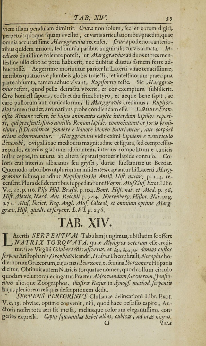 viem illam pendulam dimittit. Crura, non folum, fed et eorum digiti, perpetuis quoque fquamisvefliti, et variis articulationibus praediti,quae omnia accuratiflime Alarggravius recenfet. iCrura polleriora anterio¬ ribus quidem majora, fed omnia paribus unguiculis curvis armata. In¬ ediam diutiflime tolerare potell, ut Alarggr arvius ad duos et tres mcn- fesfine ullo cibo ac potu habuerit, nec dubitat diutius famem ferre ad¬ huc polle. Aegerrime moriuntur pariter hi Lacerti vitae tenaci (limae, ut tribus quatuorve plumbeis globis traje&i, etintehinorum praecipua parteabfumta, tamen adhuc vivant, Rupifortio teide. Sic Alarggra- *viusrefert, quod pelle detra£da vixerit, et cor exemptum fubfilierit. Caro boniefl: laporis, coddaetdiu frixa butyro, et aeque bene lapit, ac caro pullorum aut cuniculorum, (i Alarggravio credimus ; Rupifor- tius tamen fuadet, aromatibus probe condiendam effe. Laetius e Fran- cifco Ximene refert, in hujus animantis capite interdum lapillos reperi- ri, qui praefentisfimo auxilio Renum lapides comminuunt et foras proji¬ ciunt , fi Drachmae pondere e liquore idoneo hauriantur, aut corpori etiam admoveantur. Alarggr avius vidit eximi lapidem e ventriculo Senembi, ovi gallinae mediocris magnitudine et figura, iedcomp re (lia¬ re paulo, exterius glabrum albicantem, interius compohtum e tunicis inftar cepae, ita ut una ab altera (eparari potuerit lapide contufo. Co¬ loris erat interius albicantis (eu grylei, durae fubflantiae ut Bezoar. Quomodo arboribus utplurimum infidentes, capiantur hi Lacerti Alarg¬ gr avius fufiusque adhuc Rupifortius in Antill Hifl. natur. p. 144. re- cenfent.Pluradefiderantibus (uppeditabunt^Vm Aluf.Cluf, Exot.Libr. V.c. 22.p. 116.Pifo Hift.BrafiL p 104.Bont. Hift. nat. et Aled. p. 56*. Hifl. Ale xic. Nar d. Ant. Recchii p. 744. Nierenberg. Hi flor. Nat. pag. 271. Aluft Societ. Reg. Angi. Alufl Calceol. et omnium optime Alarg¬ gr av, Hift. quadr. etferpent. L.FL p. 236. TAB. XIV. LAcertis SERP ENTAA1 Tabulam jungimus, ubi (latim feofFert NA TR1X TOR QAA TA, quae Alyagros veterum e(Ie credi¬ tur, five Virgilii Coluber te ftis affvetus, et ocp/? domus cuflos ferpensAYiftoyhamSjOrophiaNicandriyHydrosThcophrailiiNeropbisho- diernorumGraecorum,cujus mas Scorzone,et feminaScorzonereH i (panis dicitur. Obtinuit autem Natricis torquatae nomen, quod collum circulo quodam velut torque cingatuxSraeter Aldrovandum,Gesnerum>Jonfto- num aliosque Zoographos, illuftris Rajus in Synopfl metbod.ferpentis hujus pleniorem reliquis deferiptionem dedit. SERE ENS PEREGRINAS Clufianae delineationi Libr. Exot. V.c* is. obviae, optime convenit, nifi, quod haec refeiflo capite , Au¬ roris noftritota aeri (it incifa, meliusque colorum elegantiflima con* geries expreha. Caput fquamulas habet albas, cubicas, ad oras nigras. O Lota