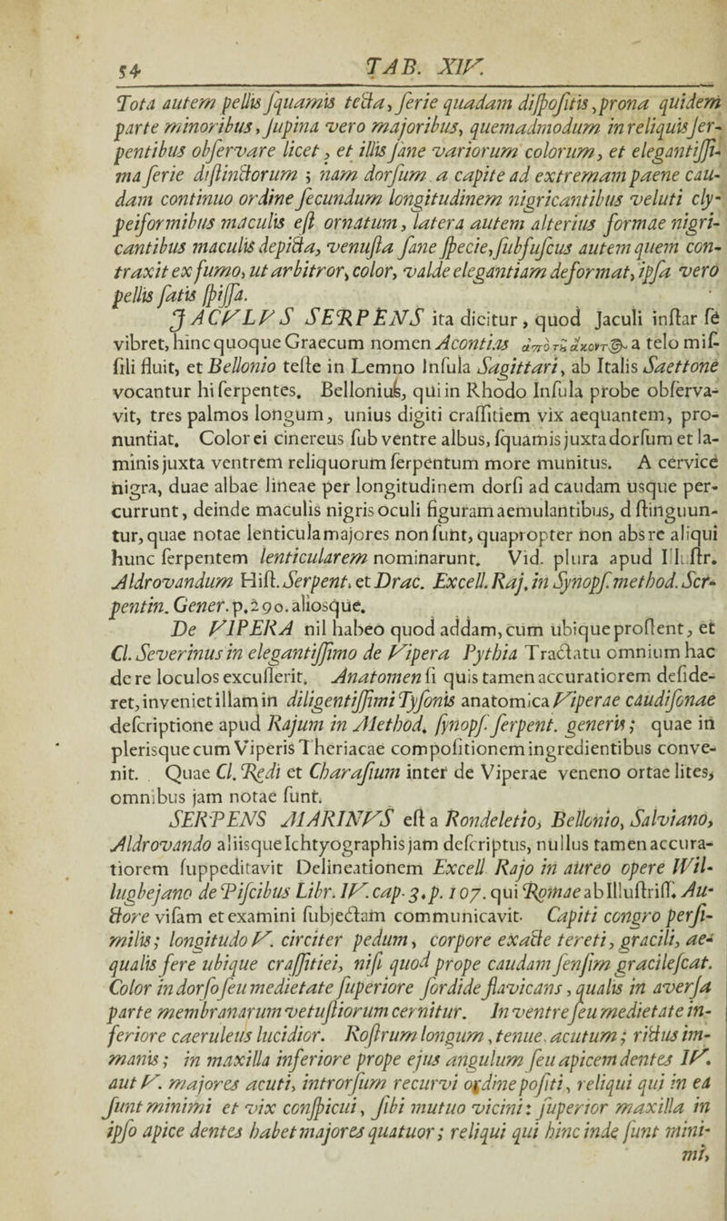 £4 Tota autern pellis fquamis tetia, ferie quadam dijpojitis ^prona quidem parte minoribus fjupina vero majoribus, quemadmodum in reliquisJer- pentibus obfervare licet , et illis Jane variorum colorum, et e legant iffi- ma ferie diflintiorum ; nam dorfum a capite ad extremam paene cau¬ dam continuo ordine fecundum longitudinem nigricantibus v eluti cly- peiformibus maculis ejl ornatum, latera autem alterius formae nigri¬ cantibus maculis depitia, venufta fane jjeciefubfujcus autem quem con¬ traxit ex fumo, ut arbitror, color, valde elegantiam deformat, ipfa vero pellis fatis ffiffa. JfACVLVS SERPENS ita dicitur, quod Jaculi inflar fe vibret, hinc quoque Graecum nomen A conti as «VorSoWr^a telo mi£ fili fluit, et Bellonio tefle in Lemno infula Sagittari, ab Italis Saettone vocantur hiferpentes. Belloniufe, qUiin Rhodo Infula probe obferva- vit, tres palmos longum, unius digiti craffitiem vix aequantem, pro¬ nuntiat. Colorei cinereus fub ventre albus, fquamis juxta dorfum et la¬ minis juxta ventrem reliquorum ferpentum more munitus. A cervice nigra, duae albae lineae per longitudinem dorfi ad caudam usque per¬ currunt, deinde maculis nigris oculi figufam aemulantibus, d Ainguun- tur, quae notae lenticula majores non funt, quapropter non absre aliqui hunc ferpentem lenticularem nominarunt. Vid. plura apud I Iiirr. Aldrovandum Hi A. Serpent\ et Drac. Excell. Raj, in Synopf method. Jcr- pentin. Gener, p. 2 9 o. aliosq ue. De VIPERA nil habeo quod addam,cum ubique proflent, et Cl. Severinusin elegantijfimo de Vipera Pythia Tractatu omnium hac de re loculos excuderit, Anatomen fi quis tamen accuratiorem defide- ret,invenietillamin diligentijfimiTyfonis anatomica Viperae cdudifonae deferiptione apud Rajum in Alethod\ fynopf ferpent. generis; quae in plerisque cum Viperis Theriacae compolitionem ingredientibus conve¬ nit. Quae Cl. Bedi et Charafium inter de Viperae veneno ortae lites* omnibus jam notae funt. SERPENS AIARINVS efl a Rondeletio, Bellonio, Salvi ano, Aldrovando aliisqueIchtyographisjam deferiptus, nullus tamenaccura- tiorem fuppeditavit Delineationem Excell Rajo in aureo opere IVil- lugbejano dePifcibus Libr. IV.capg.p. 107. qui ‘Z^wjeabllluArifh Au- tiore vifam et examini fubjedtam communicavit. Capiti congro perfl- milis; longitudo V. circiter pedum, corpore exaile tereti, gracili, ae* qualis fere ubique craffitiei, nif quod prope caudam fenjim gracilefcat. Color in dor fofeu medie tat e fuperiore for di de favicans, qualis in averfa parte membranarum vetufliorum cernitur. In ventrefeu medietate in¬ feriore caeruleus lucidior. Roflrum longum, tenue, acutum; ritius im¬ manis; in maxilla inferiore prope ejus angulum feu apicem dentes IV, aut V. majores acuti, introrfum recurvi ordine pofti, reliqui qui in ea funt minimi et vix confpicui, fibi mutuo vicini: fuperior maxilla in ipjo apice dentes habet majores quatuor; reliqui qui hinc inde junt mini-