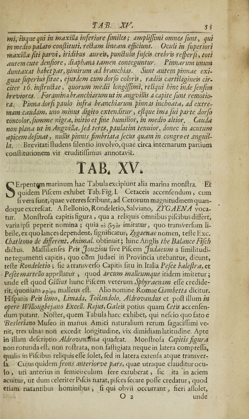 s$ 'mi, iisque qui in maxilla inferiore [miles; amplijjimi omnes funt, qui in medio palato conftituti, retiam lineam efficiunt. Oculi in fuperiori maxilla fiti parui, iridibus aureis, puntiidis fujcis crebris re/per/i, toti autem cute denfiore, diaphana tamen conteguntur. Pinnarum unum duntaxat habet par,nimirum ad branchias. Sunt autem pinnae exi¬ guae fuperiusfttae, ejusdem cum dorfo coloris, radiis cartilagineis cir¬ citer 16. inflrutiae,' quorum medii longijfmi, reliqui hinc inde fenfnn breviores. Foramina branchiarum ut in anguillis a capite funt remotio¬ ra. Pinna dor fi paulo infra branchiarum pinnas inchoata, ad extre¬ mam caudam, uno minus digito extenditur, eftque ima fui parte dorfo concolor, fumme nigra, initio et fine humilior, in medio altior. Cauda non ffiana ut in Anguilla, Jed teres, paulatim tenuior, donec in acutum apicem definat, nullis pinnis fimbriata fecus quam in congro et anguil¬ la. Brevitati (ludens filentio involvo, quae circa internarum pardum conditutionem vir eruditiffimus annotavit. TAB, XV, 7*- .• * • * • • » i . ' . SErpentyn marinum hac Tabula excipiunt alia marina mondra. Et quidem Pileem exhibet Tab.Fig.I. Cetaceis accenfendum, cum (i vera funt, quae veteres feribunt, ad Cetorum magnitudinem quan¬ doque excrefcat. ABelloriio, Rondeletio,Salviano, ZTGAENA voca¬ tur. Monflrofa capitis figura, qua a reliquis omnibus pifeibus differt, variaipli peperit nomina ; quia To &yov imitatur, quo transverfum li¬ brile, ex quo lances dependent, fignificatur, Zygaenae nomen, telleExc. CharItono de different. Animal, obtinuit; hinc Anglis the BalanceFifch didlus. Maffilienfes Peis Jouziou five Pifcem ffudaeum a fimilitudi- ne tegumenti capitis j quo oftm Judaei iri Provincia utebantur, dicunt, tede Rondeletio ; fic atransverfo Capitis fitu in Italia Pefce balefira,et • Pefcemartello appellatur , quod arcum malleumque itidem imitetur; unde ed quod Gillius hunc Pifcem veterum Sphyraennm effe credide¬ rit, quoniam &^a. malleus ed. Alio nomine Romae Ciambetta dicitur. Hifpanis Peis limo, Limada, Toilandolo. AIdrovandus et pod illum in opere IViUougbejano Excell. Rajus,Galeis potius quam Cetis accenfen¬ dum putant. Noder, quem Tabula haec exhibet, qui nefeio quo fato e Besleriano Mufeo iri manus Amici naturalium rerum fagacidimi ve¬ nit, tres ulnas nori excedit longitudine, vix dimidiam latitudine. Apte in illam deferiptio AldrovanAina quadrat. Mondrofa Capitisfigura non rotunda ed, non rodrata, non fadigiata nequein latera comprella, qualis in Pifcibus reliquis ede (olet, fed in latera extenfa atque transver- (a. Cujus quidem frons anteriorve pars, quae utraque clauditur ocu¬ lo , uti anterius in femicirculum fere extuberat, fic ita in aciem acuitur, ut dum celeriter Pffcis natat, pilees fecare pode credatur, quod etiam natantibus hominibus i fi qui obvii occurrant, fieri adolet,