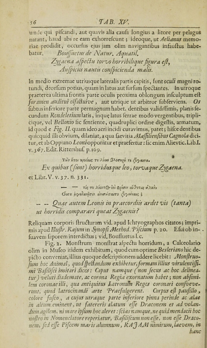 rr^- — T1 nr-v - - — ... -——---— unde qui pifcandi, aut quavis alia caufa longius a litore per pelagus natant, haud abs re eam exhorrefcunt 5 ideoque, ut Aelianus memo¬ riae prodidit, occurfus ejus jam olim navigantibus infauftus habe¬ batur. Boufjketiu de Natur, Aquatil, Zygaena afpeciu torvo horribihque figura efiy Aufpicm nautis conjpicienda malis. In medio extremae utriusque lateralis partis capitis, funtoculi magni ro¬ tundi, deorfum potius, quam in latus aut furfum fpebtantes. In utroque praeterea ultima frontis parte oculis proxima oblongum infculptumeft foramen auditui olfaftuive , aut utrique ut arbitror fubferviens. Os fubtus inferiore parte permagnum habet, dentibus validiHimis, planis fe¬ cundum Kcndeletium latis, inque latus ferrae modo vergentibus, tripli¬ cique, vel Bellonio lic fentiente, quadruplici ordine digedis, armatum, id quod e Fig. 11. quam ideo aeri incidi curavimus, patet ; hilce dentibus quicquid illi obvium, dilaniat, a qua facviiia Ala/JilienflbllS Cagnola dici¬ tur , et ab Oppiano Leoni opponitur et praefertur: fic enim Alievtic.Lib.L v. 3 67, Edit. Rittershuf p. 169. Tuv Yiroi Kjffuoa? n Aiuv l3^o<ru[)yi n dyyauvct» Ex quibus (funt) horridus que leo, torvaque Zjgaena. etLibr.V. v. 3 7- n. 3 3»- — — Ttt; ti XwvTQrm (p)nv alUtrai aXxxt (dosy 'piytoctvwiv dvitruarcuTO vycuvcut; ; ~ Quae autem Leonis in praecordiis ardet vis (tanta) ut horridis comparari queat Zygaenis? Reliquam corporis drudluram vid. apud Ichtyographos citatos; impri¬ mis apud Illuflr. Kajum in Synopfi Aiethod. Fifcium p. 2o. Efuiob in- . fuavem laporem interdi&us; vid, Boufluctus 1. c. Fig. 2. Monflrum mondrat afpedhi horridum, a Calceolario olim in Mufeo itidem exhibitum, q uod cum optime Besleriano hic de¬ pilo conveniat, illius quoque defcriptionem addere licebit: Alonflruo- fum hoc Animal, quodfellandum exhibetur formam illius virulentijfi- mi Bafilifci imitari dices: Caput namque (non Jecus ac hoc delinea¬ tur) veluti diademate, ac corona Regia exornatum habet; non abfnni- lem coronae illi, qua antiquitus Latronum Reges coronari confveve- runt, quod latrocinandi arte Erae fulgerent. Corpus efl paufillo , colore fufco , a cujus utraque parte inferiore pinna perinde ac alae in altum.eminent, ut fatereris alatum ejfe Draconem et advolan¬ dum agilem, ni mare ipfum hoc aleret: fcias namque, ne quid mendacii hoc noflroin Nomenclatore reperiatur, :Bafilifcum non ejfe, non ejfe Draco- nenh fed ejfe Pifcem maris alumnum, RAJAJ1 nimirumt laevem, in