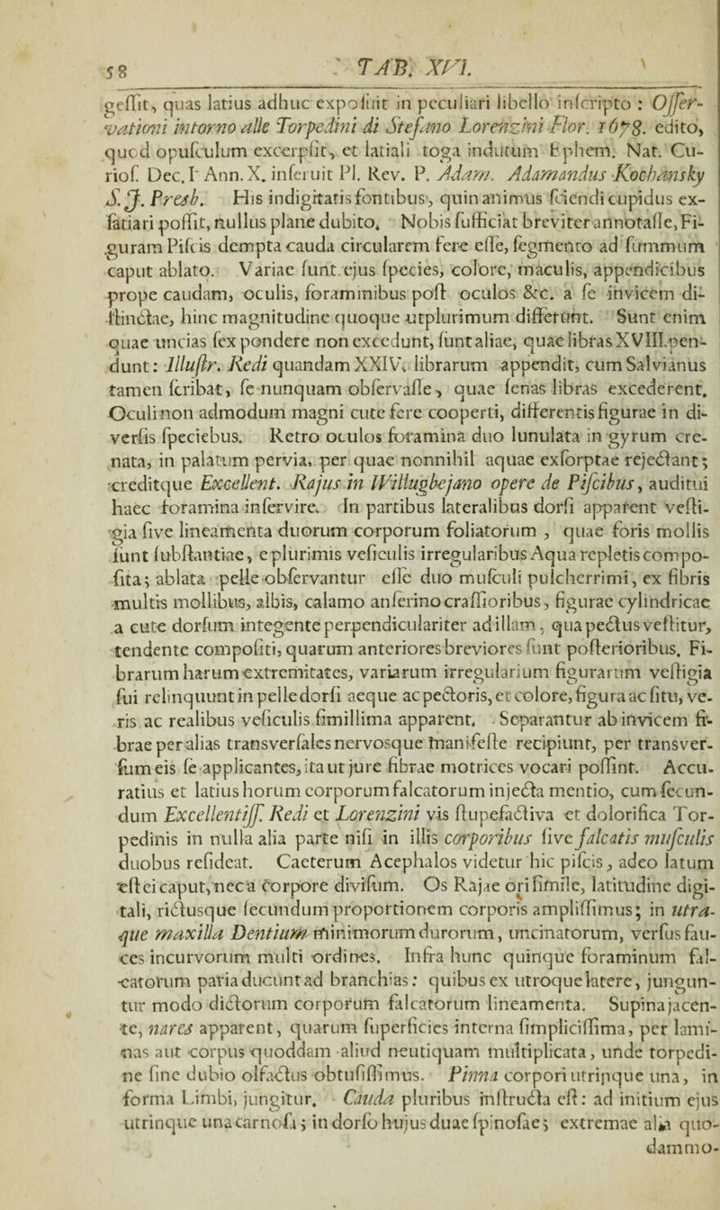 TA'% xn gellit, quas latius adhuc expoliiit in peculiari libello inferipto : Ojjer- vationi intorno alie Torpedini di St e fano Lorenzmi Flor. 167 8- edito, quod opufeulum excerpfit, et latiali toga indutum Ephem. Nat. Cu- riof Dec.L Ann.X. inferuit Pl. Rev. P. Aiam. Adamandus Kocbansky S/J. Presb, His indigitatis fontibus, quin animus fciendi cupidus ex- fatiari poffit, nullus plane dubito. Nobis fufficiat breviter annotafle, Fi- .guramPifcis dempta cauda circularem fere ede, Tegmento ad fummum caput ablato. Variae funt ejus fpecies, colore, maculis, appendicibus prope caudam, oculis, foraminibus pod oculos &c. a fe invicem di- ■ifindiae, hinc magnitudine quoque utplurimum differunt. Sunt enim quae uncias fex pondere non excedunt, funtaliae, quae libras XVIII.pen- dunt: llluflr. Redi quandam XXIW librarum appendit, cum Salvianus tamen feribat, fe nunquam obfervafie^ quae (enas libras excederent. Oculi non admodum magni cute fere cooperti, differentis figurae in di- verfis fpeciebus. Retro oculos foramina duo lunulata in gyrum ere- nata, in palatum pervia, per quae nonnihil aquae exforptae rejedlant; creditque Excellent. Rajus in Willugbejano opere de Ptfcibus, auditui haec foramina in fer vir e. In partibus lateralibus dorfi apparent vedi- ■gia five lineamenta duorum corporum foliatorum , quae foris mollis lunt fubflantiae, epliirimis vefieulis irregularibus Aqua repletis compo- fita; ablata pelle •obfervantur elle duo mufculi pulcherrimi, ex fibris multis mollibus, albis, calamo anferinocraffioribus, figurae cylindricae a cute dorfum integente perpcndiculariter ad illam, qua pedlus vellitur, tendente compofiti, quarum anteriores breviores funt pofterioribus. Fi¬ brarum harum extremitates, variarum irregularium figurarum vedigia fui relinquunt in pelle dorfi aeque ac pedtoris, et colore, figura ac fitu, ve¬ ris ac realibus vefieulis fimillima apparent, Separantur ab invicem fi¬ brae per alias transverfalcs nervosque inanifede recipiunt, per transver- fumeis fe applicantes, ita ut jure fibrae motr-ices vocari podint. Accu¬ ratius et latius horum corporum falcatorum injedfa mentio, cum fecun¬ dum Excellentiff. Redi et Lorenzmi vis dupefadliva et dolorifica Tor¬ pedinis in nulla alia parte nifi in illis corporibus Uve falcatis mufculis duobus refideat. Caeterum Acephalos videtur hic pifeis, adeo latum 'eff ei caput, nec a corpore divifum. Os Rajae orifimile, latitudine digi¬ tali, ribfusque fecundum proportionem corporis ampliflimus; in utra- ■que maxilla Dentium minimorum durorum, uncinatorum, verfus fau¬ ces incurvorum multi ordines. Infra hunc quinque foraminum fil- -catomm paria ducunt ad branchias: quibus ex utroque latere, jungun¬ tur modo dicdorum corporum falcatorum lineamenta. Supinajacen- te, nares apparent, quarum fuperficics interna fimplicidima, per lami¬ nas aut corpus quoddam aliud neutiquam multiplicata, unde torpedi¬ ne fine dubio olfa<dus obtufidimus. Pinna corpori utrinque una, in forma Limbi, jungitur. Cauda pluribus indrudfa ed: ad initium ejus utrinque una carnofi; in dorfb hujus duae fpinofae i extremae alia quo¬ dam mo-