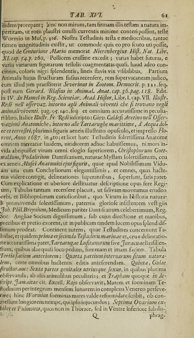 iisdem prorepant; Uinc non mirum, tam firmam illis teflam a natura im¬ pertitam, ut rotis plaudri onufli currentis minime conteri poffint, tefte Wormio in Mufp. $i6. Noflra Teftudinis tefla e mediocribus, tantae tamen magnitudinis exiflit, ut commode quis eo pro fcuto utipoffit, quod de Centurione Alario memorat Nierenbergius Hift. Nat. Libr. XLcap. f4.p. 260. Pollicem craffitie excedit 5 yarias habet futuras, e variis variarum figurarum tellulis coagmentatas quafi, haud adeo con¬ cinnas, coloris nigri fplendcntis, lineis flavis vix vifibilibus. Partium Animalis hujus ftrudluram fufiusrecenfere, rem fupervacaneam judico, cum illud jam praefhterit Severinus in Zootom. Democrit. p. 3 % \. feq. poff: eum Gerard. Rlafius in Animal. Anat. cap> 3 6. pag. 118• Edit, m IV. du Hamel in Reg. Scientiar. Acad. Hiftor. Libr. L cap. VII. lllujlr. Redi neil’ offervaz. intorno agli Animali viventi che fi trovano negli animali viventi, pag. gq. 140.fcq. et omnium accuratiffime in peculia¬ ri fibro, Italice llluflr. Fr. Redi infcripto: Giov. Caldefi Aretino neti 0[fer- vazioni Anatomicbe, intorno alie Tartarugbe marittime, d' Aequa doU ce et terre [Iri, plurimis figuris aeneis illuftrato opufculo, etimprello hio- rent,Anno 1687. in4to;etlicet haec Tefludinis folertiffirnaAnatome omnem mereatur laudem, nitidiorem adhuc habuiflemus, ni mors in¬ vida abripuillet virum omni elogio fuperiorem, Cbriftophorum Gott- tvaldumpTodalirium Dantifcanum, naturae Myfiam folertiffimuiri, ceu ex aeneis Alufei Anatomici ejus figuris, quae apud Nobilidimam Vidu¬ am una cum Conchyliorum elegantiffimis, et omnes, quas hadfe- nus videre contigit, delineationes fuperantibus , fuperfunt, fatis patet* Cum explicatione et uberiore deflituatur deferiptione opus fere Regi¬ um, Tabulas tantum recenfere placuit, ut falivam moveamus erudito orbi, et Bibliopolarum curiofioribus , quo Virum in Hifloria natura¬ li promovenda folertiffimum, paternis gloriofe infiflentem vefhgiis ffob. ? bil.Breynium, Medicum pariter Dantifcanum celeberrimum, Reg. Soc. Angliae Socium digniffimum , fub cujus diredione et manibus, precibus et pretio exorent, ut in publicam tandem lucem opus fplendidif- limum prodeat. Continent autem, quae T effudi nes concernunt Ta¬ bulae, et quidem prima etfecunda Teftudinis marinae et, ceu e delineatio¬ ne accuratiffima patet fTartarugae Lufitanorum five Juracuael) rafilien- hum, quibus alaequafi loco pedum, fummam et imam faciem. Tabula Tertia faciem anteriorem;. Quarta partium internarum fitum natura¬ lem, certe omnibus haefenus editis anteferendam. Quinta, Gulae firufturam: Sexta partes genitales utrimque Jexus, in quibus'plurima obfervanda, ab aliis animalibus peculiaria} et Trapham quoque in de- feript. Jamaicae cit. Excell. Rajo obfervavit, Marem et foeminam Te- ftudinum perintegrum menfem lunarem in complexu Venereo perfeve- rare} hinc IVormius foeminas mares valde reformidare feribit, ob con- ellum longiorem nempe, qui ipfis injucundus} Septima Ovarium ex¬ hibet et Tudmones, quos non in Thorace, fed in Ventre inferiore fubdia- *■ phrag-