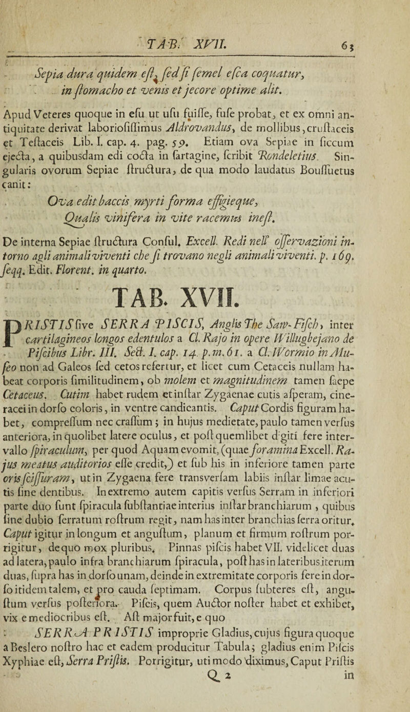 6$ T AB i xni. Sepia duraquidem e(e dfi femel e fi a coquatur i in fiomacho et venis et jecore optime alit. Apud Veteres quoque in efu ut ufu fui fle, fufe probat, et ex omni an¬ tiquitate derivat laboriofiflimus Aldrovandus, de mollibus,crufhceis et Tedaceis Lib. I. cap. 4. pag. Etiam ova Sepiae in ficcuni ejedla, a quibusdam edi codfa in fartagine, fcribit Rondeletius. Sin¬ gularis ovorum Sepiae ftru&ura, de qua modo laudatus BoulTuetus canit: Ova edit b accis myrti forma effigie que, Qualis vinifera in vite racemm inefl. De interna Sepiae drudlura Conful. Excell. Redi nell’ ojfervazioni in- torno agli animali viventi che fi trovano negli animali viventi, p. i6g. feqq. Edit. Florent, in quarto. ' TAB. XVII. ' PRISTIS Cive SERRA PISCIS, Anglis The Sarv- Fifch > inter cartilagineos longos edentulos a Cl. Rajo in opere Willugbejano de Pifcibus Libr. III. Sed. 1. cap. 14. p.m.61. a CL IVormio inAlu- feo non ad Galeos fed cetos refertur, et licet cum Cetaceis nullam ha¬ beat corporis fimilitudinem, ob molem et magnitudinem tamen faepe Cetacens. Cutim habet rudem et indar Zygaenae cutis afperam, cine¬ racei in dorfo coloris, in ventre candicantis. Caput Cordis figuram ha¬ bet, comprefium nec cradiim ; in hujus medietate, paulo tamen verfus anteriora, in quolibet latere oculus, et pod quemlibet d giti fere inter¬ vallo fpiraculum, per quod Aquam evomit, (quae foramina Excel!. Ra- jus meatus auditorios ede credit,) et fub his in inferiore tamen parte orisfiijjuram, ut in Zygaena fere transverfam labiis indar limae acu¬ tis fine dentibus. In extremo autem capitis verius Serram in inferiori parte duo funt Ipiracula fubdantiae interius indar branchiarum , quibus fine dubio ferratum rodrum regit, nam has inter branchias ferra oritur. Caput igitur in longum et angudum, planum et firmum rodrum por¬ rigitur, dequo mox pluribus* Pinnas pifcis habet VII. videlicet duas ad latera, paulo infra branchiarum fpiracula, pod has in lateribus iterum duas, fupra has in dorfo unam, deinde in extremitate corporis fere in dor- fo itidem talem, et uro cauda feptimam. Corpus fubteres ed, angu¬ dum v.crfus poderfora. Pifcis, quem Audior noder habet et exhibet, vix e mediocribus ed. Ad major fuit, e quo • SERR<~A P R ISTIS improprie Gladius, cujus figura quoque aBeslero nodro hac et eadem producitur Tabula; gladius enim Pifcis Xyphiae ed, Serra Prifiis. Porrigitur, uti modo diximus, Caput Pridis Q. 2 in