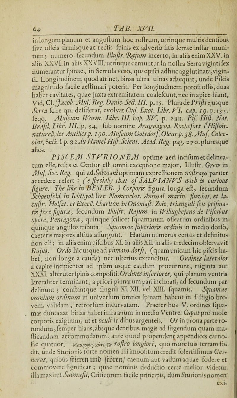 in longum planum et anguftum hoc rollrum, utrinque multis dentibus live olleis firmisqucac rebfis fpinis ex gdverfo litis lerrae indar muni¬ tum; numero lecundum lllu/lr. Rajum incerto, in aliis enim XXV. in aliis XXVI. in aliis XXVIII. utrinque cernuntur.In nodra Serraviginti fex numerantur (pinae, in Serrula vero, quae pilei adhuc agglutinata,vigin¬ ti. Longitudinem quod attinet, binas ultra ulnas adaequat, unde Pileis magnitudo facile aedimari poterit. Per longitudinem porofi ollis, duas habet cavitates, quae juxta extremitatem coalefcunt,nec in apice hiant, Vid.Cl. Jacob. Aluf. Reg. Dante Seft.lll. p> 15• Plura de Prifti qusque Serra fcire qui defiderat, evolvat CluJ. Exot. Libr.f^h cap. ig. p. 13-5. feqq. Aiufeum IVorm. Lihr.lll. cap. XV, p. 288. Pif. Hifl. Nat. Brafil. Libr. III. p. 5 4* fub nomine Aragvagvd. Rochefort iHijloir. natur elides Anti lies.p. igo. Aluf eum GottdorJiOlear.p. 3 8. Aluf. Calce- olar, Sect. I p. 8 2.du HamelHifl.Scient. Acad. Reg. pag. 270. pluresque alios. PlSCEAI STNRIO NEAI optime aeri incifumetdelinea- tum ede,tedis et Cenfor elp omni exceptione major, Illudr. Grerv in AIuJ.Soc. Reg. qui ad Salviam optimam exprellionem noflram pariter accedere refert : (e JpecidUy tbat of SALR1ANNS ivith is curious jjpure. The like in BESLER.) Corporis figura longa efl, lecundum Schoenfeld. in Ichthyol. five Nomenclat. Animal, marin. jluviat. et la- cujlr. Holfat. et Excel!. Charlton inOnomafl. Zoic. trianguli feu prifma - tisferejigura, fecundum llluftr. Rajum in IVilhtgbejano de Pifcibus opere> Pentagona, quinque fcilicet fquamarum ollearutn ordinibus in quinque angulos tributa. Squamae fuperioris ordinis in medio dorfo, caeteris majores altius alfurgunt. Harum numerus certus et definitus non ed; in aliis enim pifcibus XI. in aliis XII. in aliis tredecim obfervavit Rajus. Ordo hic usque ad pinnam dorfl, (quam unicam hic pifcis ha¬ bet, non longe a cauda) nec ulterius extenditur. Ordines laterales a capite incipientes ad ipfam usque caudam procurrunt, triginta aut XXXI. al teruter fpinis compoliti. Ordines inferiores, qui planum ventris lateraiiter terminant, a priori pinnarum pari inchoati, ad fecundum par definunt ; condantque finguli XI. XII. vel XIII. fquamis. Squamae omnium ordinum in univerlum omnes fp nam habent in Ldigio bre¬ vem, validam , retrorfum incurvatam. Praeter hos V. ordines fqua- , mas duntaxat binas habet infra anum in medio Ventre. Caput pro mole corporis exiguum, ut et oculi iridibus argenteis. Os in prona parte ro¬ tundum , femper hians, absque dentibus, magis ad fugendum quam ma- dicandum accommodatum , ante quod propenden; appendices carno- lae quatuor, Man^uyz^O' roflro longiori, quo more luis terram fo¬ dit, unde Sturionis forte nomen illi imDobtumcredit folertillimus Ges- nerus, quibus ftllTCn lUlt) (fOrCll/ caenum aut vadum aquae fodere et commovere (ignificat; quae nominis dedutdio certe melior videtur illa maximi Salmafii, Criticorum facile principis, dum Sturionis nomen exi-