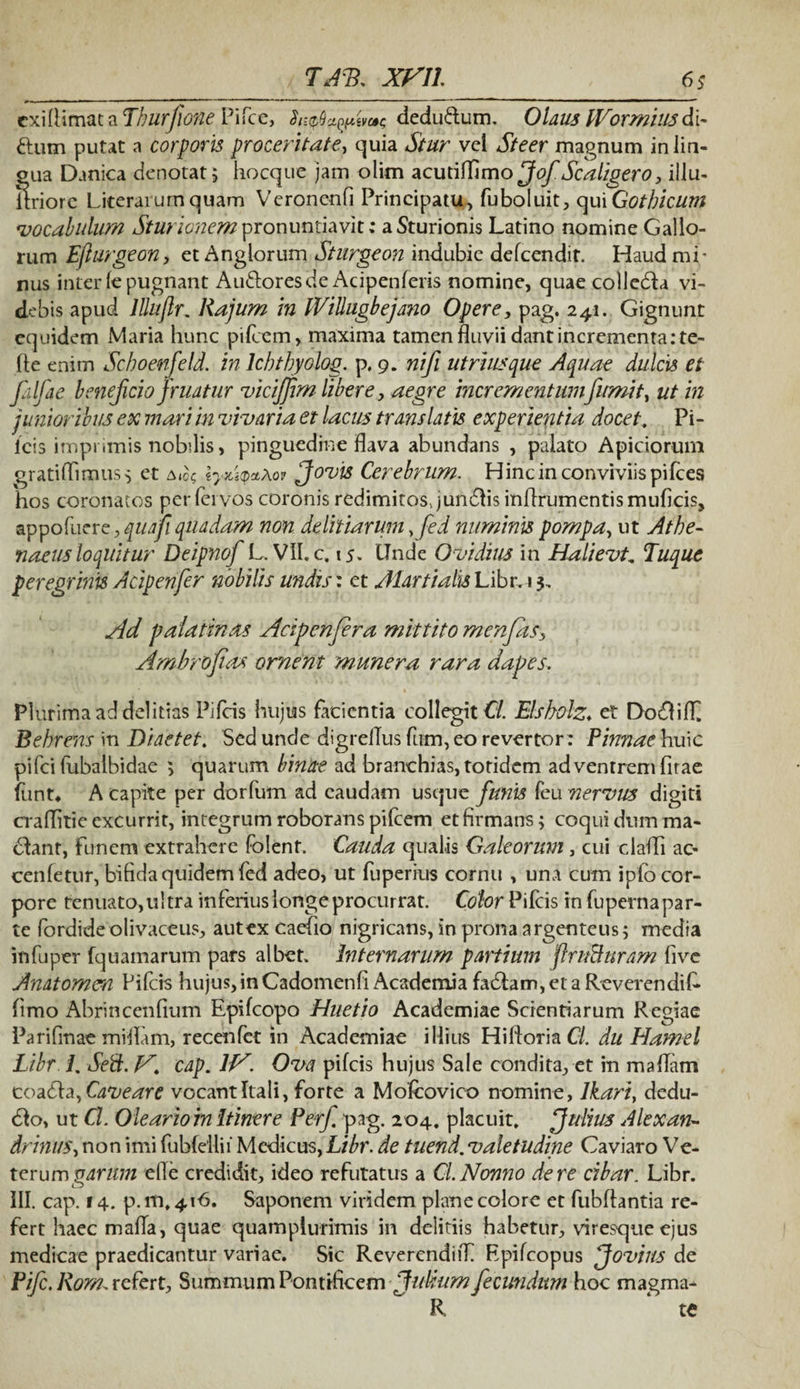 TAV. xvn 6> exilHmat a Thurflone Pifce, deduftum. 0iaus IVormiusdi- ftum putat a corporis proceritate, quia vel Steer magnum in lin¬ gua Danica denotat; hocque jam olim acutiffimo Jof Scaligero, illu- itriorc Literarum quam Veroncnfi Principatu, fuboluit, qui Gothicum <vocabulum Sturionem pronuntiavit; aSturionis Latino nomine Gallo¬ rum Ejlurgeon, et Anglorum Sturgeon indubie defcendir. Haud mi' nus inter le pugnant Au&oresde Acipenleris nomine, quae colledla vi¬ debis apud llluflr. Rajum in iViUugbejano Opere, pag. 241. Gignunt equidem Maria hunc pifcem, maxima tamen fluvii dant incrementa :te~ fle enim Schoenfeld. in lchthyolog p. 9. nifi utrimque Aquae dulcis et falfae beneficio fruatur vicijfm libere, aegre incrementumfumit^ ut in junioribus ex mari in vivaria et lacus translatis experientia docet. Pi¬ leis imprimis nobilis, pinguedine flava abundans , palato Apiciorum gratiffimus; et a(0? ly^aXov Jovis Cerebrum. Hinc in conviviis pilees hos coronatos perfeivos coronis redimitos, jundlis inflrumentismuficis, appofuer e, qua fi quadam non delitiarum Kfed numinis pompa, ut Athe¬ naeus loquitur Deipnof L. VII.c, 15. Unde Ovidius in Halievt, Tuque peregrinis Acipenfer nobilis undis: et AlartialisLiboi3, Ad palatinos Acipenfer a mittito menfds; Amhrofias ornent munera rara dapes. Plurima ad delitias Pileis hujus facientia collegit Cl Elsbolz♦ et Dodlilf Rehrerns in Diaetet. Sed unde digreffus fum, eo revertor: Pinnae huic pilei fubalbidae ; quarum binae ad branchias, totidem ad ventrem firae iiint* A capite per dorfum ad caudam usque funis feu nervus digiti craflitie excurrit, integrum roborans pifcem et firmans; coqui dum ma¬ nant, funem extrahere folent. Cauda qualis Galeorum, cui claffi ac- cenfetur, bifida quidem fed adeo, ut fuperius cornu , una cum ipfo cor¬ pore tenuato,ultra inferius longe procurrat. Color Pifcis in fupernapar- te fordide olivaceus, aut ex caefio nigricans, in prona argenteus; media infuper fquamarum pars albet. Internarum partium ftruBuram five Anatomen Pifcis hujus,inCadomenfi Academia fa6lam,etaReverendif- fimo Abrincenfium Epilcopo Huetio Academiae Scientiarum Regiae Parilinae millam, recenfet in Academiae illius Hiftoria CL du Hamel Libr. 1, SeB. V, cap. IV. Ova pileis hujus Sale condita, et in mafiam coadla, Caveare vocant Itali, forte a Mofcovico nomine, lkari} dedu- 61o, ut Cl. Oleario in Itinere Perf pag. 2 04. placuit» Julius Alexan¬ drinus, non imi fubfellii Medicus, Libr. de tuend. valetudine Caviaro Ve¬ terum garum elle credidit, ideo refutatus a Cl. Nonno de re cibar. Libr. III. cap. 14. p.m.416. Saponem viridem plane colore et fubllantia re¬ fert haec maila, quae quamplurimis in delitiis habetur, viresque ejus medicae praedicantur variae. Sic Reverendi iT Epifcopus Jovius de Pifc. Rom. refert. Summum Pontificem Julium fecundum hoc magma- R te