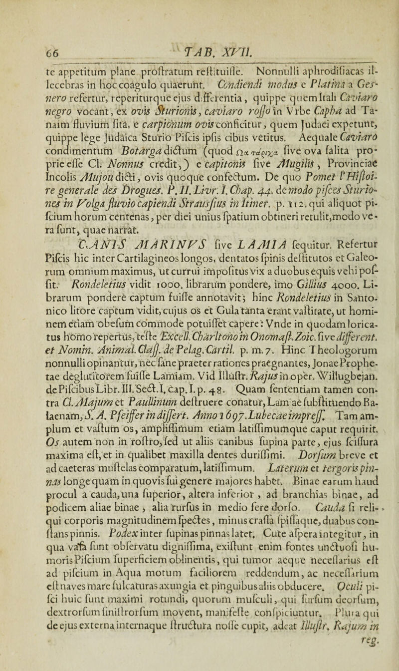 te appetitum plane proftratum reflituille. Nonnulli aphrodifiacas il¬ lecebras in hoc coagulo quaerunt. Condiendi modus e P latina a Ges- nero refertur, reperiturqueejus differentia, quippe quem Itali Caviaro negro vocant, ex ovis Sturionis, caviaro rojjo in Vrbe Capba ad Ta¬ naim fluvium fita, e carpiohum ovis conficitur, quem Judaei expetunt, quippe lege Judaica Sturio Pifcis ipfis cibus vetitus. Aequale Caviaro condimentum Botargadi&um (quod five ova falita pro¬ prie efle Cl. Nonnus credit,) e capitoni* five Mugilis , Provinciae Incolis Alujoudi&i, ovis quoque confe&um. De quo Pomet 1’Hifloi- re generale des Drogues. P. 11. Livr: I. Chap. 44. demo do pifces Stur to¬ nes in Nolga fiuvio capiendi Strausfius in Itiner, p. 112. qui aliquot pi- fcium horum centenas, per diei unius fpatium obtineri retulit,modo ve • ra funt, quae narrat. C.ANlS AI ARI N V S five LAMIA fequitur. Refertur Pifcis hic inter Cartilagineos longos, dentatos fpinis deflitutos ctGaleo- rum omnium maximus, ut currui impofitus vix a duobus equis vehi pof- fit/ Rondeletius vidit iooo„ librarum pondere, imo Gilliiis 4000. Li¬ brarum pondere captum fuifle annotavit ; hinc Rondeletius in Santo¬ nico litore captum vidit, cujus os et Gula tanta erant vaflitate, ut homi¬ nem edam obefum commode potui flet capere: Vnde in quodam lorica¬ tus hbmo repertiis, tefle Excell. Char Itono in Onomaft.Zoic. five different, ct Nomin. Animal.Clajj. de Peldg.Cartil. p. m.7. Hinc 'I heologorum nonnulli opinantur, nec fane praeter rationes praegnantes, Jonae Prophe¬ tae deglutitorem fuifle Lamiam. Vid Illuflr./^y7/<nnoper. Willugbcjan. dePifcibusLibr. IILSedf I.£ap.I.p. 48. Quam fententiam tamen con¬ tra Cl. Majum et Paullinum deflruere conatur, Lam ae fubftitUendo Ra- laenam, S. A. Pfeifferin differt. Anno 16gy.Lubecae impreff Tam am¬ plum et vaftum os, ampliffimum etiam latiflimumque caput requirit. Os autem non in roflroffed ut aliis canibus fupina parte, ejus fciflura maxima eft, et in qualibet maxilla dentes duriflimi. E)orfum breve et ad caeteras muflelas comparatum, latiflimum. Laterum et tergorispin- nas longe quam in quovis fui genere majores habet, Binae earum haud procul a cauda,una fuperior, altera inferior , ad branchias binae, ad podicem aliae binae , alia rurfus in medio fere dorfo. Cauda fi reli- * qui corporis magnitudinem fpebtes, minuscrafla fpiffaque,duabus con- Aanspinnis. Podeximcr fupinas pinnas latet. Cute afpcra integitur, in qua vala funt obfervatu digniflima, exiflunt enim fontes uncfluofi hu- morisPifcium fuperficiem oblinentis, qui tumor aeque neceflarius efl ad pifeium in Aqua motum faciliorem reddendum, ac necefluium cflnavesmare fulcaturasaxungia et pinguibus aliisobducere. Oculi pi- fci huic funt maximi rotundi, quorum mufculi, qui furfum aeorfum, dextrorfumfiniflrorfum movent, matiifcfle confpiciuntur. Plura qui de ejus externa internaque Arucflura nolle cupit, adeat lilujlr» Rajum in reg'