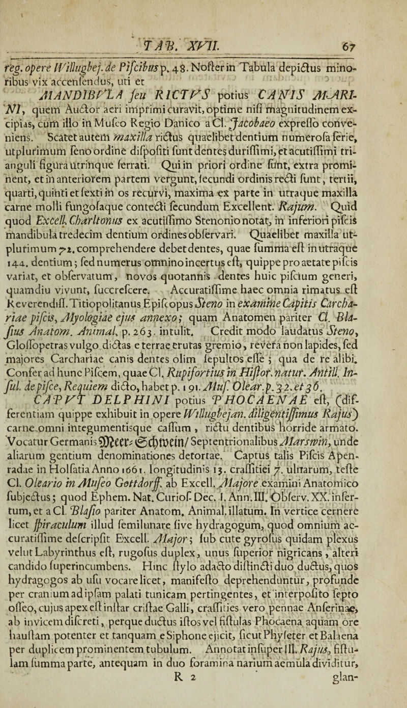 r'eg. opere lf'illugbej.de Pifcibusp. 48. Nofterin Tabula clepimus mino¬ ribus vix accenfertdus, uti et AI AN DIBALA /eu RICTAS potius CANIS MARE Nly quem Audior aeri imprimi curavit, optime nifi magnitudinem ex¬ cipias» cum illo in Mufco Regio Danico aCl.facobaeo expreflo conve¬ niens. Scatet autem maxilla ridtus quaelibet dentium numerofaferie, utplurimum lenoordine difpofiti funt dentes duriffimi, et acutiflimi tri¬ anguli figura Utrinque ferrati. Qui in priori ordine funt, extra promi¬ nent, et in anteriorem partem vergunt, fecundi ordinis reddi funt, tertii, quarti, quinti et fexti in os recurvi, maxima ex parte in utraque maxilla carne molli fungofaque comedti fecundum Excellent. Rajum. Quid quod Excell Charltonus ex acutillimo Stenonio notat, in inferiori pifcis mandibula tredecim dentium ordines obfervari. Quaelibet maxilla ut¬ plurimum comprehendere debet dentes, quae fummaefi: inutraque 144. dentium; fednumerus omnino incertus eft, quippe pro aetate pifcis variat, et obfervatum, novos quotannis dentes huic pifcium generi, quamdiu vivunt, fuccrefcere. Accuratiffime haec omnia rimatus efd Keverendtfi.Titiopolitanus EpifcopusJT/eTto in examine Capitis Carcba- riae pifcis, Alyol&giae ejus annexo; quam Anatomen pariter Cl. Bla- fius Anatoni. Animal, p. 263. intulit. Credit modo laudatus Steno, Gloflbpetras vulgo di<£las e terrae erutas gremio, revera non lapides, fed majores Carchariae canis dentes olim fepultos efle ; qua de re alibi. Confer ad hunc Pifcem, quae Cl. Rupiforttus in Hi for. natur. Anti II. In- fui depifce, Reauiem di£k>, habet p. 191 .Aiiif. Olear.p. %2. et 36. CAVVT DELPHINI potius P HOC AENAE eft, (dif¬ ferentiam quippe exhibuit in opere IVtllugbejan. diligentiff mus Rajus) carne.omni integumentisque callum , ridlu dentibus horride armato. Vocatur Germanis ffictt; 0d)U)CUl/ Septentrionalibus Alarsmn, unde aliarum gentium denominationes detortae. Captus talis Pifcis Apen- radae in Holfatia Anno 1661. longitudinis 1$. craffitiei 7. ulnarum, tefie Cl. Oleario inAlufeo Gottdorjf. ab ExceW.Alajore examini Anatomico fubjedfus; quod Ephem. Nat.Curiof Dec. I. Ann.III.Obferv.XX. infer¬ tum, et aCl. Blafio pariter Anatom, Animal.illatum. In vertice cernere licet jspiraculum illud femilunare live hydragogum, quod omnium ac- curatiffime defcripflt Excell. Alajor; fub cute gyrofus quidam plexus velutLabyrinthus eft, rugofus duplex, unus fuperior nigricans, alteri candido (uperincumbens. Hinc ftylo ada&o difiindti duo duftus,quos hydragogos ab ufu vocare licet, manifefio deprehenduntur, profunde per cranium adipfam palati tunicam pertingentes, et interpofito lepto ofieo, cujus apex eflinfiar crifiae Galli, craffities vero pennae Anferinae, ab invicem dilcreti, perquedudUis iflosvel fifiulas Phocaena aquam ore haullam potenter et tanquam e Siphone ejicit, ficutPhyfeter et Balaena per duplicem prominentem tubulum. Annotat infuperl 11. Rajus, fifht- lam fiimma parte, antequam in duo foramina narium aemula dividitur, R 2 glan-