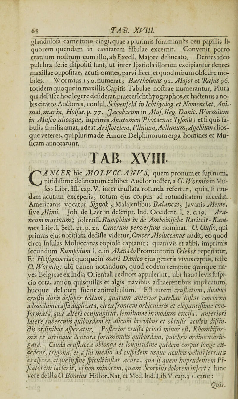 glandulola cameintus cingi> quae a plurimis foraminulis ceu papillis li¬ quorem quendam in cavitatem fiftulae excernit. Convenit porro cranium noftrum cum illo,ab Excell. Majore delineato. Dcntesadeo pulchra lerie difpofiti funt, ut inter fpatiola illorum excipiantur dentes maxillae oppofitae, acuti omnes, parvi licet, et quod mirum obfcurcmo- biles. Wormius 15 o.numerat; Bartholinus 92. AUjor et T{ajus 96. totidem quoquein maxillis Capitis Tabulae noflrae numerantur* Plura qui dePifce hoc legere defidcrat,praeterIchthpographos,et ha&enus a no¬ bis citatos Au&ores, conful. Sckoenfeld. in Ichthyolog. et Nomenclat. Ani¬ mal. marin. Holfat. p,77. ffacobaeum in AlufiReg. Bank. IVormium in Atufieo aliosque, inprimis Anatomen 'Thocaenae Tyfonis; et fi quis fa¬ bulis fimiliaamat, adeatAriflotelem, Plinium, Aelianum,Agellium alios¬ que veteres, qui plurima de Amore Delphinorum erga homines et Mu¬ lleam annotarunt, TAB. XVIII. CANCER hic A10LF CC^ANV S\ quem pronum et fupinum, nitidiffimedelineatum exhibet Audior nofler, a Cl. IVofTnioin Mu- feoLibr. HI cap. V. inter crufiata rotunda refertur, quia, fi cau¬ dam acutam exceperis, totum ejus corpus ad rotunditatem accedat. Americanis Vocatur Signok , Malajenfibus Balancas, Javanis Aleme, five Alimi. Joh. de Laet in defeript. Ind. Occident. 1. 2.C19. Ara- neum marinum; folertifi. Rumphius in de Amboinijche Rariteit -Kam- mer Libr.I, $e£E 21. p. 21, Cancrum perverfum nominat. Cl. Clufiio, qui primus ejusnotitiam dedifie videtur,Cancer Aloluccanus audit, eo quod circa Infulas Moluccanas copiole capiatur; quamvis et alibi, imprimis fecundum Rumphium 1. c. in Alant do Promontorio Celetes reperiatur. Et Helfiignoeriae quoque in mari Dunico ejus generis vivus captus, tefie ClJVorinio: ubi tamen notandum, quod eodem tempore quinque na¬ ves Belgicae ex India Orientali reduces appulerint, ubi haud levis (ufpi- cio orta, annon quisquiliis et algis navibus adhaerentibus implicatum, hucque delatum fuerit animalculum. Eft autem cruftatum, duabus cruflis duris defuper tcBuin, quarum anterior patellae rnftjr convexa admodum crajfia duplicata, circa frontem orbicularis et elegantifjhne con¬ formata, qua alteri conjungitur, femilunae in modum excifa, anteriori latere tuberculis quibusdam et Alicubi brevibus et cbtnfiis aculeis diflin- ftis affinibus afferatur. Pofterior crufta priori minor eft, Rhombifior- mis et utrinque dentata foraminulis quibusdam, pulchro ordine varie- gata. Cauda cruftacea oblonga et longitudine quidem corpus longe ex¬ cedens, trigona, et a fui medio ad cufifiidem usque aculeis velnti jerrata et affer a, atque infine fpiculi inflat acuta, qua fit quem imprudentem Pi- ficatorem Ueferit, ei non minorem, quam Scorphis dolorem infert; hinc veredei\\QCl.Bo?itius Hifior.Nat,et Med.Ind. Lib.V.cap.3 i. canit; Quis-