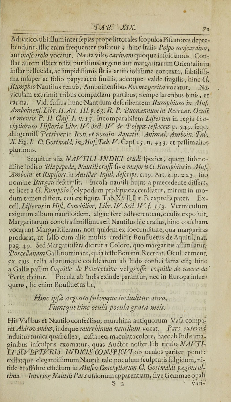 Adriatico,ubi illum inter fepias prope littorales fcopulos Pifcatores depre* hendunt, illic enim frequenter paicitur $ hinc Italis Polpo mofcardino, aut mofcarolo vocatur. Nauta vifo, carinam quoque infpiciamus. Con- Uat autem illa ex tefla puriffima, argenti aut margaritarum Orientalium iriftarpellucida,aclimpidiffimis Uriis artificiolidime contexta, fubtililTi- ma infuper ac folio papyraceo fimilis, adeoque valde fragilis, hinc Cl. fiumphioFIamilus tenuis, Amboinenfibus vocatur. Na¬ viculam exprimit tribus compa&am partibus, nempe lateribus binis, et: carina. Vid. fufius hunc Nautilum defcribentem Rumphium in Aluj AmboinenfLibr.il. Art. III.p. 63. R. P. Buonannumin Recreat. Oculi et mentis P. II Clajf.l. n. 13. Incomparabilem Lifterum in regia. Con¬ chyliorum Biforia Libr. IH.Sett. 1H. de Polypis teflaceis p. 549. feqq. dihgentiff Icon.et nomin Aquatil, Animal. Amboin. Tab. X. Fig. I. CL Gottwald, in^AIuf Tab. V. Capf. 15. n. 4 3 3. et pafiim alios plurimos. Sequitur alia NaVTILI INDICI crudi fpecies, quem fub no¬ mine Indico Biapapeda^ Nautilicrajji live majoris Cl. Rumpbiusin Aluf Amboin. et Rupijort.in Antillar Infui. defer ipt. c. 19. Art. 4. p. 2 2 3. fub nomine Blirgau deleripfit. Incola naurili hujus a praecedente differt, et licet a Cl. RumphioPo\y\*odum profapiaeaccenfeatur, mirum in mo¬ dum tamen differt, ceu ex figura Tab. XVII. Lit. B. exprefla patet. Ex¬ cel 1. Lifterusin HiJK Concbilior. Libr. 1B. Seft. IH.f jf 3. Vermiculum exiguum album nautiloidem, algae fere adhaerentem,oculis expofuit. Margaritarum conchisfimillimusclE Nautilmhie craflus,hinc concham vocarunt Margaritiferam, non quidem ex foecunditate, qua margaritas producat, ut falfo cum aliis multis credidit Bouffuetus de Aquitifnat. pag. 49. Sed Margaritifera dicitur a Colore, quo margaritis affundatur. Torcellanam Galli nominant, quia tefle Bonann. Recreat. Ocul et ment. ex ejus teffa aliarumque cochlearum ab Indis confici fama eff; hinc a Gallis pafiim Coquille de Pourcelaine velgrojfe coquille de nacre de ' Berle dicitur. Pocula ab Indis exinde paramur, nec in Europa infre¬ quens , fic enim Boufluetus 1. c. Hinc ipfa argento fuhoque includitur auro, Fiunt que hinc oculis pocula grata meis. HisVafibuset Nautilo confedlisu, murrhina antiquorum Vafa compa¬ rat Aldrovandws, indeyuz.murr binum nautilum vocat. Pars externi induitur tunica quafiof] ea;, caffaneo. maculata colore, haec ab Indis ima¬ ginibus infculptis exornatur, quas Audior noffer fub titulo NAHTI- LLSCFLPWR1S INDICIS CONSPICFI ob oculos pariter ponit: exflatque elegantillimum Nautili tale poculum fculpturisfulgidum, ni¬ tide et affabre effiblum in Alufeo Conchyliorum Cl. Gottwalda pagina ul¬ tima. Interior Nautili Pars unionum apparentiam, ftve Gemmae opali • • S 2 * vari-