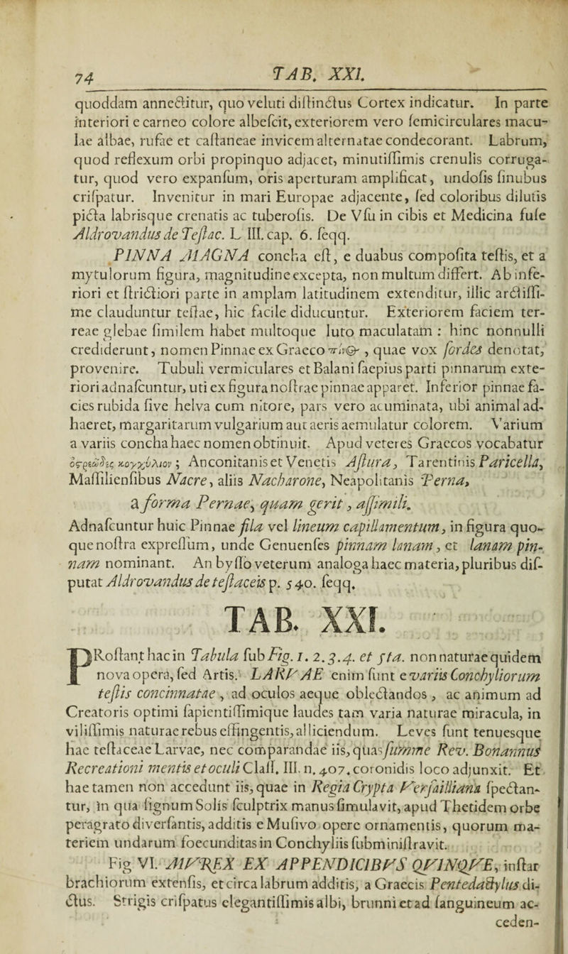 74 quoddam anneffltur, quo veluti diflindlus Cortex indicatur. In parte interiori e carneo colore albefcit, exteriorem vero femicirculares macu¬ lae albae, rufae et caflaneae invicem alternatae condecorant. Labrum, quod reflexum orbi propinquo adjacet, minutifflmis crenulis corruga¬ tur, quod vero expanfum, oris aperturam amplificat, undofis finubus crifpatur. Invenitur in mari Europae adjacente, led coloribus dilutis piefla labrisque crenatis ac tuberofis. De Vfu in cibis et Medicina fule Aldrovandus de Teftac. L III. cap. 6. feqq. PINNA AI AGNA concha eft, e duabus compofita teflis, et a mytulorum figura, magnitudine excepta, non multum differt. Ab infe¬ riori et Aridhori parte in amplam latitudinem extenditur, illic ardiiffi- me clauduntur tefiae, hic facile diducuntur. Exteriorem ficiem ter¬ reae glebae fimilem habet multoque luto maculatam : hinc nonnulli crediderunt, nomen Pinnae ex Graeco ttU®? , quae vox fordes denotat, provenire. Tubuli vermiculares et Balani faepius parti pinnarum exte¬ riori adnafeuntur, uti ex figura noflrae pinnae apparet. Inferior pinnae fa¬ cies rubida live helva cum nitore, pars vero acuminata, ubi animal ad¬ haeret, margaritarum vulgarium aut aeris aemulatur colorem. Varium a variis concha haec nomen obtinuit. Apud veteres Graecos vocabatur orpuXis Koyxtow ; Anconitaniset Venetis Ajlura, Tarentinis Paricella, Malfilienfibus Nacre, aliis Nacbarone, Neapolitanis Perna, a forma Pernae> quam gerit, ajfimili. Adnafeuntur huic Pinnae fila vel lineum capillamentum, in figura quo¬ que noflra expreflum, unde Genuenfcs pinnam lanam, et lanam pin¬ nam nominant. An by flo veterum analoga haec materia, pluribus dif- putat Aldr ovandus de teflaceis p. 540. feqq. PRoflant hac in Pabula fub//^. 1. 2.3.4. et 5ta' non naturae quidem nova opera, fed Artis. L ARNAE enim funt e variis Conchyliorum teflis concinnatae , ad oculos aeque obleciandos , ac animum ad Creatoris optimi fapientiflimique laudes tam varia naturae miracula, in viliflimis naturae rebus effingentis, alliciendum. Leves funt tenuesque hae teflaceae Larvae, nec comparandae ns, c\iia fumme Rev. BonannuS Recreationi mentis et oculi Clafl, III. n. 407. coronidis loco adjunxit. Et hae tamen non accedunt iis, quae in Regia Crypta Ferfailliana fpedtan- tur, In qua lignum Solis'fculptrix manus fimulavit, apud Thetidem orbe peragratodiverfantis,additis eMufivo opere ornamentis, quorum ma¬ teriem undarum foecunditasin Conchyliis fubminiflravit. Fig VI. MFREX EX APPENDICIBFS QFJNQFE, inflat brachiorum extenfis, et circa labrum additis, a Graecis Pentedaftylus di- iflus. Strigis crifpatus elegantiffimisalbi, brunnietad fanguineum ac- ceden-