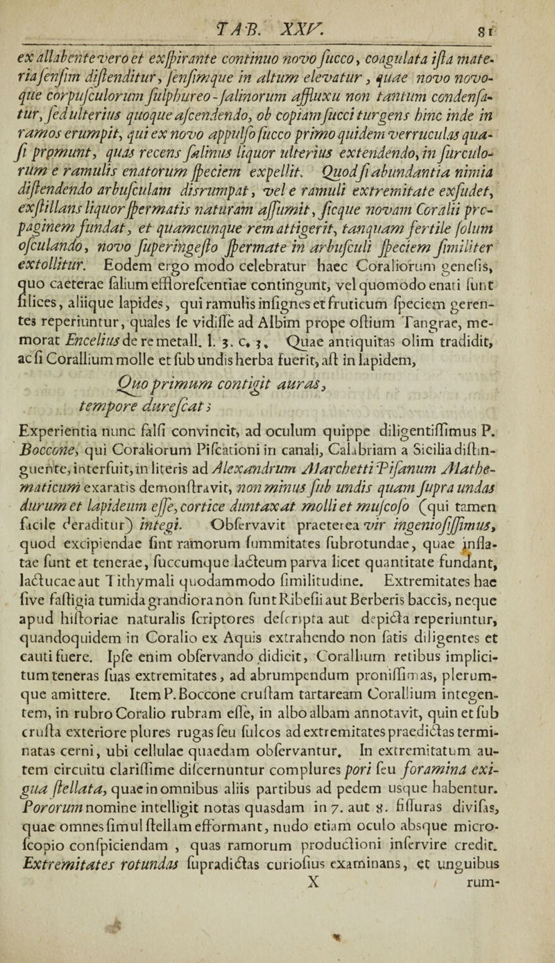 exallabcnteveroet exfpirante continuo novo fuccoy coagulata ifla mate¬ ria jenftm difenditur, fenfimque in altum elevatur, quae novo novo- que corpujculorum fulpbureo -)alinorum ajfuxu non tantum condenfa- tur. fedulterius quoque afcendendo, ob copiam fucci turgens hinc inde in ramos erumpit, qui ex novo appulfo fucco primo quidem verruculas qua- fi prpmunt, quas recens falmus liquor ulterius extendendoy in furculo- rum e ramulis enatorum fpeciem expellit. Quod fi abundantia nimia diftendendo arbufculam dis rumpat, vel e ramuli extremitate exfudet, exjlillans liquor jpermatis naturam ajTumit, ficque novam Coralii pro¬ paginem fundat, et quamcunque rem attigerit, tanquam fertile /olunt ofculando, novo fuperingefo Jpermate in arbufcuU jpeciem Jimiliter extollitur. Eodem ergo modo celebratur haec Coraliorum genefis, quo caeterae falium efflorefcentiae contingunt, vel quomodo enan fimt filices, aliique lapides, qui ramulis infignes et fruticum fpeciem geren¬ tes reperiuntur, quales fe vidifle ad Albim prope oflium Tangrae, me¬ morat Enceliusdcremetall. 1. 5. c, u Quae antiquitas olim tradidit, ac fi Corallium molle et fub undis herba fuerit, aft In lapidem. Quo primum contigit auras, tempore durefcat 5 Experientia nunc falfi convincit, ad oculum quippe diligentiffimus P. Boccone, qui Coraliorum Pifcationi in canali, Calabriam a Siciliadifhn- guerite, interfuit, in literis ad Alexandrum AJarchettiBifanum Aiatbe- maticum exaratis demonfiravit, non minus fub undis quam fupra undas durum et lapideum effe, cortice duntaxat molliet mu/cofo (qui tamen facile deraditur) integi. Obfervavit praeterea vir ingeniof'fimus, quod excipiendae fint ramorum fummitates fubrotundae, quae infla¬ tae funt et tenerae, fuccumque ladteum parva licet quantitate fundant, ladfucaeaut Tithymali quodammodo fimilitudine. Extremitates hae five fafligia tumida grandiora non funt Ribefii aut Berberis baccis, neque apud hifioriae naturalis feriptores defrrrpta aut depidla reperiuntur, quandoquidem in Coralio ex Aquis extrahendo non fatis diligentes et cautifuere. Ipfe enim obfervando didicit, Corallium retibus implici¬ tum teneras fuas extremitates, ad abrumpendum proniffimas, plerum¬ que amittere. Item P. Boccone cruffam tartaream Corallium integen¬ tem, in rubro Coralio rubram efle, in albo albam annotavit, quin et fub crufia exteriore plures rugas feu fulcos ad extremitates praedidfas termi¬ natas cerni, ubi cellulae quaedam obfervantur. In extremitatum au¬ tem circuitu clarilfime dilcernuntur complures pori feu foramina exi¬ gua IJellata, quae in omnibus aliis partibus ad pedem usque habentur. Pororum nomine intelligit notas quasdam in 7. aut tf. Aduras divifes, quae omnesfimulfteilamefformant, nudo etiam oculo absque micro* fcopio confpiciendam , quas ramorum produclioni infervire credir. Extremitates rotundas fupradidtas curiofius examinans, et unguibus