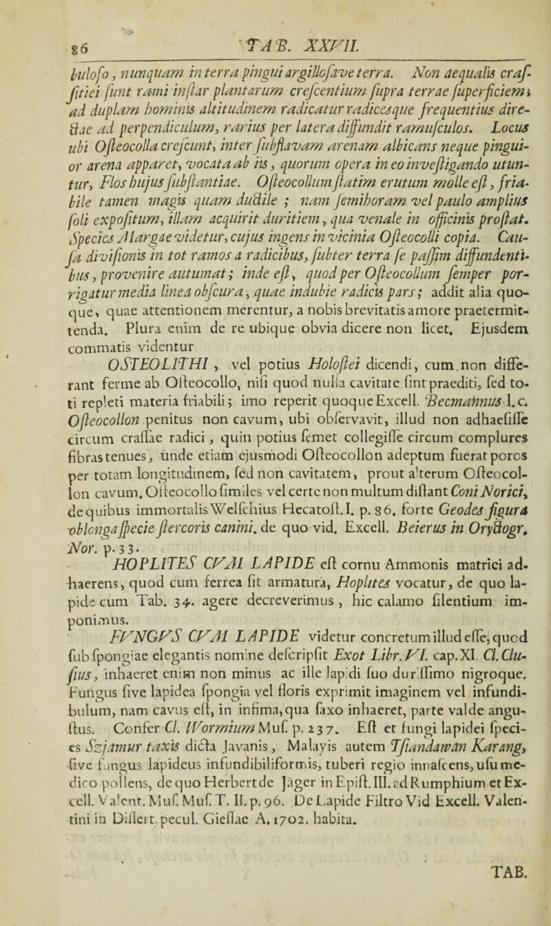 bulofco, n unquam in tara pingui argillcfave terra. Non aequalis crafl Jitiei funt rami in [lar plantarum crefcentium jiipra terrae juperflciemi ad duplam hominis altitudinem radicatur radicesque frequentius dire- tfae ad perpendiculum, rarius per latera diffundit ramufculos. Locus ubi Ojleocolla crefcunt, inter fubflavam arenam albicans neque pingui¬ or arena apparet, vocata ab iis, quorum opera in eo invefligando utun¬ tur, Flos hujusJubflantiae. Ofteocolluniflatim erutum molle efl, fria¬ bile tamen magis quam duftile ; nam jemihoram vel paulo amplius foli expofitum, illam acquirit duritiem, qua venale in officinis proflat. Species Alargae videtur, cujus ingens in vicinia Ofeocolli copia. Cau- ja divifionis in tot ramos a radicibus, fubter terra fe pajjim diffundenti¬ bus, provenire autumat; inde efl, quod per Ofleocollum femper por¬ rigatur inedia linea obfcura, quae indubie radicis pars; addit alia quo¬ que» quae attentionem merentur, a nobis brevitatis amore praetermit¬ tenda. Plura enim de re ubique obvia dicere non licet. Ejusdem commatis videntur OSTEOLLTHI , vel potius Holoflei dicendi, cum.non diffe¬ rant ferme ab Oileocollo, nili quod nulla cavitate fintpraediti, fed to¬ ti repleti materia friabili; imo reperit quoqueExcell. Becmannus l.c. Ofleocollon penitus non cavum, ubi obfervavit, illud non adhaefille circum craflae radici, quin potius femet collegifle circum complures fibras tenues, unde etiam ejusmodi Ofleocollon adeptum fuerat porcs per totam longitudinem, fed non cavitatem, prout a’terum Ofleocol¬ lon cavum. Oileocollo fimiles vel certe non multum diflant Coni Norici, dequibus immortalisWelfchius Hecatofl.I. p. 86, forte Geodes fgurd oblonga flecte flercoris canini. de quo vid. Excell. Beierus in Oryftogr. Nor. p.33- HOPLITES CHAl LAPIDE efl cornu Ammonis matrici ad¬ haerens, quod cum ferrea fit armatura, Hoplites vocatur, de quo la¬ pide cum Tab. 34. agere decreverimus, hic calamo flentium im¬ ponimus. FNNGFS CJAAI LAPIDE videtur concretum illud efle. quod fubfpongiae elegantis nomine defcripfit Exot Libr.HI. cap.XI. Cl.Clu- flus, inhaeret enim non minus ac ille lapidi fuo duriflimo nigroque. Fungus five lapidea fpongia vel floris exprimit imaginem vel infundi¬ bulum, nam cavus eli, in infima,qua faxo inhaeret, parte valde angu- ftus. Confer Cl. [VormiumMui p. 237. Efl et fungi lapidei fpeci- cs Szjamur taxis dicla Javanis, Malayis autem Tjiandawan Karangy five fungus lapideus infundibiliformis, tuberi regio innafcens,ufu me¬ dico pollens, dc quo Herbertde Jager in Epifl.III.adRumphium et Ex¬ cell. Va’cnt. MuCMufT. II. p. 96. De Lapide FiltroVid Excell. Valen¬ tini in Diflert.pecul. Gieflae A, 1702. habita. TAB.