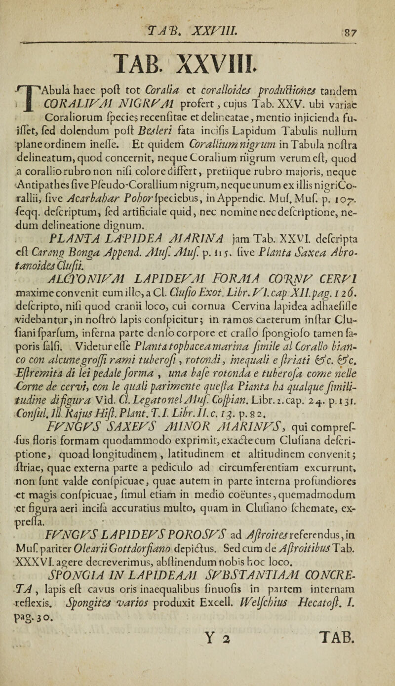 T A B, XXF11I. TAB. XXVIIL TAbula haec poft tot Coralia et coralloidej produtiioncs tandem CORALIFM NIGREM profert , cujus Tab. XXV. ubi variae Coraliorum fpeciesrecenfitae et delineatae, mentio injicienda fu- iffet, fed dolendum poli Besleri fata incifis Lapidum Tabulis nullum plane ordinem inelle. Et quidem Cor alitum nigrum in Tabula noBra delineatum,quod concernit, neque Coralium nigrum verumeB, quod a corallio rubro non nili colore differt, pretiique rubro majoris, neque Antipathes fi ve Pfeudo-Corallium nigrum, neque unum ex illis nigriCo- rallii, five Acarbahar PoZwWpeciebus, inAppendic. Muf. Muf. p. ioy. feqq. deferiptum, fed artificiale quid, nec nomine necdeferiptione, ne¬ dum delineatione dignum. PLANTA LAPIDEA MARINA jam Tab. XXVI. deferipta cB Carang Bonga Append. Aluf. Aluf. p. n 5. five Planta Saxea Abro- tanoides CluJiL ALCFONIFM LAP1DEFA1 FORAlA CO%NF CERNI maxime convenit cum illo, a Cl. ClufioExot. Libr. Fl.cap XII.pag. 126. deferipto, nifi quod cranii loco, cui cornua Cervina lapidea adhaefille videbantur,in noBro lapis confpicitur; in ramos caeterum inBar Clu- fiani fparfum, inferna parte denlo corpore et crafio fpongiofo tamen fa« poris falfi. Videtur efle Planta tophacea marina fimile al Coralio blan¬ co con alcunegrojfi rami tuberofi, rotondi, inequali e flriati &c. &ct Eflremita di lei pedale forma , una bafe rotonda e tuberofa come nelle Corne de cervi, con le quali parimente quejla Piant a ha qualque fimili- tudine difgura Vid. CL Legato nel Aluf. Co/pian. Libr. 2.cap. 2^. p. 13 r. Conful, IU. IU jus Hift. Piant. T. L Libr. II. c. 13. p. 8 2. FFNGFS SAXEFS MINOR AIARINFS, qui compref- •fus floris formam quodammodo exprimit, exabte cum Clufiana deferi¬ ptione, quoad longitudinem , latitudinem et altitudinem convenit; Briae, quae externa parte a pediculo ad circumferentiam excurrunt, non funt valde conipicuae, quae autem in parte interna profundiores et magis confpicuae, fimul etiam in medio coeuntes,quemadmodum et figura aeri incifa accuratius multo, quam in Clufiano fchemate, ex- p r ell a FFNGFS LAP1DEFS POROSFS ad Aftroitesreferendus,in M uf pariter Olearii Gottdorjiano depidtus. Sed cum de Ajlroitibus T ab. XXXVI. agere decreverimus, abftinendum nobis hoc loco. SPONGIA IN LAPIDEAyll SFBSTANTIAA1 CONCRE¬ TA , lapis eft cavus oris inaequalibus finuofis in partem internam reflexis. Spongites varios produxit Excell. IVelJchius Hecatofl. I. pag- 3 o. Y 2 TAB.