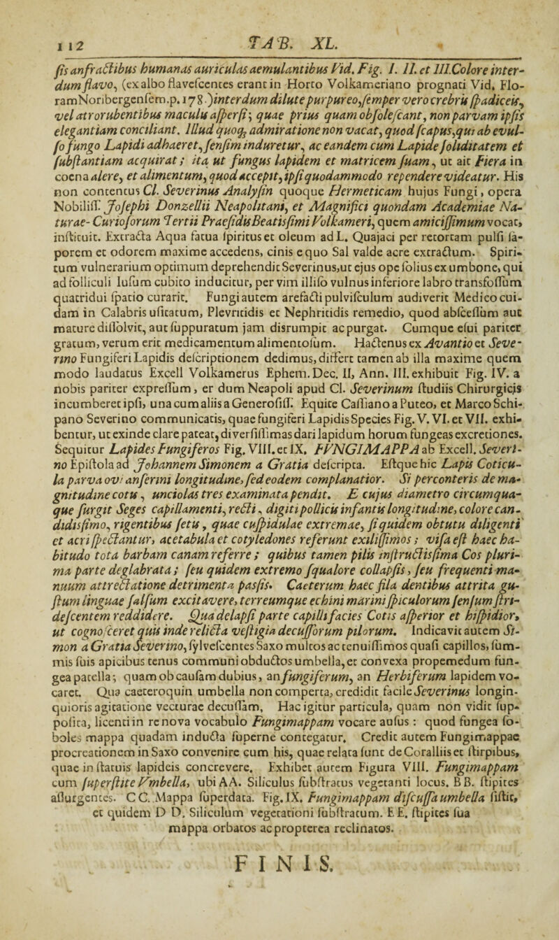 fis anfractibus humanat auriculas aemulantibus Fid. Fig. 1. 11. et 111.Color e inter¬ dum flavo, (exalbo fiavefeentes erane in Horco Voikameriano prognati Vid. Elo- ramNoribergenfem.p. ljZ.finterdum dilute purpureo,ftmper vero crebrif (padiceif, vel atrorlibentibus macula a [per(i; quae prius quam obj'ole fcant, non parvam ipfis elegantiam conciliant. Illud quoq? admiratione non vacat, quod [capus,qui ab evul- fo fungo Lapidi adhaeret, Jenfim induretur, ac eandem cum Lapide foliditatem et fubftantiam acquirat; ita ut fungus lapidem et matricem fuam, ut aic pier a in coena alere, et alimentum, quod accepit flpfi quodammodo rependere videatur. His non contentus Cl. Severinus Analyfin quoque Hermeticam hujus Fungi, opera NobiliiF Jofephi Donzellii Neapolitani, et Magnifici quondam Academiae Na¬ turae- Curio forum Tertii Praefidis Beatis fimi Volkameri, quem amicijjimum vocat» inflituic. Extrafra Aqua fatua Ipiricusec oleum adL. Quajaci per retortam pulfi la- porem et odorem maxime accedens, cinis e quo Sal valde acre extradlum. Spiri¬ tum vulnerarium optimum deprehendit Severinus,ut ejus ope lolius ex umbone, qui ad folliculi lufum cubito inducitur, per vim illilb vulnus inferiore labro transfodum quatridui (patio curaric. Fungi autem arefa<f!ipulvi(culum audiverit Medico cui- dam in Calabris uficatum, Plevritidis et Nephritidis remedio, quod ablceflum auc mature diilolvit, aut fuppuratum jam disrumpic ac purgat. Cumque efui pariter gratum, verum erit medicamentum alimentolum. HaCtcnus ex Avantioct Seve- rmo Fungiferi Lapidis deferiptionem dedimus, differt tamen ab illa maxime quem modo laudatus Excell Volkamerus Ephem.Dec. II, Ann. III. exhibuit Fig. IV. a nobis pariter exprelTum, er dum Neapoli apud Cl. Severinum (ludiis Chirurgicas incumberet ipfi, unacumaliisaGenerofiff! Equite CalTianoaPuteo, et Marco Schi- pano Severino communicatis, quae fungiferi Lapidis Species Fig.V. Vl.et VII. exhi¬ bentur, ut exinde clare patear, diverfiflimas dari lapidum horum fungeas excretiones. Sequitur Lapides Pungi fer os Fig. Vlll.etIX, FFNG1MAPPA ab Excell. Severi¬ no Epiflolaad Joh annem Simonem a Gratia deferipta. Edquehic Lapis Coticu¬ la parva ovi anferim longitudine, fed eodem complanatior. Si perconteris de ma¬ gnitudine cotu, unciolas tres examinata pendit. E cujus diametro circumqua¬ que furgit Seges capillamenti, redi , digiti pollicis infantis longitudine, colore can¬ didis(imo, rigentibus fetu, quae cujpidulae extremae, fi quidem obtutu diligenti et acri [pedantur, acetabula et cotyledones referunt exilijfimos; vifa eft haec ha¬ bitudo tota barbam canam referre ; quibus tamen pilis inftrudisfima Cos pluri¬ ma parte deglabrata; feu quidem extremo fqualore collapfis, Jeu frequenti ma¬ nuum attredatione detrimenta pasfis. Cacterum haec fila dentibus attrita gu- flum linguae falfum excitavere, terreumque echini mariniJpiculorum fenfum fln- defeentem reddidere. Qua delapfi parte capillifacies Cotis a [perior et hifpidior, ut cognoceret quis inde relida vejhgia decufforum pilorum. Indicavit autem Si- mon a Gratia Severino, (ylvefcentes Saxo multos ac tenuidimos quafi capillos, fum- mis fuis apicibus tenus communi obdudos umbella,et convexa propemedum fun- gea patella; quam obeaufam dubius, anfungiferum, an Plerbiferum lapidem vo¬ caret. Qua caeteroquin umbella non comperta, credidit facile Severinus longin¬ quioris agitatione vecturae decudam, Hac igitur particula, quam non vidit fup- poiita, licenti in renova vocabulo Fungimappam vocare aufus: quod fungea fo- boles mappa quadam indudla fuperne contegatur. Credit autem Fungimappac procreationem in Saxo convenire cum his, quae relaca (unc de Coralliis et llirpibus, quae in itacuis lapideis concrevere. Exhibet autem Figura VIII. Fungimappam cum fuperftite Fmbella, ubi AA. Siliculus (ubflratus vegetanti locus. BB. (lipites adurgentes. CC. Mappa fuperdata. Fig. IX. Fungimappam difcuffa umbella fidit, et quidem D D. Siliculum vegetationi fubflracum. E E. (lipites fua mappa orbatos acpropterea reclinatos. FINIS.