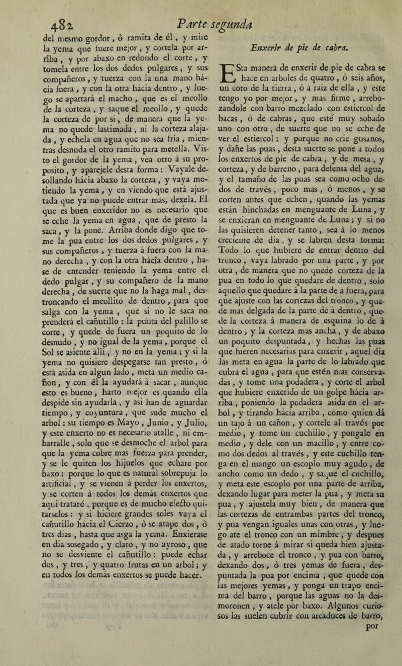 del mesmo gordor , o ramita de él, y mire la yema que fuere mejor , y córtela por ar¬ riba , y por abaxo en redondo el corte , y tómela entre los dos dedos pulgares, y sus compañeros, y tuerza con la una mano há- cia fuera , y con la otra hácia dentro , y lue¬ go se apartará el macho , que es el meollo de la corteza , y saque el meollo , y quede la corteza de por sí, de manera que la ye¬ ma no quede lastimada , ni la corteza ataja¬ da , y echela en agua que no sea tria, mien¬ tras desnuda el otro ramito para metella. Vis¬ to el gordor de la yema , vea otro á su pro¬ posito , y aparéjele desta forma: Vayale de¬ sollando hácia abaxo la corteza , y vaya me¬ tiendo la yema, y en viendo que está ajus¬ tada que ya no puede entrar mas, dexela. El que es buen enxeridor no es necesario que se eche la yema en agua , que de presto la saca , y la pone. Arriba donde digo que to¬ me la púa entre los dos dedos pulgares, y sus compañeros, y tuerza á fuera con la ma¬ no derecha , y con la otra hácia dentro , ha- se de entender teniendo la yema entre el dedo pulgar, y su compañero de la mano derecha , de suerte que no la haga mal, des¬ troncando el meollito de dentro, para que salga con la yema , que si no le saca no prenderá el cañutillo : la punta del palillo se corte, y quede de fuera un poquito de lo desnudo , y no igual de la yema, porque el Sol se asiente alli, y no en la yema ; y si la yema no quisiere despegarse tan presto, ó está asida en algún lado , meta un medio ca¬ non , y con él la ayudará á sacar , aunque esto es bueno, harto mejor es quando ella despide sin ayudarla , y asi han de aguardar tiempo, y coyuntura, que sude mucho el árbol: su tiempo es Mayo , Junio , y Julio, y este enxerto no es necesario atalle , ni em- barralle , solo que se desmoche el árbol para que la yema cobre mas fuerza para prender, y se le quiten los hijuelos que echare por baxo : porque lo que es natural sobrepuja lo artificial, y se vienen á perder los enxertos, y se corten á todos los demás enxertos que aqui trataré , porque es de mucho eíeélo qui¬ társelos : y si hiciere grandes soles vaya el cañutillo hácia el Cierzo , ó se atape dos, ó tres dias , hasta que asga la yema. Enxierase en dia sosegado , y claro , y no ayroso , que no se desviente el cañutillo : puede echar dos , y tres, y quatro frutas en un árbol i y en todos los demás enxertos se puede hacer. Enxerir de pie de cabra. ESta manera de enxerir de pie de cabra se hace en arboles de quatro , ó seis años, un coto de la tierra , ó a raiz de ella , y este tengo yo por mejor, y mas firme , arrebo¬ zándole con barro mezclado con estiércol de bacas , ó de cabras, que esté muy sobado uno con otro , de suerte que no se eche de ver el estiércol: y porque no crie gusanos, y dañe tas púas, desta suerte se pone a todos los enxertos de pie de cabra , y de mesa , y corteza, y de barreno , para defensa del agua, y el tamaño de tas púas sea como ocho de¬ dos de través, poco mas , ó menos, y se corten antes que echen, quando tas yemas están hinchadas en menguante de Luna , y se enxieran en menguante de Luna; y si no tas quisieren detener tanto , sea á lo menos creciente de dia , y se labren desta iorma: Todo lo que hubiere de entrar dentro del tronco , vaya labrado por una parte , y por otra , de manera que no quede corteza de la púa en todo lo que quedare de dentro , solo aquello que quedare á la parte de a fuera, para que ajuste con tas cortezas del tronco, y que¬ de mas delgada de la parte de á dentio , que¬ de la corteza á manera de esquina lo de á dentro , y la corteza mas amha , y de abaxo un poquito despuntada, y hechas las púas que fueren necesarias para enxerir, aquel dia las meta en agua la parte de lo labrado que cubra el agua , para que estén mas conserva¬ das , y tome una podadera , y corte el árbol que hubiere enxerido de un golpe hácia ar¬ riba , poniendo la podadera asida en el ár¬ bol , y tirando hácia arriba , como quien dá un tajo á un cañón , y córtele al través por medio, y tome un cuchillo , y póngale en medio , y dele con un macillo , y entre co¬ mo dos dedos al través , y este cuchillo ten¬ ga en el mango un escoplo muy agudo , de ancho como un dedo , y sa^ue el cuchillo, y meta este escoplo por una parte de arriba, dexando lugar para meter la púa , y meta su púa , y ajustela muy bien , de manera que las cortezas de entrambas partes del tronco, y púa vengan iguales unas con otras , y lue¬ go ate el tronco con un mimbre, y después de atado torne á mirar si queda bien ajusta¬ da , y arreboce el tronco , y púa con barro, dexando dos, ó tres yemas de fuera, des¬ puntada la púa por encima , que quede con las mejores yemas, y ponga un trapo enci¬ ma del barro , porque tas aguas no la des¬ moronen , y atele por baxo. Algunos curio¬ sos tas suelen cubrir con arcaduces de barro,
