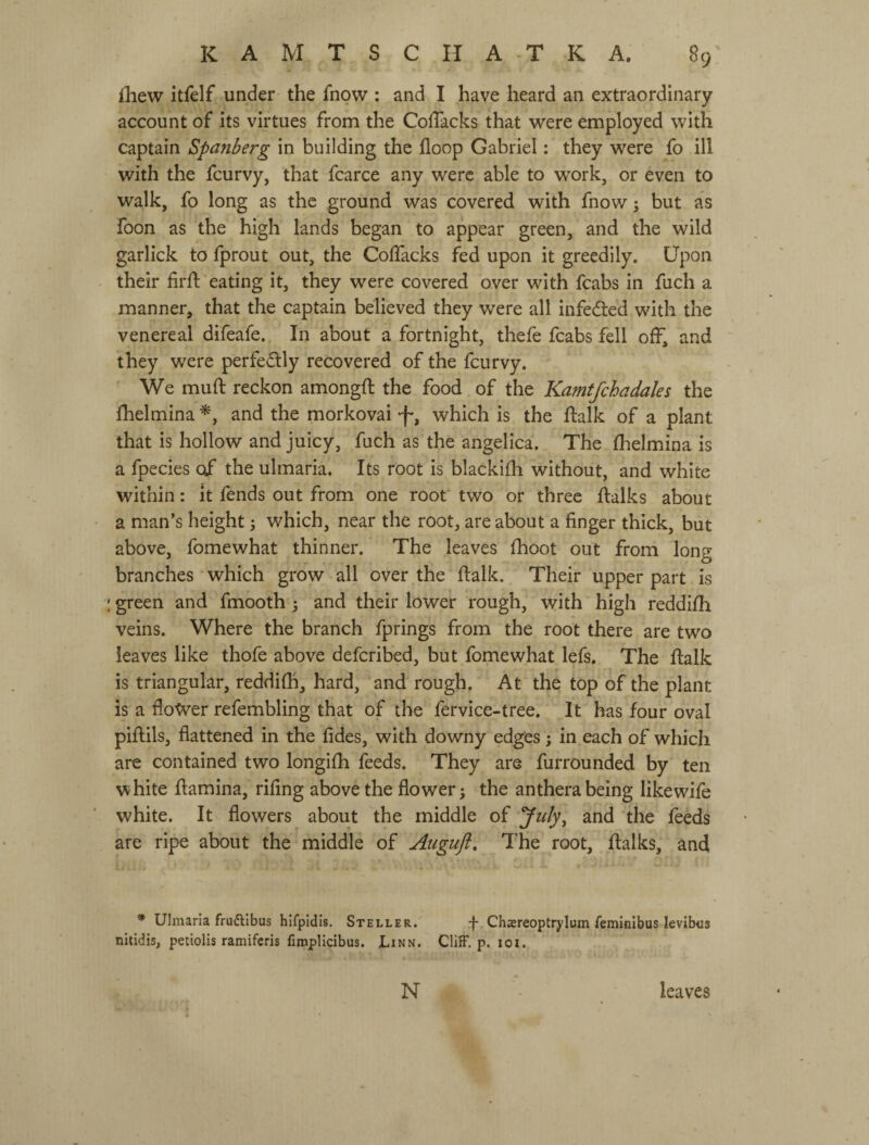 Ihew itfelf under the fnow : and I have heard an extraordinary account of its virtues from the Coffacks that 'were employed with captain Spanberg in building the floop Gabriel: they were fo ill with the fcurvy, that fcarce any were able to work, or even to walk, fo long as the ground was covered with fnow j but as foon as the high lands began to appear green, and the wild garlick to fprout out, the Coflacks fed upon it greedily. Upon their firfl; eating it, they were covered over with fcabs in fuch a manner, that the captain believed they were all infedted with the venereal difeafe. In about a fortnight, thefe fcabs fell off, and they were perfe(ftly recovered of the fcurvy. We mufl: reckon amongfl: the food of the Kamtfchadales the flhelmina and the morkovai -f*, which is the flalk of a plant that is hollow and juicy, fuch as the angelica. The fhelmina is a fpecies of the ulmaria. Its root is blackifh without, and white within: it fends out from one root two or three ftalks about a man’s height 5 which, near the root, are about a finger thick, but above, fomewhat thinner. The leaves fhoot out from long branches which grow all over the flalk. Their upper part is ; green and fmooth 5 and their lower rough, with high reddilh veins. Where the branch fprings from the root there are two leaves like thofe above deferibed, but fomewhat lefs. The ftalk is triangular, reddilh, hard, and rough. At the top of the plant is a flo'tver refembling that of the fervice-tree. It has four oval piftils, flattened in the fides, with downy edges; in each of which are contained two longifh feeds. They are furrounded by ten white fiamina, rifing above the flower; the anthera being likewife white. It flowers about the middle of Jiily^ and the feeds are ripe about the middle of Auguft, The root, ftalks, and * Ulmaria fruftibus hifpldis. Steller. f Chsreoptrylum femlnibus levibus nitidis, petiolis ramiferis firoplicibus. Linn. ClifF. p. loi. N leaves