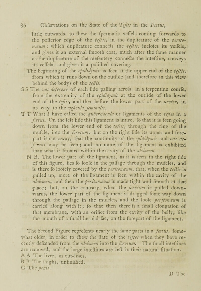 little outwards, to Ihew the fpermatic vefTels coming forwards to the pofterior edge of the tej'tis^ in the diiplicature of the perito- 7iaum : which duplicature connedls the teftis, inclofes its veflels, and gives it an external fmooth coat, much after the fame manner as the duplicature of the mefentery conneds the inteftine, conveys its veflels, and gives it a polifhed covering. The beginning of the epididymis is feen at the upper end of the teftisy from which it runs down on the outfide (and therefore in this view behind the body) of the tejiis. S S The vas deferens of each fide paffing acrofs, in a ferpentine courfe, from the extremity of the epididytnis at the outfide of the lower end of the tejlisy and then before the lower part of the uretery in its way to the vefcula feminalis. T T What I have called the gnbernacula or ligaments of the tefles in a fretus. On the left fide this ligament is intire, fo that it is feen going down from the lower end of the teftisy through the ring of the mufcle, into the fcrotinn: but on the right fide its upper and fore¬ part is cut away, that the continuity of the epididymis and vas de-^ ferens may be feen ; and no more of the ligament is exhibited than what is fituated within the cavity of the abdomen. N. B. The low'er part of the ligament, as it is feen in the right fide of this figure, lies fo loofe in the palTage through the mufcles, and is there fo loofely covered by the peritonceumy that, when the teftis is pulled up, more of the ligament is feen within the cavity of the abdomeriy and then the peritoncmm is made tight and fmooth at that place; but, on the contrary, when the fcrotum is pulled dowm- wards, the lower part of the ligament is dragged fome way down through the palTage in the mufcles, and the loofe peritoneum is carried along with it; fo that then there is a fmall elongation of that membrane, W'ith an orifice from the cavity of the belly, like the mouth of a fmall hernial fac, on the forepart of the ligament. The Second Figure reprefents nearly the fame parts in a feetusy fome- ■what older, in order to Ihew the (late of the teftes when they have re¬ cently defeended from the abdomen into fcrotum. The fmall intellines are removed, and the large intellines are left in their natural fituation. A A The liver, in out-lines. B B The thighs, unfinilhed. C The penis.