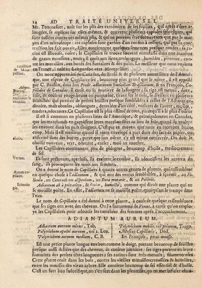 I4 AD TRAITÉ üNÏV«fS£ L _ Mr. Tournefort, naît fur les plis des extrémités dçTes feiiiIles , qui apres s’etre a es longées, fe replient fur elfe memes» & ««1»® font collées contrcees mêmes plis^ ôçquîne peuvent etrè^decouverbes qne par le ma^ J’iiiM ma « /**âr nln ! ^>r lr~\ n t- rr-infit/ar Jnn V t'Afîri yen d’un microfcope : ces câplules font'garnies d’un cordon à reflort, qui par fa con¬ cilie eff froreine, noire j le tra^ioj^.jlç$,iait pu vrdr,* Elles. contiennent quelques femenccs prefque rondes ; (a pa- aîre le trouve fouvent entrelaffé dans une maniéré de gazon moufleux , roux^ il çjfoît aux lieux,ombrageux humides , pierreux , con* . tre les murailles , aux bords des fontaines & des puits. Le meilleur que nous voyions capillaire _ r . .. n.r , .... * .. J de Moue- en France maqguedac vers Montpellier* jul3; c- . pcliiier. On neu&ppporfedefe ^Canadas, du lire (il & de plufieurs autres lieux de l’Amen - que, une efpece de Capillaire fec , beaucoup plus grand que le nôtre , il eft appelle Adimt Far ^ans fou Prodr. adiatanmn frutïco[u?n Br ajillanum\ & en François, Ca- 'gniticaf- ' pilUtre de Canadas : il croît en la maniéré de lafougere ,* fa tige eft menue, dure» &àf- ( ^ ^ ' f *’ f tta. e 1 * ' c-api canadas. rTl( ^ J. liiîe, de couleur rouge-brune ou purpurine, tirant fur le noir, fe dfvifant en pludçurs apulairede , ’ r _ 1 , J? Î^.JU _ T/. _ I _n_. i. branches: qui portent de petites Feuilles prefque femblables à de FAdian ! dinaire, maîsobtufes , oblongucs, dentelées d’un côte, entières de l’autre j .roc IL*., tendres^odorantes.Cc Capillaire eft le plus eftimé‘de tous, parce qiTîl a le plus codeur Il eft fi commun en plufieurs lieux de l’Amérique, & principalement en Canadas, «hoir* coup. Mais il eft meilleur quand il vient envelqpé à part dans des facs de papier, ou ) ehfermé^daos des boëtes , parce que fpn odeur s’y eft mieux confervée. On doit le choifir nouveau, vert, odorant, entier , moû au toucher. Les Capillaires contiennent peu de phlegrae, beaucoup d’huile, médiocrement de (cl v</« vî ’d %■ t • | rr-^’U ' 'TLIOD91I O* 3Îa *15W ils font peéfcoraux, apéritifs, ils cxçitentle crachat. ils adouciffent les acre te z du x t:.-J 1U01 ■A Autres ea* pilaire. Ecimolo Sie. fang, ifs provoquent les mois aux femmes On a donné le nom de Capillaire à quatre autres genres de plantes, quireftemblent en quelque chofe à Yadiantum , & qui ont des vertus femblables, à fçavoir , au & Ihula ,au Ceterach ou alfpemum, au Ruia murarlr , & au Polltrlc, Adiantum ab a privatîwo , Sc , hume5lo , comme qui diroit une plante qui ne ft mouille point. En effet, l’adiantum ne fe moiiille point, quoiqifqn le trempe dans 1 ca.u* . •. . v, j. , ç^iiiasoôï ïü^Iooi igT injélllbn.slq Le nom de Capillaire a été donné à cette pjante, à caufe de quelque reflemblance que fes tiges ont avec des cheveux. O11 l’a (urnomm,é deVenus, à çaufe qu’on emplo¬ yé les Capillaires pour adoucir lestrenchées des femmes aptes i’accquçhenienc. • A P iI A N T U.M ? A U R E 'U- m>VL .xm\ abnsig ab s , ,, -,jj ij | p »-... ’• | |p > )f 1®* ■ ’Ç£; /“il' f wq S b sBt Adiantum auveum minus , Tab. olytrichum ?noblle.velprlmum^ Trago, Poîytrichum apulel aureum , *vel 2. Lon, CPolytrichum aureum medium, C. B. rPolytyichum i tjfyfufcus CapillarlsDod. En François , perce-mofijfe, 4S .'-U Ëft une petite plante longue environ comme le doigt, portant beaucoup de feuilles prefque aufli déliées que des cheveux, de couleur jaunâtre : fes tiges portent en leurs i îommitez des petites têtes longuettes ; fes racines font très-menues ; filamenteiifcs Cette plante croît dans les bois , contre les vieilles muraillescrevaflees & humides, entre les moufies des vieux arbres. Elle contient beaucoup de Tel eiTentiel &c d’huile. Ceft un fort bon fodorifique^on sfe les pkureûes^îi en metinfufer chau-