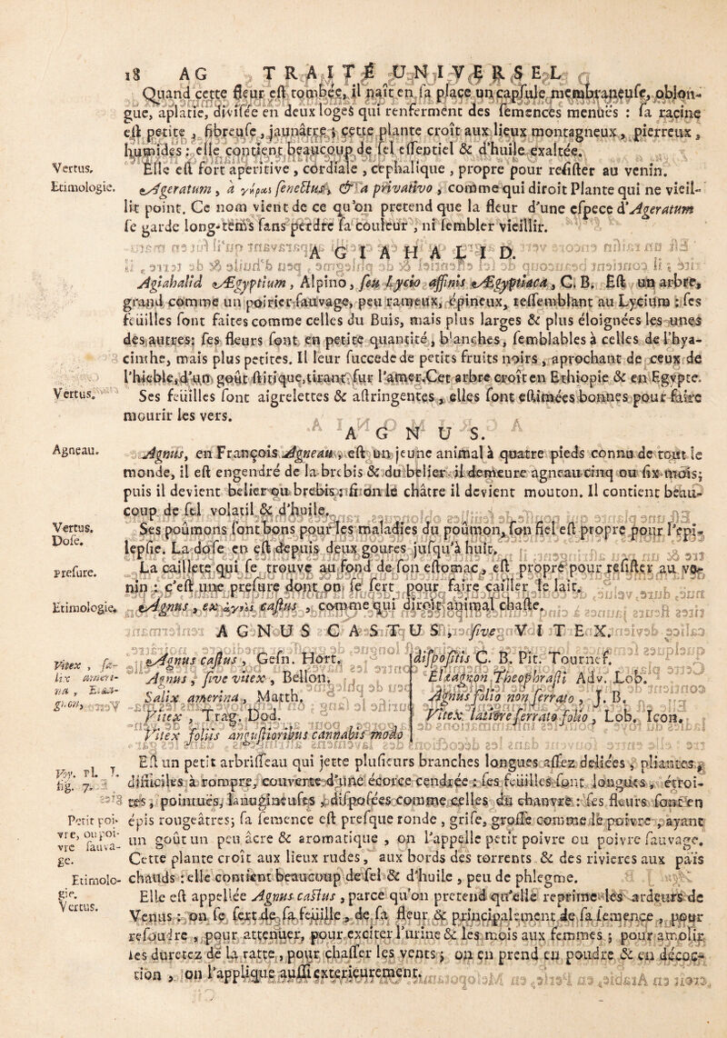 Vertus, Elle eft fort apèritive , cordiale , ctphalique , propre pour refîfter au venin. Ethnologie. Agératum , à y»p*i ÇeneUnA & a privœtivo , comme qui diroît Plante qui ne vieil¬ lit point. Ce nom vient de ce qu'on prétend que la fleur d'une cfpece à'Agératum fe garde long-Vètifc fané'pérdtt ÎW couleur , nEfembler vieillir. -m-$m Iï‘np ?rt£V£*rst|i^& 0; rm ?Aomi nflijsï no JB3 ' L ». rnsî $ aliufFJb rjt>q . ômgshîq sb m itmcidïïs .bl o!> quosn^d jmbooa li % hii ' ■ Agtahalfd ^Ægyftîum, Alpino, feu lydo affims ^Æg^ptkca, C. B. Eft un arbre, gra§d comme un poirierrfevage, peu ranieux, épineux, reffemblant au Lyciura fes fe uilles font faites comme celles du Buis, mais plus larges & plus éloignées les une£ des autres: fes fleurs font en petite quantité, blanches, femblables à celles de l’hya¬ cinthe, mais plus petites. Il leur fuccedede petits fruits noirs , a prochant de ceux de l’hiebkttom eoût ftinQue^kant^for IVîhwÆet arbre croît en Ethiopie & en Egypte* Vertus. mourir les vers. Agneau. .A ljÿl $ u s. A Agnùs, en Françoîs Agneatm eft un jeune animal à quatre pieds connu de tout le mande, il eft engendré de la brebis 8c -dcbbclier.vil-demeureagneati^îîqmm.fomùls; puis il devient beikr^u?br^bfçn&dnii châtre il devient mouton. Il contient beaik i rt i _?i 'L, Vertus. Dole. prefure. Etimologic* cqup de fel volatil 4 ^'K'g/.r.ï .zmmoWs njiiisal sLsRu , . 7 cmü J13. lé Fumons font bons pour les malad.es du poumon, fon fie. eft propre pour l'epi- epfie. La dofe eu eft depuis deux goures ,ufqu a huit Jn9 hflji m 3 m U caille te qui fe trouve au fond de fon eftomac, eft propre pour re un • nrw» ki r*» Ar\r\r r»n i#*6 lf>rt nnnr fou-/» f-uilpr I» 'air 3b C3ubvc3^ub e3Un « er au. va* m) & AjI ®3U [fllrpnÎD i 89£Jim| ni/sR 8930 Vitex , fa¬ it.x amen- U A , JLlâiï- Zhm«■£ anûn^i Jk ÇhtSMM^-zw Aasfcifïq U> ;T E- X^nsivsb-^if^ 9î.Éij0, .^ -Gefn.Hort. '9Snoi ournef. jl X . -D î! Fl h, rr-V fl- A J T î aaro 01.0a aurtop rgniKpi» 2pp sfioiât 110*13 ^lasic sfgmJ i ftve vue» , Bellon, - , tiE^on^eop^ Adv. Loo, bdtx arnenna > Matth. AjDws folio non (errât0 , T. B. '&l?t8«#iMcHïïâr«ô i Sn*> 31 aôno.i lJ, 3 1313003 rie* îœiértfrrat,, * banqiîÊtnmftfifli ‘1 id zttBb ‘Ut:- Es 3ÜH ït*folio . Lob, ïcon. n ^ ms, poiimiësglânu|lmuftiS ^diiÿofées commocelles .in chanvife,: fes fleurs fcn&n Petit poî* épis rougeâtres; fa feraence eft prefque ronde , grife, groile comme lé poivre , ayant vrc* fauva- 1111 gPUt un peu.âcre& aromatique , on l'appelle petit poivre ou poivre fauvage. gc. Cette plante croît aux lieux rudes, aux bords des torrents 8c des rivières aux pa-ïs Et i mole- chauds telle contient beaucoup de fel 8c d'huile , peu de phlegme. pr. Vertus. ii, Wu-ltt , ..tvumvi, pwu*?v/iv*i.v4. a wnuc w. JV.J IUVJ3 dUA IV.UIWJV9 , jJULii 4U,UHi les durctez dé la ratte , pour chalTer les vents j on en prend eu poudre 8c en décoc¬