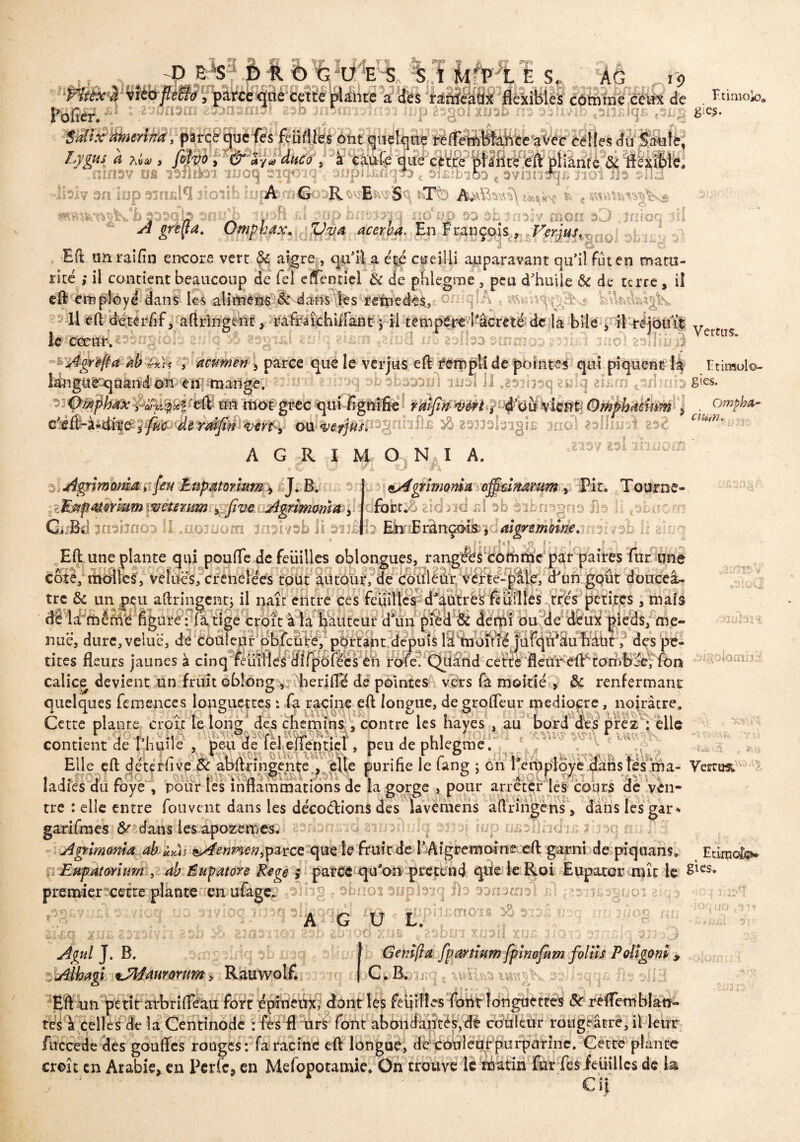 ' Fîtex lM9av.auua£ajacij53£la üi jisjiüæ li é cette plante a Hes ranfcâàx flexibles coin me ceux de Etimoio* 13 33ÎIVID «siiBlqB e3U9 gies. i.Bi ; 2uofl3tn guonsmsi 23b justnialrm iiip âsgol xua $a!ixmert»d, pïtcëyièies feuilles ont quelque refTembfance avec celles dti Saule, Lygus 4 *«, , , à caufe que cette planté eft pliante & flexible, mfî3V m 13liîi3l 1UOC] 3ïÇf0iq‘; 3JJpIi£nqT)t SjBïb'lOO t bVDll^jü 3101 Tl3 3lÜ 11317 30 iop ainsi*! 3ioïib inp/fetïi#3oR*> « tttftûragfc'* wVbsosqb sno'b iifsft $1 gup tantmiq mvm 33 oh 30357 mon oD jmoq *il A greffa. Omphœx. Vva acerba. En François, Verjusv :,;v Il eft dé ter/if, aftringent, ra fraie h il Fan t ; il tempère l'âcreté de la bile , il réjouit v . le ftfeæti*33ngiôfô siiîq & esgtki zrilq 2tèt*i>îij8 m taflab 3coco03 * mû ju6\ nudi à Vctm' A greffa ah £*>? , acurnen , parce que le verjus eft rempli de pointes qui piquent h Etiœolo- A G R I M O N, I A. 037 231 lhiiOtTi lAgrîmoma offainarum, Fit. Tourne- dn»br& zictaid b! oh èibnagno fis îi (3bnoin b EiïiBrânçotis;, II aiuq 3* „?« s ■a Agnmoma pi feu Énpammm) éj. B, /èlàxfiatQrmm mmrum , five Agrlmom/t, GuBd 30313003 il.0030001 3031 vsb lî 313£ Efi une plante qui poufle defeüiUes oblongues, rangft^comfhe par paires fur line côte, molles, velues, crenelées tout autour, de couleur verte-pâle, d'un goût douceâ~ tre & un peu aftringent; il paie entre ces feuilles d'autres feuilles très petites, mais de la même figure : fà tige croît à la hauteur d’un pied & demi ou de deux pieds, me¬ nue, dure,velue, dé couleur obfcure, portant depuis la moitié jufqifâu haut, des pe- ,33313V ilülSïï tires fleurs jaunes à cinq feuilles difpofécs en rofe.'Qtiand v calice devient un fruit obîong herifle de pointes vers fà moitié , &c renfermant V-VaG. contient de l’huile , peu de Tel eflenticl, peu de phlegme, ,1 Elle çft ejetérfive fk abftringente , elle purifie le fang ; en remployé dans les ma- Vernis* ladies du rove , pour les inflammations de la gorge , pour arrêter les cours de yen- tre : elle entre îouvent dans les décoctions des lavemens altnngens, dans lesgar* tes & dans les apozemes. prbrrnicj giuarhjlq 3333( iup iXBoflnchrB ifaaq nriJlH Agrlmoma ab ù*)s tssfenmen, parce que le fruit de rAîgremoine eft: garni de pi quans. Etimcfo» iiEnpatmum , ab Éupatore Rege ; parce qu'on prétend que le Roi Eupatcr mît le premier cette plante en ufage^.»olhg e bbnôi awplsiq flo son a tri 31 e! c Z 313 B 3 JJ U O î £ ' C J5*3$ » cl 31710Q 1U3Q 31 33031103 23P 20100 Xîifî ^ k pipBcnois X A 3 «b* )btn icuail x ■uog ni (JO ,31 1 Gemfîa fpartîum fpwofum foins Poligonï 9 , Ràuwolf* '’|‘GpEb'ii; iK obiiaqqjs fis oJ13 2S-BC| X-UB 2313ÎVi'Z 2SD A gui J. B. lAihagi tJMauYomm ft m n 4* IQ. I Efl un petit arbrifléau fort épineux, dont les feuilles font longuettes St reffemblan- tes à celles de la Centinode : fes fl urs font abondantes,de couleur rougeâtre, il leur fuccede des goufles rouges: fa racine efl longue, de couleur purpurine. Cette plante croît en Arabie, en Perle, en Mefopotamie. On trouve le réàtin fur fes feuilles delà iü3: