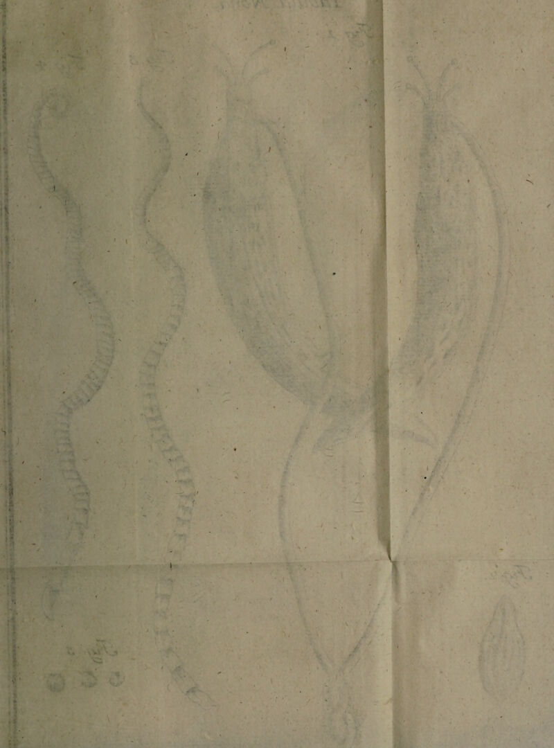 s ■ ' it i - V ’ d i f \ <r t » 1 I t V f l / 1 V ■ c / \ ✓ i