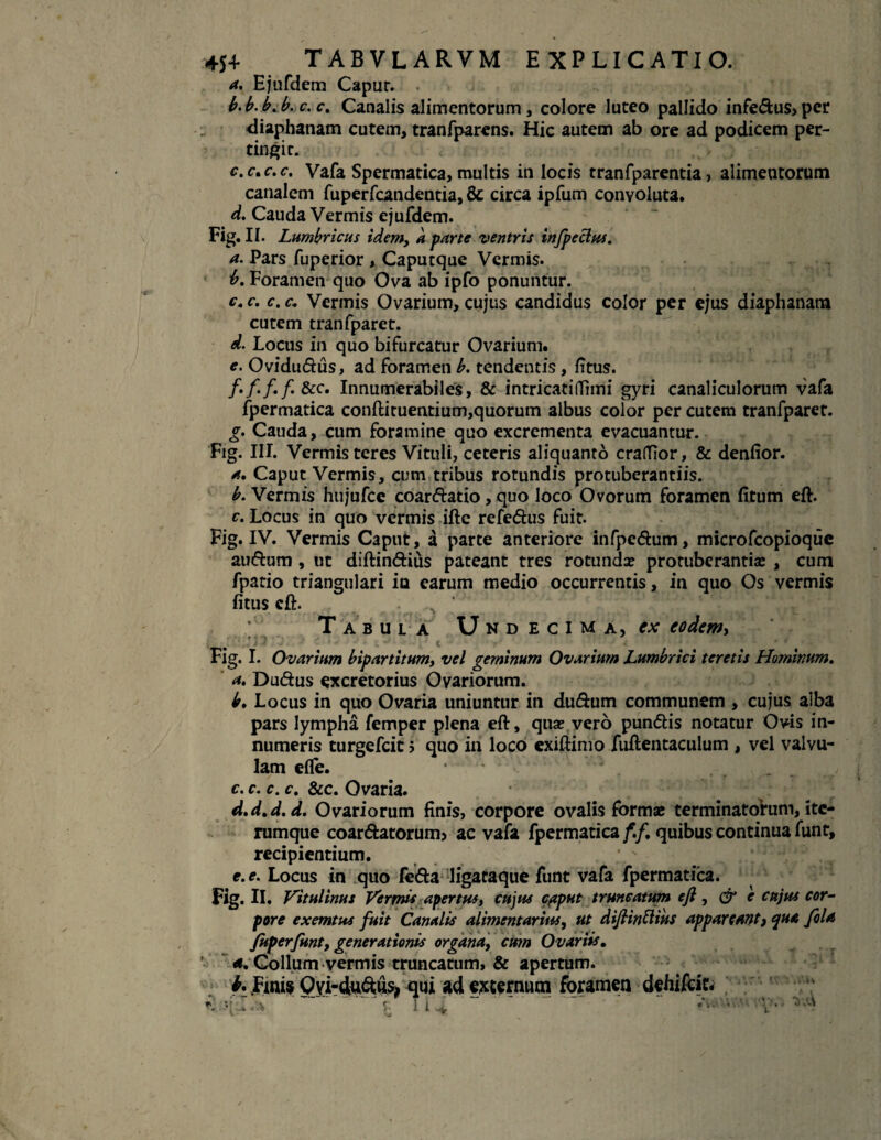 a. Ejnfdem Caput. b. b. b.b. c. c. Canalis alimentorum, colore luteo pallido infe&us, per diaphanam cutem, tranfparens. Hic autem ab ore ad podicem per¬ tingi r. c. c.c.c. Vafa Spermatica, multis in locis tranfparentia, alimentorum canalem fuperfcandentia, & circa ipfum convoluta. d. Cauda Vermis ejufdem. Fig. II. Lumbricus idem, a farte ventris infpeclus. a. Pars fuperior , Caputque Vermis. b. Foramen quo Ova ab ipfo ponuntur. c. c. c. c. Vermis Ovarium, cujus candidus color per ejus diaphanam cutem tranfparet. d. Locus in quo bifurcatur Ovarium. e. Ovidu&us, ad foramen b. tendentis, litus. /•/•/•/• &c* Innumerabiles, & intricatiIfimi gyri canaliculorum vafa fpermatica conftituentium,quorum albus color per cutem tranfparet. g. Cauda, cum foramine quo excrementa evacuantur. Fig. III. Vermis teres Vituli, ceteris aliquanto craflior, & denfior. a. Caput Vermis, cum tribus rotundis protuberandis. b. Vermis hujufce coar&atio, quo loco Ovorum foramen litum eft. c. Locus in quo vermis ifte refe&us fuit. Fig. IV. Vermis Caput, a parte anteriore infpedhim, microfcopioque auftum , ut diftin&ius pateant tres rotunda? protuberantia: , cum fpatio triangulari in earum medio occurrentis, in quo Os vermis litus eft. ' Tabula Undecima, ex eodem, Fig. I. Ovarium bipartitum, vel geminum Ovarium Lumbrici teretis Hominum. a. Du&us excretorius Ovariorum. b. Locus in quo Ovaria uniuntur in du&um communem , cujus alba pars lympha femper plena eft, qua: vero pun<5tis notatur Ovis in¬ numeris turgefcit 5 quo in loco exiftimo fuftentaculum , vel valvu¬ lam elfe. c. c. c. c. &c. Ovaria. d. d.d.d. Ovariorum linis, corpore ovalis formae terminatorum, itc- rumque coar&atorum, ac vafa fpermatica f.f. quibus continua funt, recipientium. e. e. Locus in quo lefta ligataque funt vafa fpermatica. Fig. II. Vitulinus Vermis apertus, cujus caput truncatum eft, & e cujus cor¬ pore exemtus fuit Canalis alimentarius, ut diftinttius appareant, qua fila fuperjunt, generationis organa, cmn Ovariis, d. Collum vermis truncatum, & apertum. k* .Finis Ovi-da^us* qui ad wernum foramen dehifeic.