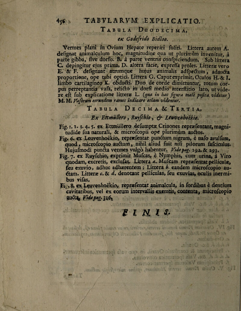 Tabula Duodecima, ** , ... ■* . . . j' ' • * . . i j * •» , . k ‘ ' Tv ex Godefrido Bidloo. Vermes plani in Ovium Hepate reperiri foliti. Littera autem A. defignat animalculum hoc, magnitudine qua ut plurimum invenitur, a parte gibba, flve dbrfo. B. d parte ventris confpiciendum. Sub littera C. depingitur ejus prima, D. altera facie, exprefla proles. Littera vero E. & F. defignant utrumque hujus animalis adfpedum, adauda proportione, ope tubi optici. Littera G. Caput exprimit, Oculos H.& I. limbo cartilagineo K. obdudi. Duo de corde dimittuntur, totum cor¬ pus perreptantia vafa, relido m dorfi medio* interftitio lato, ut vide¬ re eft fub explicatione litterae L. (qua in hac figura male pofita videtur) 3M. M. Vdjbrum eorundem ramos indicare etiam videntur. Tabula Decima&Tertia. Ex Ettmulkro, Ruyfchio, & Leuvenhoekto. Fig. i. 5.4. 5. ex EttmUllera defumpts Crinones reprsefentant, magni- tudide fua naturali, & microfcopii ope plurimdm audos. Fig. ex Leuvenhoekio, reprrfentat pundum nigrum, e nafo avulfum, quod, microfcopio audum, nihil aliud fuit nifi pilorum fafciculus. Hujufmodi punda vermes vulgo habentur, yidepag. 290. & 293. Fig. 7. ex Ruyfchio, exprimit Mufcas» e Nymphis, cum urina, a Viro quodam, excretis, exclufas. Littera a. Mufcam reprafentat pelliculae, feu exuvio, adhuc adhaerentem j Littera b. eandem microfcopio • au- dam. Littera: c. & d. denotant pelliculas, feu exuvias, oculis inermi¬ bus vifas. .. 3Fi.> 8. ex Leuvenhoekio, repraefentat animalcula, in fordibus e dentium 'cavitatibus, vel ex eorum intervallis exemtis, contenta, microfcopio fidepAg. 11 u l £