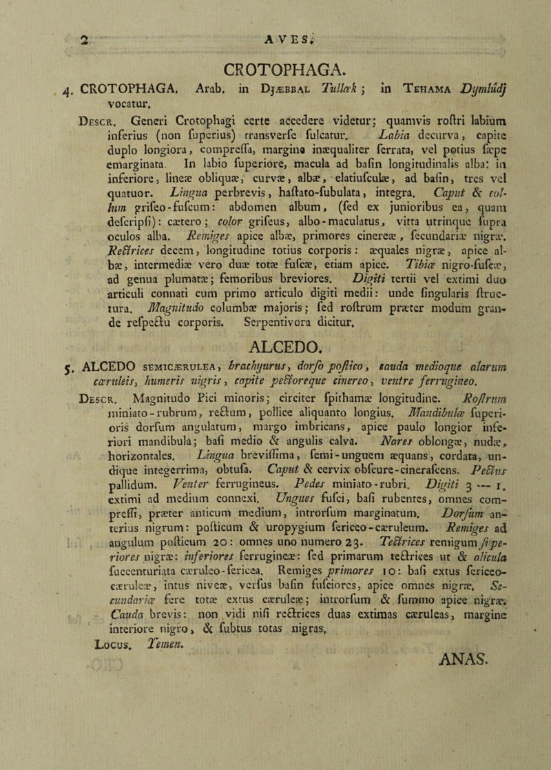 CROTOPHAGA. 4, CROTOPHAGA. Arab, in Djjebbal Tullak ; in Tehama Dymludj vocatur. Descr. Generi Crotophagi certe accedere videtur; quamvis roftri labium inferius (non fupcrius) rransverfe fulcatur. Labia decurva, capite duplo longiora, comprefla, margina inaequaliter ferrata, vel potius faepc emarginata. In labio fuperiore, macula ad bafin longitudinalis alba; in inferiore, lineae obliquae, curvae, albae, elatiufculae, ad bafin, tres vel quatuor. Lingua perbrevis, haftato-fubulata, integra. Caput & col¬ lum grifeo-fufcum: abdomen album, (fed ex junioribus ea, quam defcripfi): cetero; color grifeus, albo-maculatus, vitta utrinque fiupri oculos alba. Remiges apice albae, primores cinereae, lecundariae nigra*. Reffirices decem, longitudine totius corporis : mquales nigra;, apice al¬ bae, intermediae vero duae totae fufcae, etiam apice. Tibice nigro-fufeae, ad genua plumatae; femoribus breviores. Digiti tertii vel extimi duo articuli connati cum primo articulo digiti medii: unde lingularis ftruc- tura. Magnitudo columbae majoris; fed roftrum praeter modum gran¬ de refpeflu corporis. Scrpentivora dicitur. ALCEDO. 5. ALCEDO semic^erulea , brachyurus, dorfo pojlico, cauda medioque alarum canthis, humeris nigris, capite pedi ore que cinereo, ventre ferrugineo. Descr. Magnitudo Pici minoris; circiter fpithamae longitudine. Rojlrnm miniato - rubrum, reflum, pollice aliquanto longius. Mandibula fuperi- oris dorfum angulatum, margo imbricans, apice paulo longior infe¬ riori mandibula; bafi medio & angulis calva. Nares oblongae, nudae,, horizontales. Lingua brevifiima, femi-unguem aequans, cordata, un¬ dique integerrima, obtula. Caput & cervix oblcure-cinerafcens. Peffius pallidum. Venter ferrugineus. Pedes miniato-rubri. Digiti 3 — 1. extimi ad medium connexi. Ungues fufci, bafi rubentes, omnes com- preflt, praeter anticum medium, introrfum marginatum. Dorfum an¬ terius nigrum: podicum & uropygium fericeo-caeruleum. Remiges ad angulum pofticum 20: omnes uno numero 23. TeSfrices remigum Jipe¬ rior es nigrae: inferiores ferrugineae: fed primarum te&rices ut & alicula fuccemuriata caeruleo-fericea. Remiges primores 10: bafi extus fericeo- caeruleae, intus niveae, verfus bafin ftifciorcs, apice omnes nigrae. Se¬ cundaria fere totae extus caeruleae; introrfum & fu mino apice nigrae; Cauda brevis: non vidi nifi re&riees duas extimas caeruleas, margine interiore nigro, & fubtus totas nigras. Locus. Temere. ANA S*