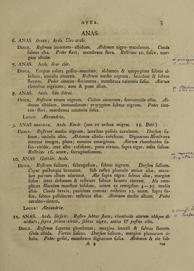 V AVES. 5 ANAS* 6. ANAS a*iser ; Arab. Uces arafii. Descr. RoJImm incarnato - albidam. Abdomen nigro-maculatum. Cauda fubtus alba. Pedes flavi; membrana flava. Reffirices ic. fufcae, mar¬ gine albidae. 7. ANAS. Arab. Scar chir. Descr. Corpus colore grifeo-maculato: abdomen & uropygium fubtus ab bidum , maculis cinereis. Roftrum medio nigrum, lateribus & fubtus flavum. Pedes cinereo-flavicantes, membrana natatoria fufca. Alarum rhombus nigricans ; ante & pone albus. g. ANAS. Arab. Sdu Sdrai. C7 - & r ( * r/. JCu # *—- Descr. Rojlrum totum nigrum. Collum cinereum, femicirculis albis. Ab¬ domen albidum, immaculatum: uropygium fubtus nigrum. Pedes cine¬ reo - flavi, membrana natatoria fufca. Locus: Alexandrice, -9. ANAS boschas. Arab. Kendr. (una ex avibus migrat, ij. Batt.) Descr. Rojlrum medio nigrum, lateribus pallide cteruleum. Dorfum fu- fcum , undulis albis. Abdomen albido - rufefcens. Digitorum Membrana interior integra, plena; exterior emarginata. Alarum rhomboides fu- fco - viridis, ante albo - rufefcens, pone niveus, fupra niger, infra fufcus. Reffrices 16. acutae, ferruginelcentes. IO. ANAS Gattdir. Arab. at*'~ Descr. Rojlrum fufcum, fubrugofum, fubtus nigrum. Dorfum fufcum. Caput pe&usque bruneum. Sub roflro plumulae anticae albae, macu¬ lam parvam albam adornant. Alce fupra nigrae: fubtus albae, margine fufcae: inter abdomen & te&rices fubtus bruneo - cinereae. Ala com¬ plicata Maculam monflrat bifidam, ortam ex remigibus 4 — 20. medio albis. Cauda brevis, paululum cuneata: reftrices 12. acutae, fupra fu¬ fcae, fubtus pallidiores: te&rices albae. Abdomen medio album. Pedes caeruleo - cinerei. Locus: Alexandrice. 1 Xi, ANAS. Arab. Sirfceir. Rofro fubtus flavo; rhomboide alarum oblique di¬ midiato , fupra fericeo -viridi, fubtus nigro, antice pofice albo. Descr. Rofrum fuperne plumbeum; margine laterali & fubtus flavum. Gula albida. Vertex fufcus. Dorfum fufcum, margine plumarum al¬ bido, Pedes grifei, membrana digitorum fufca. Abdomen & alae fub- A 2 tus 'j k !^*W* T,,< . /m/*<