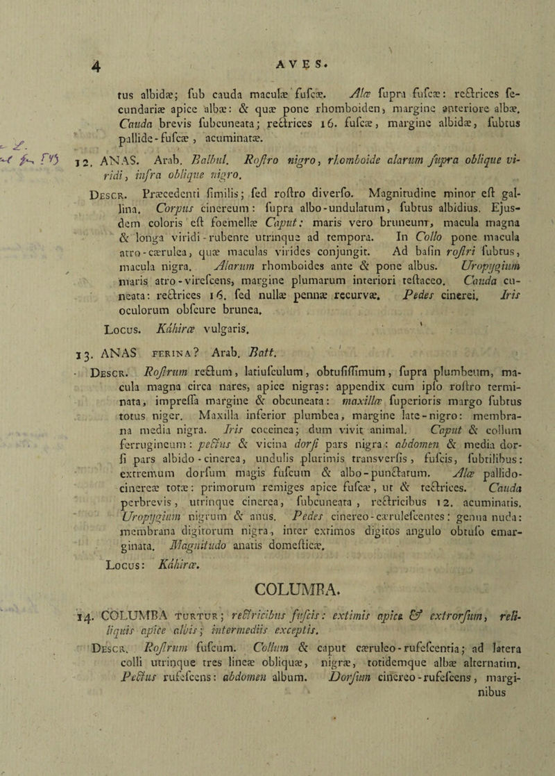 - g. tus albidae; fub cauda macula fufcx. Ala fupra fu fere: re£lrices fe¬ cundaris apice albae: & quae pone rhomboiden, margine anteriore albae. Cauda brevis fubcuneata; recirices i6. fufes, margine albidae, fubtus pallide-fufcae , acuminatae. / fV) j 2. ANAS. Arab. Balbul. Rqftro nigro, rhomboide alarum fupra oblique vi¬ ridi , infra oblique nigro, Descr. Praecedenti fimilis; fed roftro diverfo. Magnitudine minor eft gal¬ lina. Corpus cinereum: fupra albo-undulatum, fubtus albidius. Ejus¬ dem coloris eft foemellae Caput: maris vero bruneum, macula magna & longa viridi - rubente urnnque ad tempora. In Collo pone macula atro - caerulea, quae maculas virides conjungit. Ad balin rqjlri fubtus, macula nigra. Alarum rhomboidea ante & pone albus. Uropijqium maris atro - virefeens, margine plumarum interiori teftaceo. Cauda cu¬ neata: re&rices 16. fed nullae pennae recurva. Pedes cinerei, Iris oculorum obfcure brunea. Locus. Kdhirce vulgaris. 13. ANAS ferina? Arab. Batt. ■ Descr. Rojlrum re&um, latiufculum, obtufilTimum , fupra plumbeum, ma¬ cula magna circa nares, apice nigras: appendix cum ipfo rortro termi¬ nata, imprelfa margine & obeuneara: maxilla: fuperioris margo fubtus totus niger. Maxilla inferior plumbea, margine late-nigro: membra¬ na media nigra. Iris coccinea; dum vivit animal. Caput & collum ferrugineum : pedtus Si vicina dorji pars nigra : abdomen Sc media dor- fi pars albido - cinerea, undulis plurimis transverfis , fulcis, fubrilibus: extremum dorfum magis ftifcum Si albo-pun&arum. Alce pallido- cinereae totae: primorum remiges apice fufeae, ut & refhices. Cauda perbrevis, utrinque cinerea, fubcuneata, re&ricibus 12. acuminatis. Uropijgium nigrum Si anus. Pedes cinereo-caerulefcentes: genua nuda: membrana digitorum nigra , inter extimos digitos angulo obtufo emar- ginata. Magnitudo anatis domeflicae. Locus: Kdhirce. COLUMBA* 14. COLUMBA turtur; retricibus fufeis: extimis apice Cf extrorfum, reli- linuis apice alvis; intermediis exceptis, Descr. Rojlrum fufeum. Collum Si caput caeruleo - rufefeentia; ad latera colli utrinque tres lineae obliquae, nigrae, toridemque albae alternarim. Petus rufefeens: abdomen album. Dorfum cinereo -rufefccns , margi¬ nibus