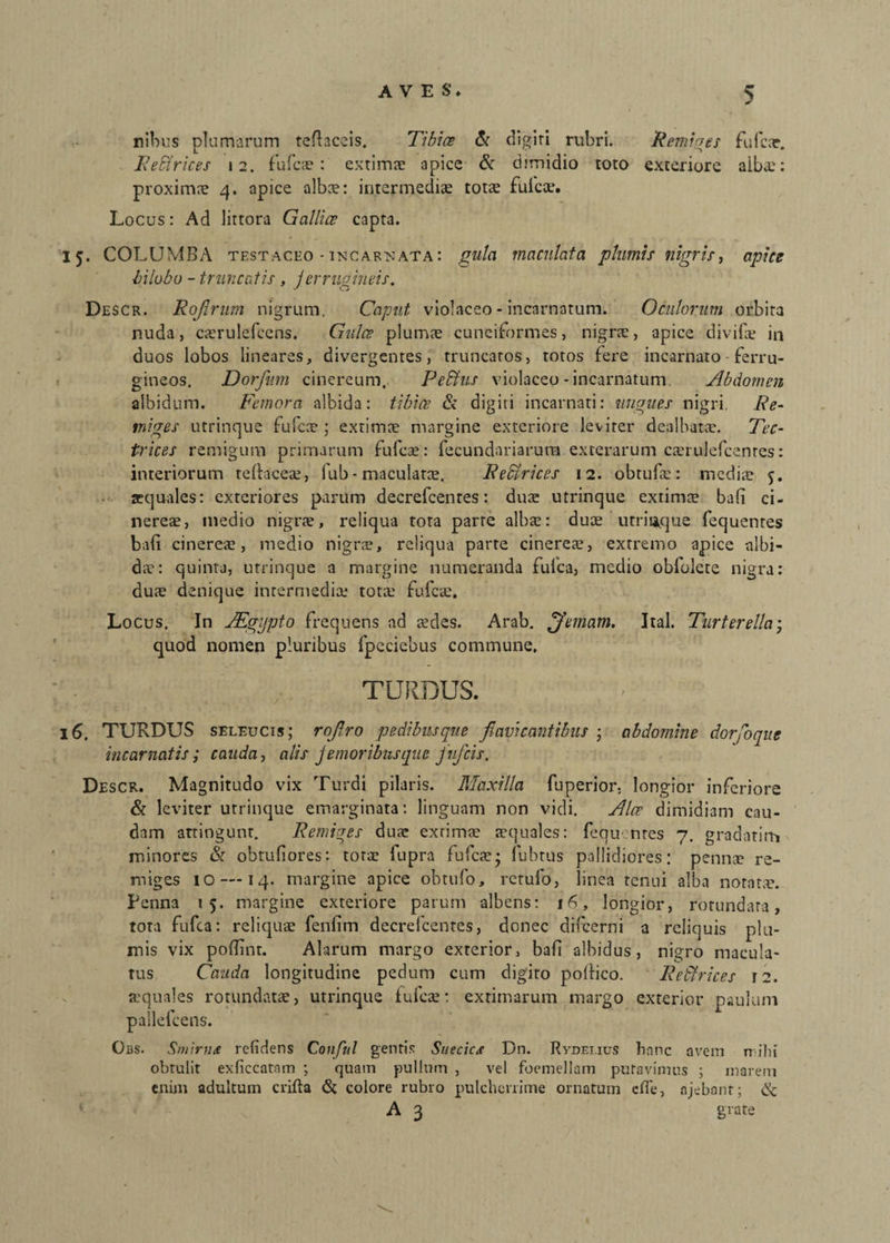 nibus plumarum tefLiceis. Tibice & digiti rubri. Remiges fufcar. ReEirices 12. fufcs: extimae apice & dimidio toto exteriore albae: proximae 4. apice albs: intermediae totae fufcs. Locus: Ad littora Gallice capta. 15. COLUMBA testaceo • incarnata: gula maculata plumis nigris, apice bilobo - truncatis, 1 erruoineis. •S O Descr. Rojirum nigrum. Caput violaceo - incarnatum. Oculorum orbita nuda, csrulefcens. Gulas plumae cuneiformes, nigrae, apice divifoe in duos lobos lineares, divergentes, truncatos, totos fere incarnato ferru¬ gineos. Dorfurn cinereum. Pe Eius violaceo-incarnatum Abdomen albidum. Femora albida: tibice & digiti incarnati: ungues nigri Re¬ miges utrinque fufcne; extimae margine exteriore leviter dealbatae. Tec- trices remigum primarum fufcs: fecundariarura exterarum coerulefcenres: interiorum teftaces, lub - maculatae. Retrices 12. obtufae: mediae 5. aequales: exteriores parum decrefcenres: dus utrinque extimae bali ci¬ nereae, medio nigrae, reliqua tota parre albae: duae utrinque fequentes bali cineres, medio nigrae, reliqua parte cineres, extremo apice albi¬ dae: quinta, utrinque a margine numeranda fulca, medio obfolete nigra: dus denique intermedis tots fufcae. Locus. In JEgypto frequens ad sdes. Arab. jfemam. Ital. Turterella • quod nomen pluribus fpeciebus commune. TURDUS. 16. TURDUS seleucis; rojlro pedibus que favi cantibus • abdomine dorfo que incarnatis; cauda, alis j emor ibus que fufeis. Descr. Magnitudo vix Turdi pilaris. Maxilla fuperior, longior inferiore & leviter utrinque emarginata: linguam non vidi. Alce dimidiam cau¬ dam attingunt. Remiges dus extims squales: fequ nres 7. gradati rt* minores & obtufiores: tots fupra fufcs; fubtus pallidiores: penns re¬ miges 10 — 14. margine apice obtufo, rctufo, linea tenui alba norats. Penna 15. margine exteriore parum albens: 16, longior, rotundata, tota fufea: reliquae fenlim decrefcentes, donec difeerni a reliquis plu¬ mis vix poflint. Alarum margo exterior, bafi albidus, nigro macula- tus Cauda longitudine pedum cum digito poltico. ReEtrices 12. squales rotundatae, utrinque fufcs: extimarum margo exterior paulum pallefcens. Qbs. Smirna relidens Conful gentis Suecics Dn. Rydei.ius bnne avem milii obtulit exliccatam ; quam pullum , vel foemellam putavimus ; marem enim adultum crifta & colore rubro pulcherrime ornatum cfle, njebont; ik. A 3 grate