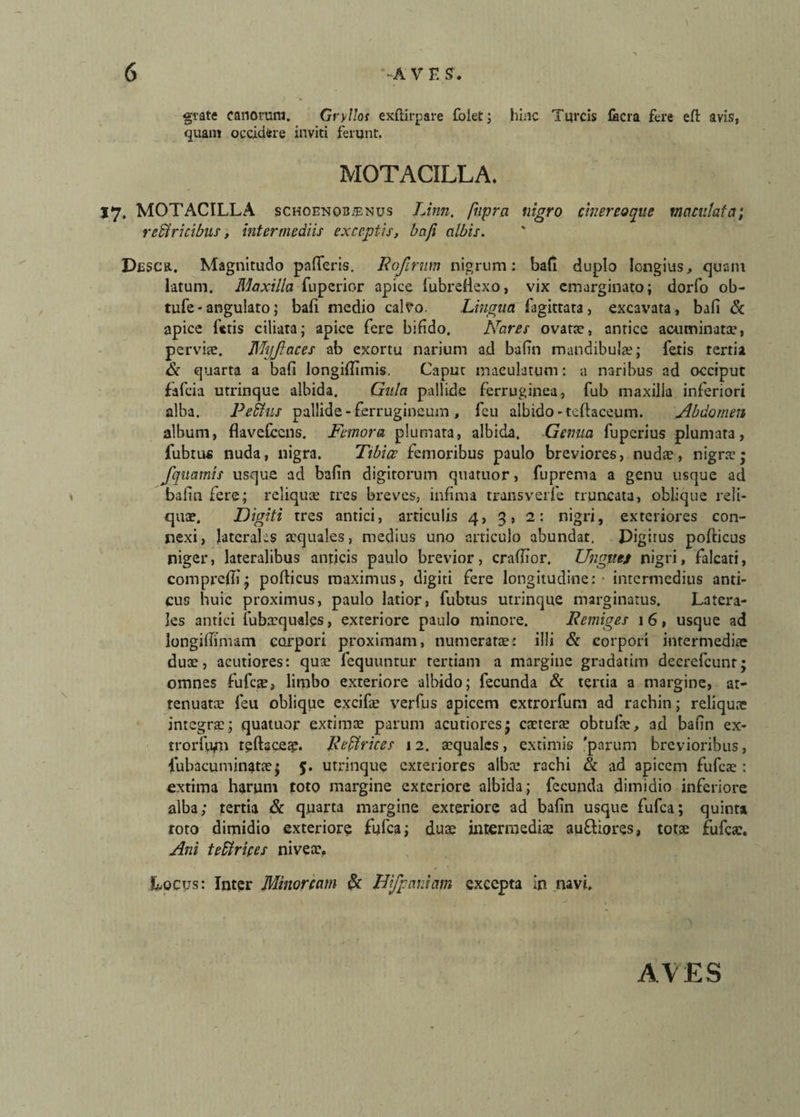 grate canorum. Gryllos exftirpare folet; hinc Tureis fiicra fere eft avis, quam occidere inviti ferunt. MOTACILLA. 17. MOTACILLA schoenqb^nus TJnn. fupra nigro chereoque maculata; retricibus, intermediis exceptis, bcifi albis. Dcsck.. Magnitudo paderis. Rojirum nigrum; bafi duplo longius, quam latum. Maxilla fuperior apice fubrefiexo, vix emarginato; dorfo ob- tufe* angulato5 bafi medio calvo. Lingua fagittata, excavata, bafi 8c apice fetis ciliata; apice fere bifido. Nares ovatae, antice acuminatae, perviae. Myjlaces ab exortu narium ad bafin mandibulae; fetis rertia & quarta a bafi longifiimis. Caput maculatum: a naribus ad occiput fafeia utrinque albida. Gula pallide ferruginea, fub maxilla inferiori alba. Pe tus pallide-ferrugineum , feu albido -tcfiaceum. Abdomen album, flavefccns. Femora plumata, albida. Genua fuperius plumata, fubtufi nuda, nigra. Tibiae femoribus paulo breviores, nudae, nigrae; Jqitamis usque ad bafin digitorum quatitor, fuprema a genu usque ad bafin fere; reliquae tres breves, infima transverfe truncata, oblique reli¬ quae. Digiti tres antici, articulis 4, 3, 2: nigri, exteriores con¬ nexi, laterales aequales, medius uno articulo abundat. Pigirus pofiicus niger, lateralibus anticis paulo brevior, crafiior. Ungues nigri, falcati, comprefii; porticus maximus, digiti fere longitudine: - intermedius anti¬ cus huic proximus, paulo latior, fubtus utrinque marginatus. Latera¬ les antici fubaequales, exteriore paulo minore. Remiges 16, usque ad longiflimam corpori proximam, numeratae: illi & corpori intermediae duae, acutiores; quae fequuntur tertiam a margine gradatim decrcfcunr; omnes fufeae, limbo exteriore albido; fecunda & tertia a margine, at¬ tenuata; feu oblique excifae verfus apicem extrorfum ad rachin; reliquae integrae; quatuor extimae parum acutiores; caeterae obtufae, ad bafin ex- trorfufn r?ftsce?. Retrices 12. aequales, extimis 'parum brevioribus, lubacumin^tae; 5. utrinque exteriores alba; rachi & ad apicem fufea; : extima harum toto margine exteriore albida; fecunda dimidio inferiore alba; tertia & quarta margine exteriore ad bafin usque fufea; quinta roto dimidio exteriore fufea; duae intermediae au&iores, totae fufeae. Ani tetripes nivea;, Locus; Inter Minoream & Hifpaniam excepta in navi. AVES