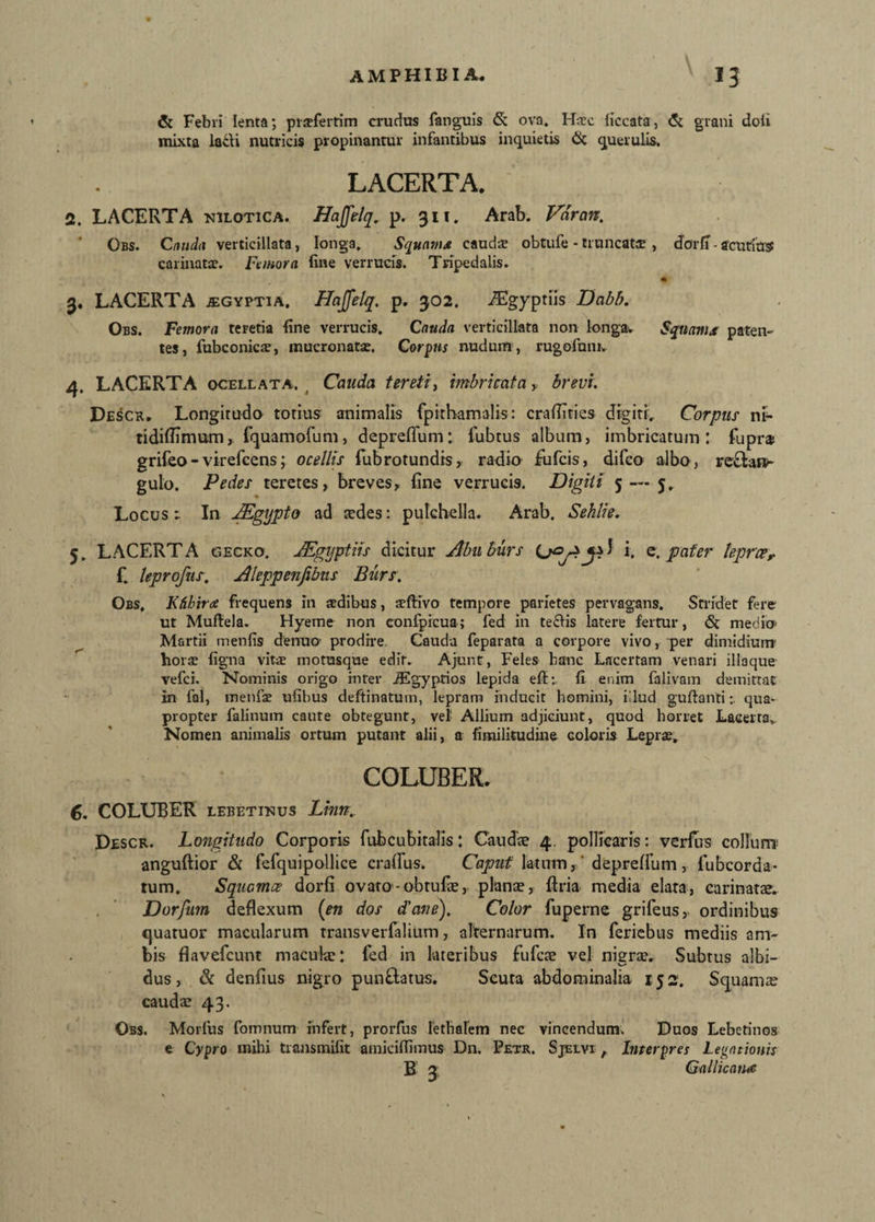 & Febri lenta; prifertim crudus fanguis <5: ova. Hic {iccata, & grani doii mixta latti nutricis propinantur infantibus inquietis ik querulis. LACERTA. 2. LACERTA Nilotica. Hajfe/q. p. 311. Arab. Varan. Obs. Cnuda verticillata, longa. Squama eaudi obtufe - truncati, dbrlT - acutius: carinati. Femora fine verrucis. Tripedalis. 41 3. LACERTA .ffiGYPTia, Hajfelq. p. 302. iEgypriis Dabb. Obs. Femora teretia fine verrucis. Cauda verticillata non longa. Squama paten¬ tes , fubconici, mucronati. Corpus nudum , rugofum. 4. LACERTA ocellata. . Cauda tereti, imbricata , brevi. Desch. Longitudo torrus animalis fpithamalis: craffities digiti.. Corpus ni- tidiflimum, fquamofum, depreffum: fubtus album, imbricatum: fupras grifeo-virefcens; ocellis fub rotundis, radio fufcis, difco albo, reflare- gulo. Pedes teretes, breves, Ane verrucis. Digiti 5 — 5. Locus: In JEgypto ad aedes: pulchella. Arab. Sehlie. 5. LACERTA gecko. JEgyptiis dicitur Abnburs 1 i, e. pater lepraer f. leprofits. Aleppenfibns Burs. Obs, Khhira frequens in idibus, iftivo tempore parietes pervagans. Stridet fere ut Muftela. Hyeme non confpicua; fed in tecfis latere fertur, & medio Martii menfis derruo prodire Cauda feparata a corpore vivo, “per dimidium’ hori figna viti motusque edit. Ajunt, Feles hanc Lacertam venari iliaque vefci. Nominis origo inter iEgyptios lepida eftfi enim falivam demittat in fal, menfi ufibus deftinatum, lepram inducit homini, illud guftantiqua¬ propter falinum caute obtegunt, vel Allium adjiciunt, quod horret Lacerta» Nomen animalis ortum putant alii, a fimilitudine coloris Lepri. COLUBER. 6. COLUBER lebetinus Linn.. Descr. Longitudo Corporis fubcubitalis: Caudae 4. pollicaris: verfus collum anguftior & fefquipollice craflus, Caput latum, ' depreffum , fubcorda- tum. Squamee dorfi ovato-obtufe, plana?, ftria media elata, carinatae. Dorfum deflexum (en dos dane). Color fuperne grifeus, ordinibus quatuor macularum transverfalium, alternarum. In feriebus mediis am¬ bis fiavefeunt maculae: fed in lateribus fufeae vel nigrae. Subtus albi¬ dus, & denfius nigro punflatus. Scuta abdominalia 152. Squamae caudae 43. Obs. Morfus fomnum infert, prorfus lethalem nec vincendum. Duos Lebetinos e Cypro mihi transmifit amicilfimus Dn. Petr. Sjelvi , Interpres Legationis B 3 Gallicana